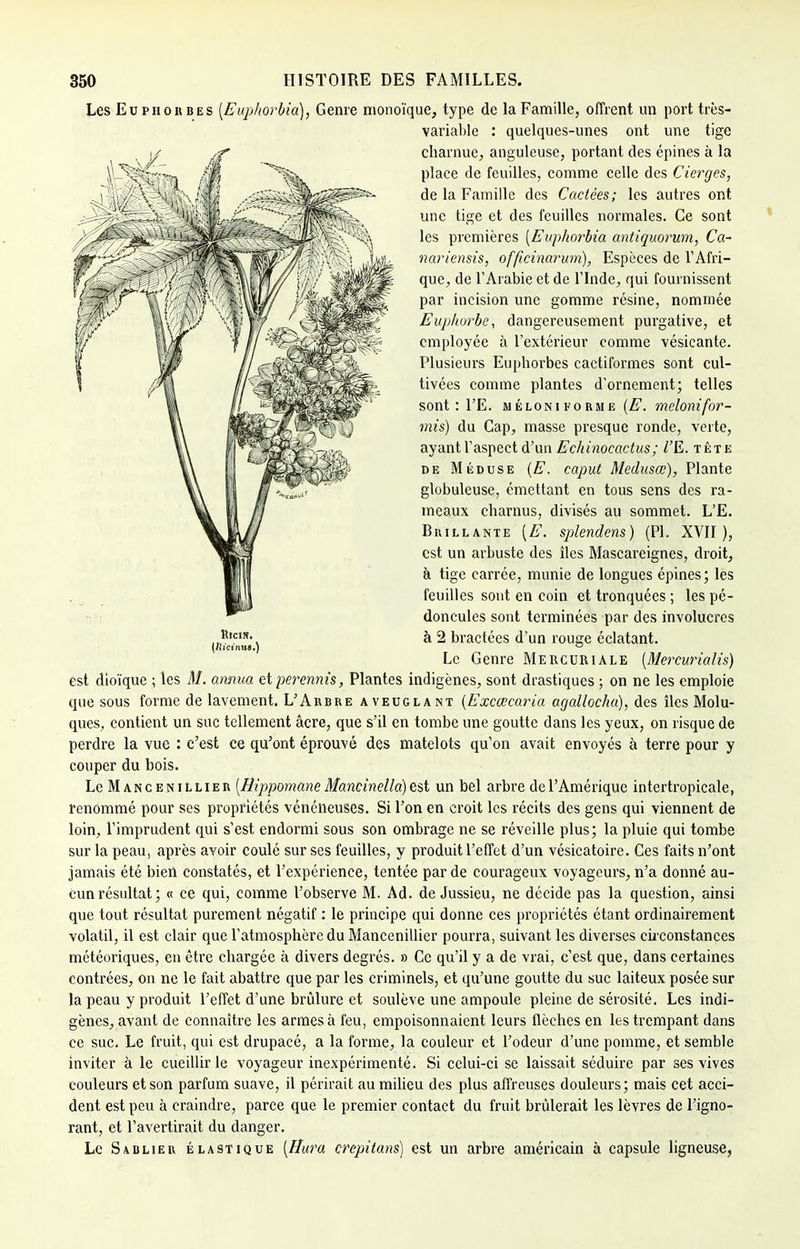 Les Euphorbes [Euphorbia), Genre monoïque, type de la Famille, offrent un port très- variable : quelques-unes ont une tige charnue, anguleuse, portant des épines à la place de feuilles, comme celle des Cierges, de la Famille des Cactées; les autres ont une tige et des feuilles normales. Ce sont les premières [Euphorbia antiquorum, Ca- nariensis, officinarum), Espèces de l'Afri- que, de l'Arabie et de l'Inde, qui fournissent par incision une gomme résine, nommée Euphorbe, dangereusement purgative, et employée à l'extérieur comme vésicante. Plusieurs Euphorbes cactiformes sont cul- tivées comme plantes d'ornement; telles sont : l'E. méloniforme (E. melonifor- mis) du Cap, masse presque ronde, verte, ayant l'aspect d'un Echinocactus ; l'E. tête de Méduse (E. caput Medusœ), Plante globuleuse, émettant en tous sens des ra- meaux charnus, divisés au sommet. L'E. Brillante [E. splendens) (Pl. XVII), est un arbuste des îles Mascareignes, droit, à tige carrée, munie de longues épines; les feuilles sont en coin et tronquées ; les pé- doncules sont terminées par des involucres à 2 bractées d'un rouge éclatant. Le Genre Mercuriale (Mercurialis) est dioïque ; les M. annua et perennis, Plantes indigènes, sont drastiques ; on ne les emploie que sous forme de lavement. L'Arbre aveuglant (Exccecaria agallocha), des îles Molu- ques, contient un suc tellement acre, que s'il en tombe une goutte dans les yeux, on risque de perdre la vue : c'est ce qu'ont éprouvé des matelots qu'on avait envoyés à terre pour y couper du bois. Le Mancenillier [Hippomane Mancinella) est un bel arbre de l'Amérique intertropicale, renommé pour ses propriétés vénéneuses. Si l'on en croit les récits des gens qui viennent de loin, l'imprudent qui s'est endormi sous son ombrage ne se réveille plus; la pluie qui tombe sur la peau, après avoir coulé sur ses feuilles, y produit l'effet d'un vésicatoire. Ces faits n'ont jamais été bien constatés, et l'expérience, tentée par de courageux voyageurs, n'a donné au- cun résultat; « ce qui, comme l'observe M. Ad. de Jussieu, ne décide pas la question, ainsi que tout résultat purement négatif : le principe qui donne ces propriétés étant ordinairement volatil, il est clair que l'atmosphère du Mancenillier pourra, suivant les diverses circonstances météoriques, en être chargée à divers degrés. » Ce qu'il y a de vrai, c'est que, dans certaines contrées, on ne le fait abattre que par les criminels, et qu'une goutte du suc laiteux posée sur la peau y produit l'effet d'une brûlure et soulève une ampoule pleine de sérosité. Les indi- gènes, avant de connaître les armes à l'eu, empoisonnaient leurs flèches en les trempant dans ce suc. Le fruit, qui est drupacé, a la forme, la couleur et l'odeur d'une pomme, et semble inviter à le cueillir le voyageur inexpérimenté. Si celui-ci se laissait séduire par ses vives couleurs et son parfum suave, il périrait au milieu des plus affreuses douleurs; mais cet acci- dent est peu à craindre, parce que le premier contact du fruit brûlerait les lèvres de l'igno- rant, et l'avertirait du danger. Le Sablier élastique [ffura crepitans) est un arbre américain à capsule ligneuse, (liicinus.)