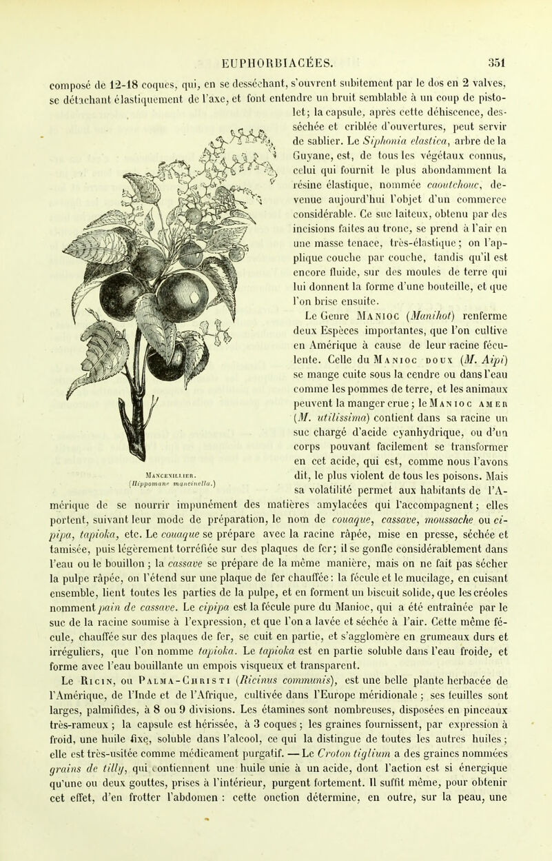 composé de 1*2-18 coques, qui, en se desséchant, s'ouvrent subitement par le dos en 2 valves, se détachant élastiquement de l'axe, et font entendre un bruit semblable à un coup de pisto- let; la capsule, après cette déhiscence, des- séchée et criblée d'ouvertures, peut servir de sablier. Le Siphonia elastica, arbre delà Guyane, est, de tous les végétaux connus, celui qui fournit le plus abondamment la résine élastique, nommée caoutchouc, de- venue aujourd'hui l'objet d'un commerce considérable. Ce suc laiteux, obtenu par des incisions faites au tronc, se prend à l'air en une masse tenace, très-élastique; on l'ap- plique couche par couche, tandis qu'il est encore fluide, sur des moules de terre qui lui donnent la forme d'une bouteille, et que l'on brise ensuite. Le Genre Manioc (Munihot) renferme deux Espèces importantes, que l'on cultive en Amérique à cause de leur racine fécu- lente. Celle du Manioc doux (M. Aipi) se mange cuite sous la cendre ou dans l'eau comme les pommes de terre, et les animaux peuvent la manger crue ; le M an io c amer (M. utilissinia) contient dans sa racine un suc chargé d'acide cyanhydrique, ou d'un corps pouvant facilement se transformer en cet acide, qui est, comme nous l'avons dit, le plus violent de tous les poisons. Mais sa volatilité permet aux habitants de l'A- mérique de se nourrir impunément des matières amylacées qui l'accompagnent 3 elles portent, suivant leur mode de préparation, le nom de couaque, cassave, moussache ou ci- pipa, tapioka, etc. Le couaque se prépare avec la racine râpée, mise en presse, séchée et tamisée, puis légèrement torréfiée sur des plaques de fer; il se gonfle considérablement dans l'eau ou le bouillon ; la cassave se prépare de la même manière, mais on ne fait pas sécher la pulpe râpée, on l'étcnd sur une plaque de fer chauffée: la fécule et le mucilage, en cuisant ensemble, lient toutes les parties de la pulpe, et en forment un biscuit solide, que les créoles nomment pain de cassave. Le cipipa est la fécule pure du Manioc, qui a été entraînée par le suc de la racine soumise à l'expression, et que l'on a lavée et séchée à l'air. Cette même fé- cule, chauffée sur des plaques de fer, se cuit en partie, et s'agglomère en grumeaux durs et irréguliers, que l'on nomme tapioka. Le tapioka est en partie soluble dans l'eau froide, et forme avec l'eau bouillante un empois visqueux et transparent. Le Ricin, ou Palm a-Chris t i (Ricinus communis), est une belle plante herbacée de l'Amérique, de l'Inde et de l'Afrique, cultivée dans l'Europe méridionale ; ses feuilles sont larges, palmifides, à 8 ou 9 divisions. Les étamines sont nombreuses, disposées en pinceaux très-rameux ; la capsule est hérissée, à 3 coques ; les graines fournissent, par expression à froid, une huile fixe, soluble dans l'alcool, ce qui la distingue de toutes les autres huiles ; elle est très-usitée comme médicament purgatif. —Le Croton tiglium a des graines nommées grains de tilly, qui contiennent une huile unie à un acide, dont l'action est si énergique qu'une ou deux gouttes, prises à l'intérieur, purgent fortement. Il suffit même, pour obtenir cet effet, d'en frotter l'abdomen : cette onction détermine, en outre, sur la peau, une MANCE\ILÏ. 1ER. [Ilïppomanr mancîucUu.)