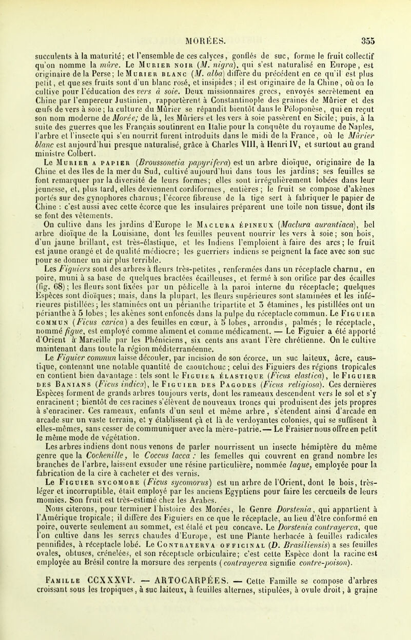 MORÉES. 355 succulents à la maturité; et l'ensemble de ces ealyces, gonflés de suc, forme le fruit collectif qu'on nomme la mûre. Le Mûrier noir (M. nigra), qui s'est naturalisé en Europe, est originaire de la Perse; le Mûrier blanc (M. alba) diffère du précédent en ce qu'il est plus petit, et que ses fruits sont d'un blanc rosé, et insipides ; il est originaire de la Chine, où on le cultive pour l'éducation des vers à soie. Deux missionnaires grecs, envoyés secrètement en Chine par l'empereur Justinien, rapportèrent à Constantinople des graines de Mûrier et des œufs de vers à soie ; la culture du Mûrier se répandit bientôt dans le Péloponèse, qui en reçut son nom moderne de Morée; de là, les Mûriers et les vers à soie passèrent en Sicile; puis, à la suite des guerres que les Français soutinrent en Italie pour la conquête du royaume de Naples, l'arbre et l'insecte qui s'en nourrit furent introduits dans le midi de la France, où le Mûrier blanc est aujourd'hui presque naturalisé, grâce à Charles VIII, à Henri IV, et surtout au grand ministre Colbert. Le Mûrier a papier (Bi^oussonetia papyri'fera) est un arbre dioïque, originaire de la Chine et des îles de la mer du Sud, cultivé aujourd'hui dans tous les jardins; ses feuilles se font remarquer par la diversité de leurs formes; elles sont irrégulièrement lobées dans leur jeunesse, et, plus tard, elles deviennent cordiformes, entières; le fruit se compose d'akènes portés sur des gynophores charnus; l'écorcc fibreuse de la tige sert à fabriquer le papier de Chine : c'est aussi avec cette écorce que les insulaires préparent une toile non tissue, dont ils se font des vêlements. On cultive dans les jardins d'Europe le Maclura épineux (Maclura aurantiaca), bel arbre dioïque de la Louisiane, dont les feuilles peuvent nourrir les vers à soie; son bois, d'un jaune brillant, est très-élastique, et les Indiens l'emploient à faire des arcs; le fruit est jaune orangé et de qualité médiocre; les guerriers indiens se peignent la face avec son suc pour se donner un air plus terrible. Les Figuiers sont des arbres à fleurs très-petites, renfermées dans un réceptacle charnu, en poire, muni à sa base de quelques bractées écaillcuses, et fermé à son orifice par des écailles (fig. G8) ; les fleurs sont fixées par un pédicelle à la paroi interne du réceptacle; quelques Espèces sont dioïques; mais, dans la plupart, les fleurs supérieures sont staminées et les infé- rieures pistillécs ; les staminées ont un périanlhe tripartite et 3 étamines , les pistiliées ont un périanthe à 5 lobes ; les akènes sont enfoncés dans la pulpe du réceptacle commun. Le Fig u ier commun (Ficus carica) a des feuilles en cœur, à S lobes, arrondis, palmés; le réceptacle, nommé figue, est employé comme aliment et comme médicament. — Le Figuier a été apporté d'Orient à'Marseille par les Phéniciens, six cents ans avant l'ère chrétienne. On le cultive maintenant dans toute la région méditerranéenne. Le Figuier commun laisse découler, par incision de son écorce, un suc laiteux, âcre, caus- tique, contenant une notable quantité de caoutchouc ; celui des Figuiers des régions tropicales en contient bien davantage : tels sont le Figuieii élastique (Ficus elastica), le Figuier des Banians (Ficus indico), le Figuier des Pagodes (Ficus religiosa). Ces dernières Espèces forment de grands arbres toujours verts, dont les rameaux descendent vers le sol et s'y enracinent ; bientôt de ces racines s'élèvent de nouveaux troncs qui produisent des jets propres à s'enraciner. Ces rameaux, enfants d'un seul et même arbre, s'étendent ainsi d'arcade en arcade sur un vaste terrain, et y établissent çà et là de verdoyantes colonies, qui se suffisent à elles-mêmes, sans cesser de communiquer avec la mère-patrie.— Le Fraisier nous offre en petit le même mode de végétation. Les arbres indiens dont nous venons de parler nourrissent un insecte hémiptère du même genre que la Cochenille, le Coccus lacca : les femelles qui couvrent en grand nombre les branches de l'arbre, laissent exsuder une résine particulière, nommée laque, employée pour la fabrication de la cire à cacheter et des vernis. Le Figuier sycomore (Ficus sycomo?*us) est un arbre de l'Orient, dont le bois, très- léger et incorruptible, était employé par les anciens Egyptiens pour faire les cercueils de leurs momies. Son fruit est très-estimé chez les Arabes. Nous citerons, pour terminer l'histoire des Morées, le Genre Borstenia, qui appartient à l'Amérique tropicale; il diffère des Figuiers en ce que le réceptacle, au lieu d'être conformé en poire, ouverte seulement au sommet, est étalé et peu concave. Le Borstenia contrayerva, que l'on cultive dans les serres chaudes d'Europe, est une Plante herbacée à feuilles radicales pennifides, à réceptacle lobé. Le Contrayerva officinal (D. Brasiliensis) a ses feuilles ovales, obtuses, crénelées, et son réceptacle orbiculaire; c'est celte Espèce dont la racine est employée au Brésil contre la morsure des serpents (contrayerva signifie contrée-poison). Famille CCXXXVIe. — ARTOCARPÉES. — Cette Famille se compose d'arbres croissant sous les tropiques, à suc laiteux, à feuilles alternes, stipulées, à ovule droit, à graine