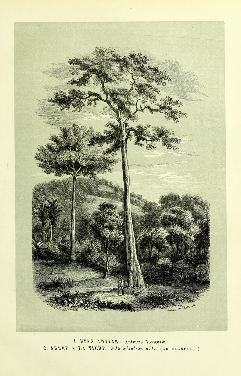 1. \WkS> MVîlkTîi. kuUans loxwmtv. 1. kY^Y, i 1A NkCRÏ,. GaVatloeVwvLVvou uV\U. (artogarpées. )