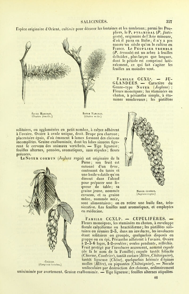 Espèce originaire d'Orient, cultivée pour décorer les fontaines et les tombeaux; parmi les Peu- pliers, le P. pyramidal (P. fasti- giata), originaire de l'Asie mineure, d'où il passa en Italie; il n'y a pas encore un siècle qu'on le cultive en France. Le Peuplier tremble (P. tremula) est un arbre à feuilles deltoïdes , plus larges que longues, dont le pétiole est comprimé laté- ralement, ce qui fait s'agiter les feuilles au moindre vent. Famille CCXLe. — JU- GLANDÉES. — Caractère du Genre-type Noyer (Juglans) : Fleurs monoïques; les staminées en chaton, à périanthe simple, à éta- mines nombreuses ; les pistillées Su ii Marceau. tChaton femelle.) Saule Marceau. IChaton mile.) solitaires, ou agglomérées en petit nombre, à calyce adhérent à l'ovaire. Ovaire à ovule unique, droit. Drupe peu charnue; placentaire épais, d'où émanent 4 lames formant des cloisons incomplètes. Graine exalbuminée, dont les lobes sinueux figu- rent le cerveau des animaux vertébrés. — Tige ligneuse; feuilles alternes, pennées, aromatiques, sans stipules ; fleurs précoces. Le Noyer commun {Juglans regia) est originaire de la Perse ; son fruit est entouré d'un brou, contenant du tanin et une huile volatile qu'on dissout dans l'alcool pour préparer une li- queur de table ; sa graine jeune, nommée noyer commun. cerneau, et sa graine [fugtm* regia.) mûre, nommée noix, sont alimentaires; on en retire une huile fixe, très- siccative. Les feuilles sont aromatiques, et employées en médecine. Famille CCXLK — CUPULIFÈRES. — Fleurs monoïques, les staminées en chaton, à enveloppe florale calyciforme ou bractéiforme ; les pistillées soli- taires ou réunies 2-3, dans.un involucre, les involucres étant solitaires ou groupés, quelquefois disposés en grappe ou en épi. Périanthe adhérent à l'ovaire. Ovaire à 2-3-6 loges, 1-2-ovulées ; ovules pendants, réfléchis. Fruit protégé par l'involucre accrescent, nommé cupule (de là le nom de la Famille) ; cupule tantôt foliacée (Charme, Coudrier), tantôt coriace [Hêtre, Châtaignier), tantôt ligneuse (Chêne), quelquefois hérissée d'épines molles (Hêtre), ou piquantes (Châtaignier). — Nucule uniloculaire par destruction des cloisons, ordinairement uniséminée par avortement. Graine exalbuminéc. — Tige ligneuse; feuilles alternes stipulées. 46 Ciur ME. {Carpinue betulus.