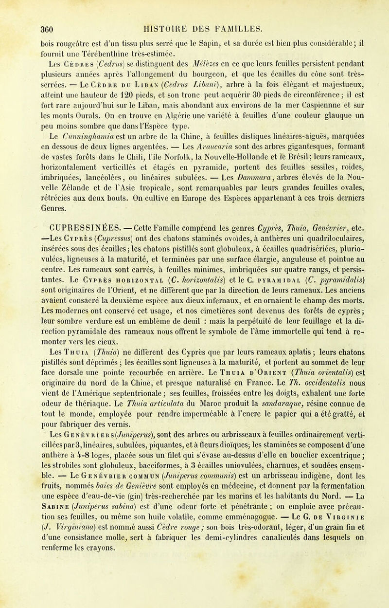 bois rougeâtre est d'un tissu plus serré que le Sapin, et sa durée est bien plus considérable; il fournit une Térébenthine très-estimée. Les Cèdres (Cedrus) se distinguent des Mélèzes en ce que leurs feuilles persistent pendant plusieurs années après l'allongement du bourgeon, et que les écailles du cône sont très- serrées. — Le Cèdre du Liban {Cedrus Libani), arbre à la fois élégant et majestueux, atteint une hauteur de 120 pieds, et son tronc peut acquérir 30 pieds de circonférence; il est fort rare aujourd'hui sur le Liban, mais abondant aux environs de la mer Caspiennne et sur les monts Ourals. On en trouve en Algérie une variété à feuilles d'une couleur glauque un peu moins sombre que dans l'Espèce type. Le Cunninghamia est un arbre de la Chine, à feuilles distiques linéaires-aiguës, marquées en dessous de deux lignes argentées. — Les Araucaria sont des arbres gigantesques, formant de vastes forêts dans le Chili, L'île Norfolk, la Nouvelle-Hollande et le Brésil; leurs rameaux, horizontalement verticillés et étagés en pyramide, portent des feuilles sessiles, roides, imbriquées, lancéolées, ou linéaires subulées. — Les JDammara, arbres élevés delà Nou- velle Zélande et de l'Asie tropicale, sont remarquables par leurs grandes feuilles ovales, rétrécies aux deux bouts. On cultive en Europe des Espèces appartenant à ces trois derniers Genres. CUPRESSINÊES. —Cette Famille comprend les genres Cyprès, Thuia, Genévrier, etc. —Les Cyprès (Cupressus) ont des chatons staminés ovoïdes, à anthères uni quadriloculaires, insérées sous des écailles; les chatons pistillés sont globuleux, à écailles quadrisériées, plurio- vulées, ligneuses à la maturité, et terminées par une surface élargie, anguleuse et pointue au centre. Les rameaux sont carrés, à feuilles minimes, imbriquées sur quatre rangs, et persis- tantes. Le Cyprès horizontal (C. horizontalis) et le C. pyramidal (C. pyrarnidaiis) sont originaires de l'Orient, et ne diffèrent que par la direction de leurs rameaux. Les anciens avaient consacré la deuxième espèce aux dieux infernaux, et en ornaient le champ des morts. Les modernes ont conservé cet usage, et nos cimetières sont devenus des forêts de cyprès ; leur sombre verdure est un emblème de deuil : mais la perpétuité de leur feuillage et la di- rection pyramidale des rameaux nous offrent le symbole de l'âme immortelle qui tend à re- monter vers les cieux. Les Thuia (Thuia) ne diffèrent des Cyprès que par leurs rameaux aplatis; leurs chatons pistillés sont déprimés ; les écailles sont ligneuses à la maturité, et portent au sommet de leur face dorsale une pointe recourbée en arrière. Le Thuia d'Orient (Thuia orientalis) est originaire du nord de la Chine, et presque naturalisé en France. Le Th. occidentalis nous vient de l'Amérique septentrionale; ses feuilles, froissées entre les doigts, exhalent une forte odeur de thériaque. Le Thuia articulata du Maroc produit la sandaraque, résine connue de tout le monde, employée pour rendre imperméable à l'encre le papier qui a été gratté, et pour fabriquer des vernis. Les Genévriers (Juniperus), sont des arbres ou arbrisseaux à feuilles ordinairement verti- cillées par 3, linéaires, subulées, piquantes, et à fleurs dioïques; les staminées se composent d'une anthère à 4-8 loges, placée sous un filet qui s'évase au-dessus d'elle en bouclier excentrique ; les strobiles sont globuleux, bacciformes, à 3 écailles uniovulées, charnues, et soudées ensem- ble. — Le Genévrier commun (Juniperus communis) est un arbrisseau indigène, dont les fruits, nommés baies de Genièvre sont employés en médecine, et donnent par la fermentation une espèce d'eau-de-vie (gin) très-recherchée par les marins et les habitants du Nord. — La Sabine (Juniperus sabina) est d'une odeur forte et pénétrante; on emploie avec précau- tion ses feuilles, ou même son huile volatile, comme emménagogue. — Le G. de Virginie (J. Virginiana) est nommé aussi Cèdre rouge ; son bois très-odorant, léger, d'un grain fin et d'une consistance molle, sert à fabriquer les demi-cylindres canaliculés dans lesquels on renferme les crayons.