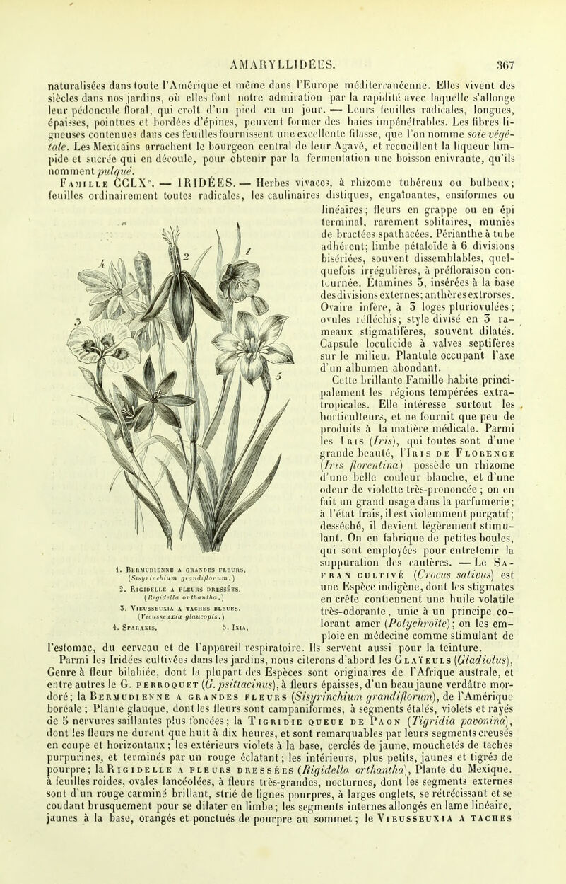 naturalisées dans toute l'Amérique et même dans l'Europe méditerranéenne. Elles vivent des siècles dans nos jardins, où elles font notre admiration par la rapidité avec laquelle s'allonge leur pédoncule floral, qui croît d'un pied en un jour. —- Leurs feuilles radicales, longues, épaisses, pointues et bordées d'épines, peuvent former des haies impénétrables. Les fibres li- gneuses contenues dans ces feuilles fournissent une excellente filasse, que l'on nomme soie végé- tale. Les Mexicains arrachent le bourgeon central de leur Agavé, et recueillent la liqueur lim- pide et sucrée qui en découle, pour obtenir par la fermentation une boisson enivrante, qu'ils nomment pulqué. Famille GGLX°.— 1RIDÉES.— Herbes vivacc?, à rhizome tubéreux ou bulbeux; feuilles ordinairement toutes radicales, les caulinaires distiques, engainantes, ensiformes ou linéaires; fleurs en grappe ou en épi terminal, rarement solitaires, munies de bractées spathacées. Périantheà tube adhérent; limbe pétaloïde à 6 divisions bisériées, souvent dissemblables, quel- quefois irrégulières, à préfloraison con- tournée. Etamines 5, insérées à la base desdivisions externes; anthères extrorses. Ovaire infère, à 3 loges pluriovulées ; ovules réfléchis; style divisé en o ra- meaux stigmatifères, souvent dilatés. Capsule loculicide à valves septifères sur le milieu. Planlule occupant l'axe d'un albumen abondant. Cette brillante Famille habite princi- palement les régions tempérées extra- tropicales. Elle intéresse surtout les « horticulteurs, et ne fournit que peu de produits à la matière médicale. Parmi les Iris (Iris), qui toutes sont d'une grande beauté, I'Iris de Florence (Iris flore ntina) possède un rhizome d'une belle couleur blanche, et d'une odeur de violette très-prononcée ; on en fait un grand usage dans la parfumerie; à l'état frais, il est violemment purgatif ; desséché, il devient légèrement stimu- lant. On en fabrique de petites boules, qui sont employées pour entretenir la suppuration des cautères. —Le Sa- fran cultivé (Crocus salivus) est une Espèce indigène, dont les stigmates en crête contiennent une huile volatile très-odorante, unie à un principe co- lorant amer (Polychroïte) ; on les em- ploie en médecine comme stimulant de l'estomac, du cerveau et de l'appareil respiratoire. Ils servent aussi pour la teinture. Parmi les Iridées cultivées dans les jardins, nous citerons d'abord les Gl aï euls (Gladiolus), Genre à fleur bilahiée, dont la plupart des Espèces sont originaires de l'Afrique australe, et entre autres le G. perroquet (G. psitlacinus), à fleurs épaisses, d'un beau jaune verdàtre mor- doré; la Bermudienne a grandes fleurs (Sisyrinchium grandiflorum), de l'Amérique boréale ; Planle glauque, dont les fleurs sont campaniformes, à segments étalés, violets et rayés de 5 nervures saillantes plus foncées ; la Tigridie queue de Paon (Tigridia pavonind), dont les fleurs ne durent que huit à dix heures, et sont remarquables par leurs segments creusés en coupe et horizontaux ; les extérieurs violets à la base, cerclés de jaune, mouchetés de taches purpurines, et terminés par un rouge éclatant; les intérieurs, plus petits, jaunes et tigrés de pourpre; IaRiGiDELLE a fleurs d re s s é es (Rigidello, ortkantha), Plante du Mexique, à feuilles roides, ovales lancéolées, à fleurs très-grandes, nocturnes, dont les segments externes sont d'un rouge carminé brillant, strié de lignes pourpres, à larges onglets, se rétrécissant et se coudant brusquement pour se dilater en limbe; les segments internes allongés en lame linéaire, jaunes à la base, orangés et ponctués de pourpre au sommet; leViEussEUXiA a taches 1. Bermudienne a grandes fleurs, (Sl.s y r inch ium grandiflorum. ) 2. RlGIDELl.E A FLEURS DRESSEES. [Rigidelîa orthantha.) 3. VlEUSSEUXIA A TACHES BLEUES. [Vicusseuxia glaucopis.) 4. Sparaxis. 5. Ixu.