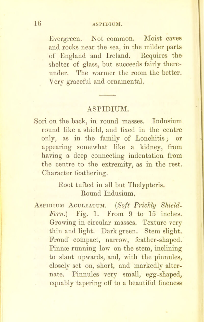 Evergreen. Not common. Moist caves and rocks near the sea, in the milder parts of England and Ireland. Requires the shelter of glass, but succeeds fairly there- under. The warmer the room the better. Very graceful and ornamental. ASPIDIUM. Sori on the back, in round masses. Indusium round like a shield, and fixed in the centre only, as in the family of Lonchitis; or appearing somewhat like a kidney, from having a deep connecting indentation from the centre to the extremity, as in the rest. Character feathering. Root tufted in all but Thelypteris. Round Indusium, AspiDTUM AcTJLEATUM. {Soft Prickly Shield- Fern.) Fig. 1. Erora 9 to 15 inches. Growing in circular masses. Texture very thin and light. Dark green. Stem slight. Frond compact, narrow, feather-shaped. Pinnffi running low on the stem, inclining to slant upwards, and, with the pinnules, closely set on, short, and markedly alter- nate. Pinnules very small, egg-shaped, equably tapering off to a beautiful fineness
