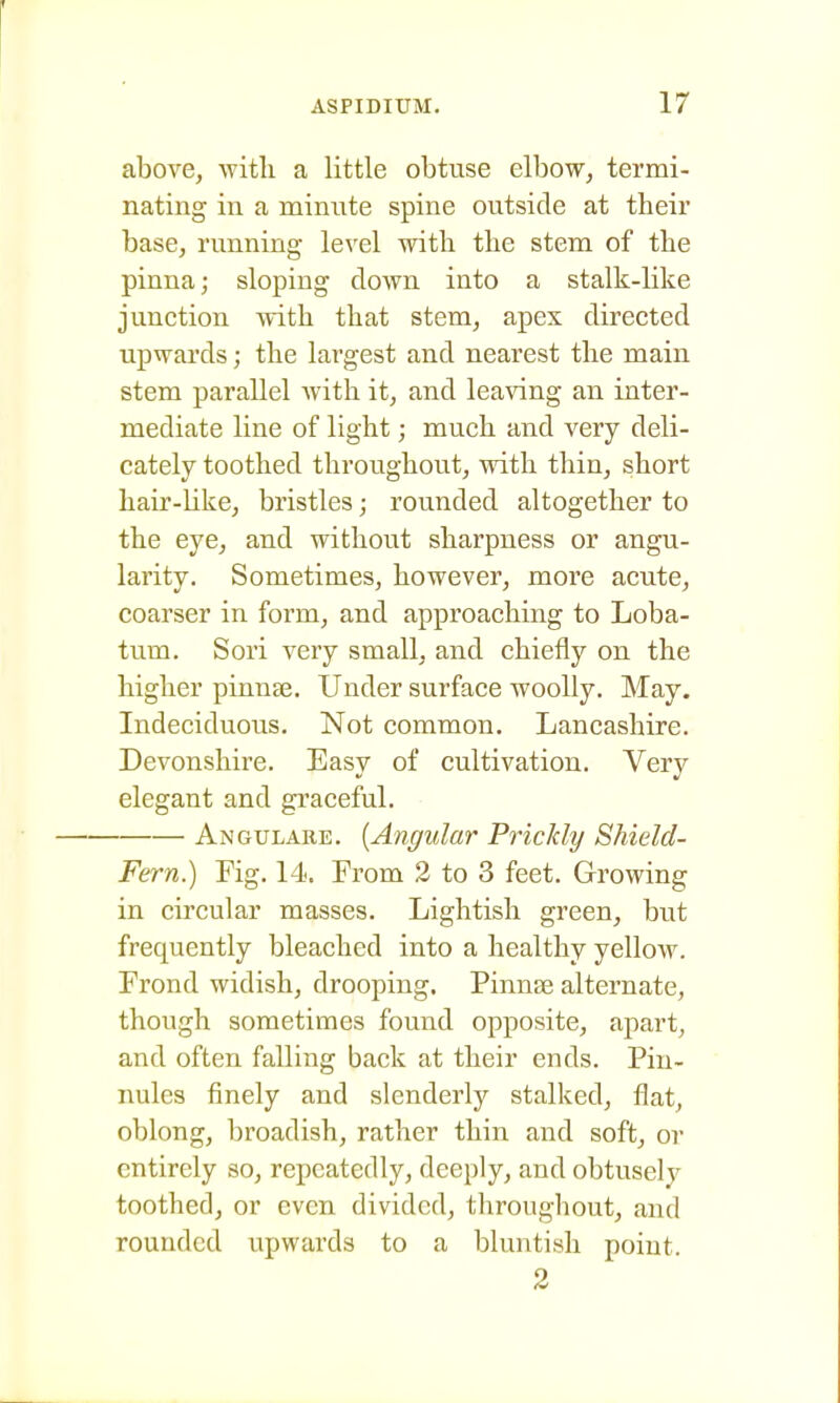 above, with a little obtuse elbow, termi- nating in a minute spine outside at their base, running- level with the stem of the pinna; sloping clown into a stalk-like junction with that stem, apex directed upwards; the largest and nearest the main stem parallel with it, and leaving an inter- mediate line of light; much and very deli- cately toothed throiighout, with thin, short hair-like, bristles; roimded altogether to the eye, and without sharpness or angu- larity. Sometimes, however, more acute, coarser in form, and approaching to Loba- tum. Sori very small, and chiefly on the higher pinnae. Under surface woolly. May. Indeciduous. Not common. Lancashire. Devonshire. Easy of cultivation. Very elegant and graceful. Angulare. {Angular Prickly Shield- Fern.) Fig. 14. From 2 to 3 feet. Growing in circular masses. Lightish green, but frequently bleached into a healthy yellow. Frond widish, drooping. Pinnse alternate, though sometimes found opposite, apart, and often falling back at their ends. Pin- nules finely and slenderly stalked, flat, oblong, broadish, rather thin and soft, or entirely so, repeatedly, deeply, and obtusely toothed, or even divided, throughout, and rounded upwards to a bluntish point. 2