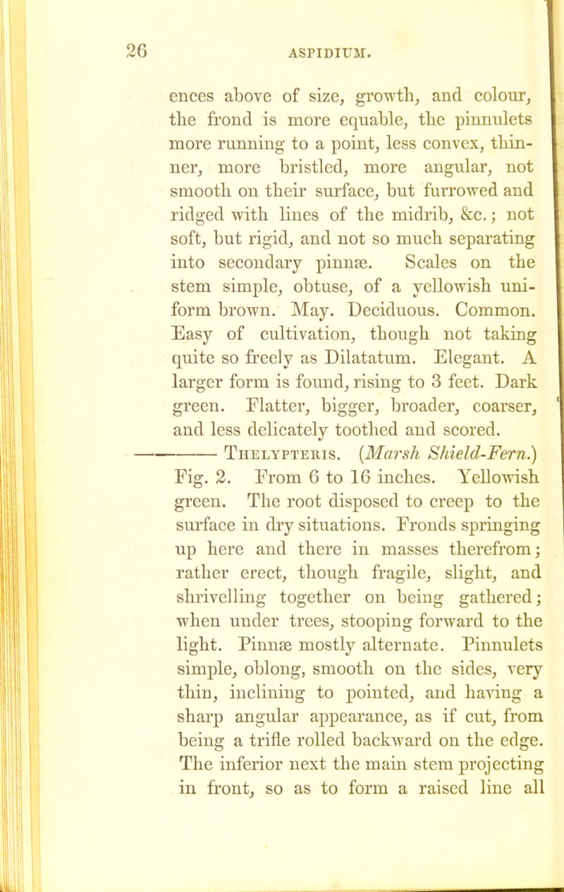 ences above of size, growth, and colour, the frond is more equable, the pinnulets more running to a point, less convex, thin- ner, more bristled, more angular, not smooth on their surface, but furrowed and ridged with lines of the midrib, &c.; not soft, but rigid, and not so much separating into secondary pinucC. Scales on the stem simple, obtuse, of a yellowish uni- form brown. May. Deciduous. Common. Easy of cultivation, though not taking quite so freely as Dilatatum. Elegant. A larger form is formd, rising to 3 feet. Dark green. Flatter, bigger, broader, coarser, and less delicately toothed and scored. Thelypteris. [Marsh Shield-Fern.) Fig. 2. From 6 to 16 inches. Yellowish green. The root disposed to creep to the surface in dry situations. Fronds springing up here and there in masses therefrom; rather erect, though fragile, slight, and shrivelling together on being gathered; when under trees, stooping forward to the light. Pinnse mostly alternate. Pinnulets simple, oblong, smooth on the sides, very thin, inclining to pointed, and ha'^dng a sharp angular appearance, as if cut, from being a trifle rolled backward on the edge. The inferior next the main stem projecting in front, so as to form a raised line all