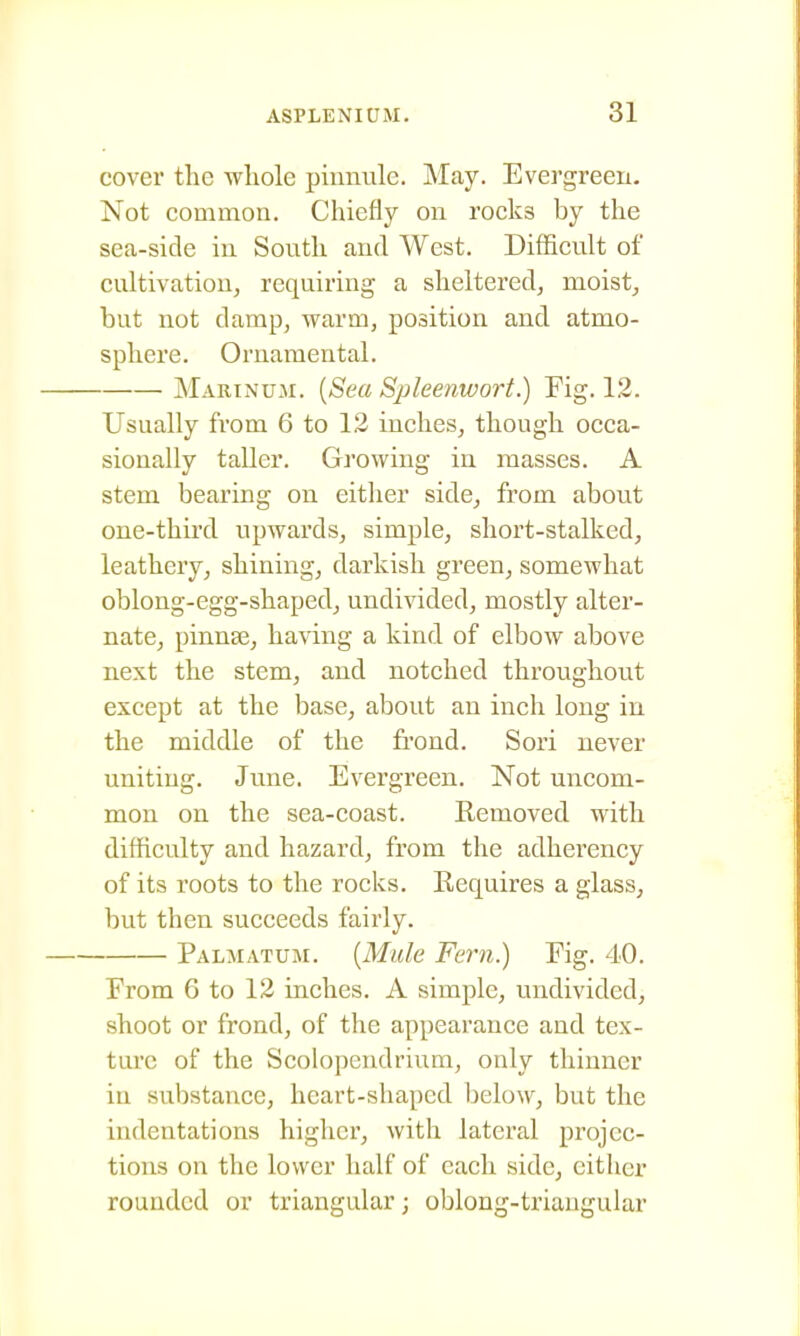 cover the wliole pinnule. May. Evergreen. Not common. Chiefly on rocks by the sea-side in South and West. Difficult of cultivation, requiring a sheltered, moist, but not damp, warm, position and atmo- sphere. Ornamental. Marinuji. {Sea Spleenwort.) Fig. 12. Usually from 6 to 12 inches, though occa- sionally taller. Growing in masses. A stem bearing on either side, from about one-third upwards, simple, short-stalked, leathery, shining, darkish green, somewhat oblong-egg-shaped, undivided, mostly alter- nate, pinnse, having a kind of elbow above next the stem, and notched throughout except at the base, about an inch long in the middle of the frond. Sori never uniting. June. Evergreen. Not uncom- mon on the sea-coast. Removed with difficulty and hazard, from the adhei'ency of its roots to the rocks. Requires a glass, but then succeeds fairly. Palmatum. {Mule Fern.) Fig. 40. From 6 to 12 inches. A simple, undivided, shoot or frond, of the appearance and tex- ture of the Scolopendrium, only thinner in substance, heart-shaped below, but the indentations higher, with lateral projec- tions on the lower half of each side, either rounded or triangular; oblong-triangular