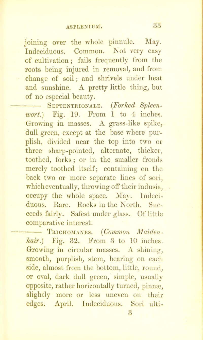 joining over the whole pinnule. May. Indeciduous. Common. Not very easy of cultivation; fails fi-equently from the roots being injured in removal, and from change of soil; and shrivels under heat and sunshine. A pretty little things but of no especial beauty. Septentrionale. {Forked Spleen- wort.) Fig. 19. From 1 to 4 inches. Growing in masses. A grass-like spike, dull green, except at the base where pm'- plish, divided near the top into two or three sharp-pointed, alternate, thicker, toothed, forks; or in the smaller fronds merely toothed itself; containing on the back two or more separate lines of sori, which eventually, throwing off their indusia, occupy the whole space. May. Indeci- duous. Rare, Rocks in the North. Suc- ceeds fairly. Safest under glass. Of little comparative interest. Trichomanes. [Common Maiden- hair.) Fig. 32. From 3 to 10 inches. Growing in circular masses. A shining, smooth, purplish, stem, bearing on each side, almost from the bottom, little, round, or oval, dark dull gi'cen, simple, usually opposite, rather horizontally turned, pinnjc, slightly more or less uneven on their edges, April. Indeciduous. Sori ulti- 3