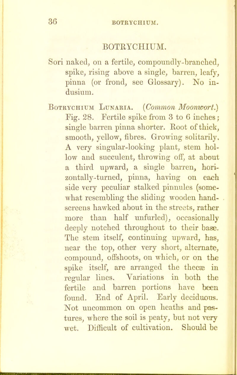 BOTRYCHIUM. Sori nakedj on a fertile, compoundly-branchedj spikcj rising above a single, barren, leafy, pinna (or frond, see Glossary). No in- dusium. BoTRYCHiUM LuNARiA. {Common Moonwort.) Fig. 28. Fertile spike from 3 to 6 inches ; single barren pinna shorter. Root of thick, smooth, yellow, fibres. Growing solitarily. A very singular-looking plant, stem hol- low and succulent, throwing off, at about a third upward, a single barren, hori- zontally-turned, pinna, having on each side very peculiar stalked pinnules (some- what resembling the sliding wooden hand- screens hawked about in the streets, rather more than half unfurled), occasionally deeply notched throughout to their base. The stem itself, continuing upward, has, near the top, other very short, alternate, compound, offshoots, on which, or on the spike itself, are arranged the thecas in regular lines. Variations in both the fertile and barren portions have been found. End of April. Early deciduous. Not uncommon on open heaths and pas- tures, where the soil is peaty, but not A^ery wet. Diflicult of cultivation. Should be