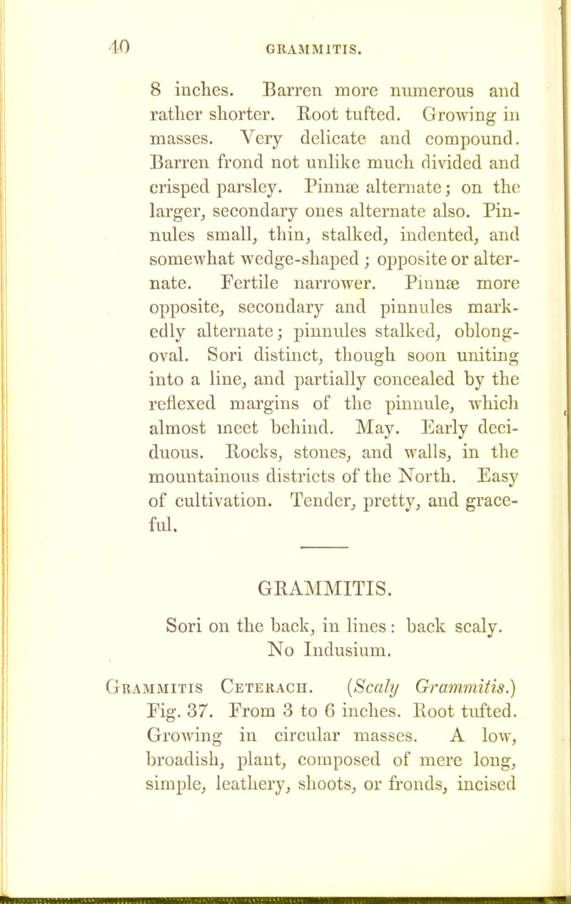 8 inches. Barren more munerous and rather shorter. Root tufted. Growing in masses. Very delicate and compound. Barren frond not unlike much divided and crisped parsley. Pinnae alternate; on tht; larger^ secondary ones alternate also. Pin- nules smallj thin, stalked, indented, and somewhat wedge-shaped ; ojjposite or alter- nate. Fertile narrower. Pmnse more opposite, secondary and pinnules mark- edly alternate; pinnules stalked, oblong- oval. Sori distinct, though soon uniting into a line, and partially concealed by the reflexed margins of the pinnule, which almost meet behind. May. Early deci- duous. Rocks, stones, and walls, in the mountainoiis districts of the North. Easy of cultivation. Tender, pretty, and grace- ful. GRAMMITIS. Sori on the back, in lines: back scaly. No Indusium. Gkammitis Cetekacii. [Scahj Grammiiis.) Fig. 37. From 3 to 6 inches. Root tufted. Growing in circular masses. A low, broadish, plant, composed of mere long, simple, leathery, shoots, or fronds, incised