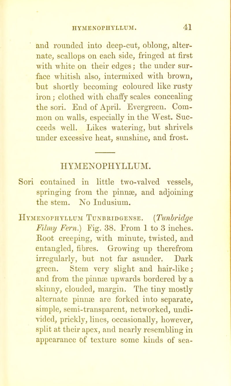 and rounded into deep-cut^ oblong, alter- nate, scallops on each side, fringed at first with white on their edges; the under sur- face whitish also, intermixed with brown, but shortly becoming coloured like rusty- iron ; clothed with chaffy scales concealing the sori. End of April. Evergreen. Com- mon on walls, especially in the West. Suc- ceeds well. Likes watering, but shrivels under excessive heat, sunshine, and frost. HYMENOPHYLLUM. Sori contained in little two-valved vessels, springing from the pinnae, and adjoining the stem. No ludusium. Hymenophyllum Tunbridgense. [Tunbridge Filmy Fern.) Fig. 38. From 1 to 3 inches. Root creeping, with minute, twisted, and entangled, fibres. Growing up therefrom irregularly, but not far asunder. Dark green. Stem very slight and hair-like; and from the pinnne upwards bordered by a skinny, clouded, margin. The tiny mostly alternate pinnse are forked into separate, simple, semi-transparent, networked, undi- vided, prickly, lines, occasionally, however, split at their apex, and nearly resembling in appearance of texture some kinds of sea-