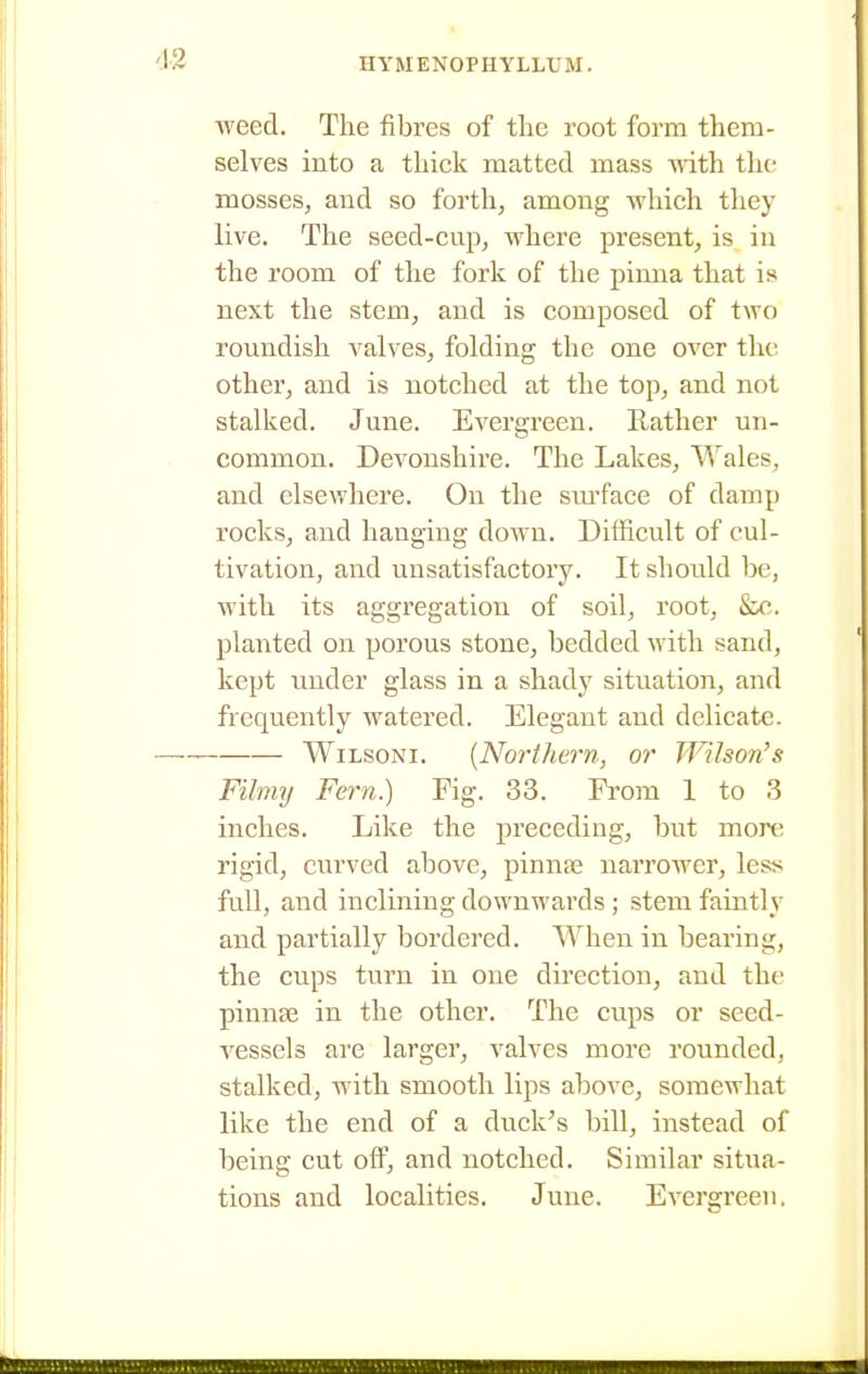 weed. The fibres of tlie root form them- selves into a thick matted mass with the mosses, and so forth, among which they live. The seed-eup, where present, is in the room of the fork of the pinna that is next the stem, and is composed of two roundish valves, folding the one over the other, and is notched at the top, and not stalked. June. Evergreen. Rather un- common. Devonshire. The Lakes, Wales, and elsewhere. On the siu'face of damp rocks, and hanging down. Difficult of cul- tivation, and unsatisfactory. It should be, with its aggregation of soil, root, planted on porous stone, bedded with sand, kept under glass in a shady situation, and frequently watered. Elegant and delicate. WiLsoNi. {Noj'ihern, or Wilson's Filmy Fern.) Fig. 33. From 1 to 3 inches. Like the preceding, but mort; rigid, curved above, pinnae narrower, less full, and inclining downwards ; stem faintly and partially bordered. When in bearing, the cups turn in one direction, and the pinnse in the other. The cups or seed- A^essels are larger, valves more rounded, stalked, with smooth lips above, somewhat like the end of a duck's bill, instead of being cut off, and notched. Similar situa- tions and localities. June. Evergreen.