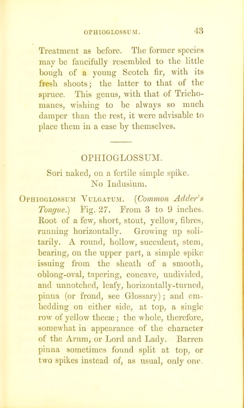 OPHIOGLOSSUM. Treatment as before. The former species may be fancifully resembled to the little bough of a young Scotch fir, with its fresh shoots; the latter to that of the spruce. This genus, with that of Tricho- manes, wishing to be always so much damper than the rest, it were ad-\dsable to place them in a case by themselves. OPHIOGLOSSUM. Sori naked, on a fertile simple spilce. No Indusium. PHioGLOssuM VuLGATUM. [Commoii Adder's Tongue.) Fig. 37. From 3 to 9 inches. Root of a few, short, stout, yellow, fibres, running horizontally. Growing up soli- tarily. A round, hollow, succulent, stem, bearing, on the tipper pai't, a simple spike issuing from the sheath of a smooth, oblong-oval, tapering, concave, undivided, and unnotched, leafy, horizontally-turned, pinna (or frond, see Glossary); and em- bedding on either side, at top, a single- row of yellow thecse; the whole, therefore, somewhat in appearance of the character of the Arum, or Lord and Lady. Barren pinna sometimes found split at top, or two spikes instead of, as usual, only one.