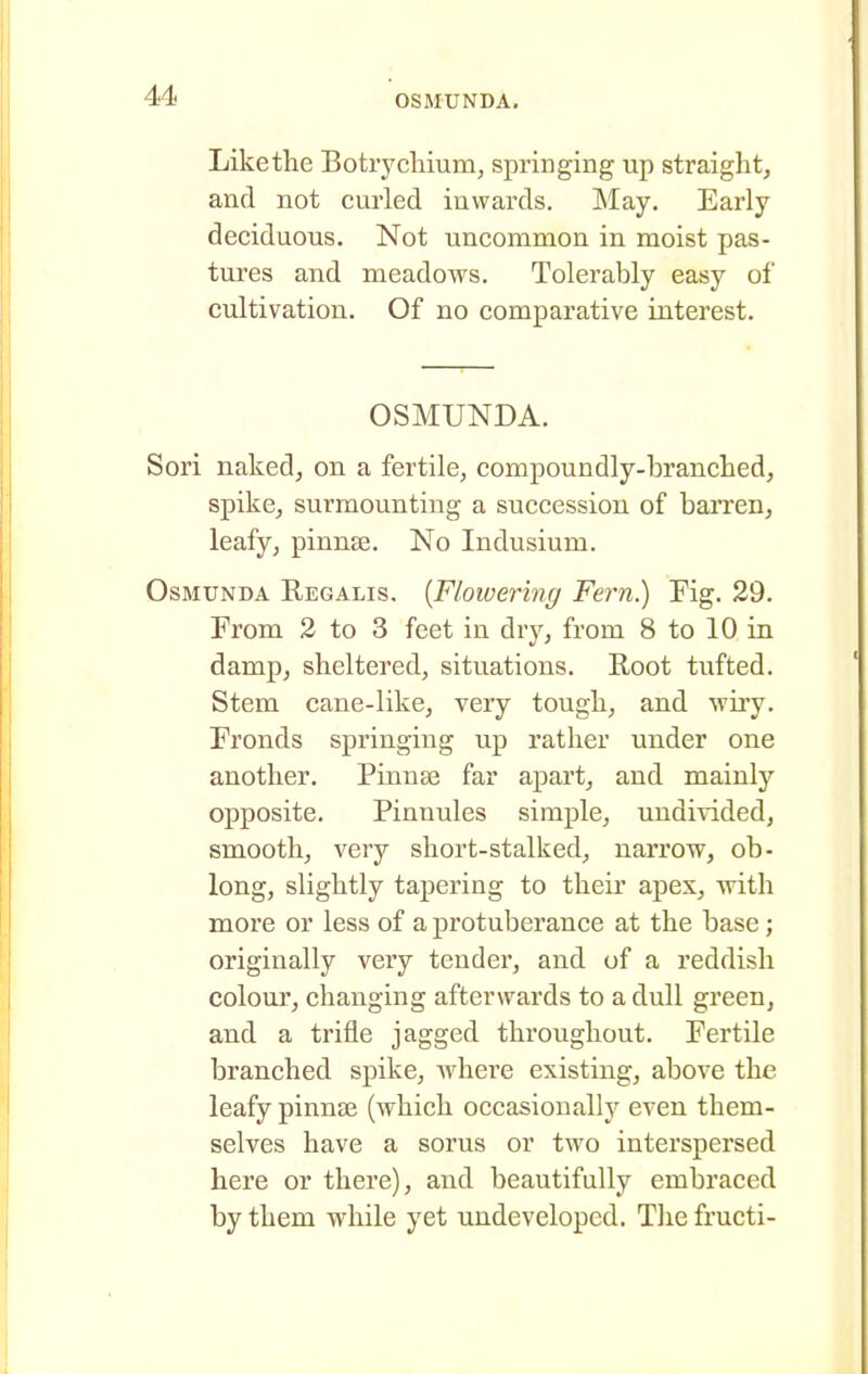 OSMUNDA. Likethe Botrychium, springing up straight, and not curled inwards. May. Early deciduous. Not uncommon in moist pas- tures and meadows. Tolerably easy of cultivation. Of no comparative interest. OSMUNDA. Sori naked, on a fertile, compoundly-brancLed, spike, surmounting a succession of barren, leafy, pinnee. No Indusium. OsMUNDA Regalis. {Flowering Fern.) Fig. 29. From 2 to 3 feet in dry, from 8 to 10 in damp, sheltered, situations. Root tufted. Stem cane-like, very tough, and wiry. Fronds springing up rather under one another. Pinnae far apart, and mainly opposite. Pinnules simple, undivided, smooth, very short-stalked, narrow, ob- long, slightly tapering to their apex, with more or less of a protuberance at the base; originally very tender, and of a reddish colour, changing afterwards to a dull green, and a trifle jagged throughout. Fertile branched spike, where existing, above the leafy pinna? (which occasionally even them- selves have a sorus or two interspersed here or there), and beautifully embraced by them while yet undeveloped. The fructi-