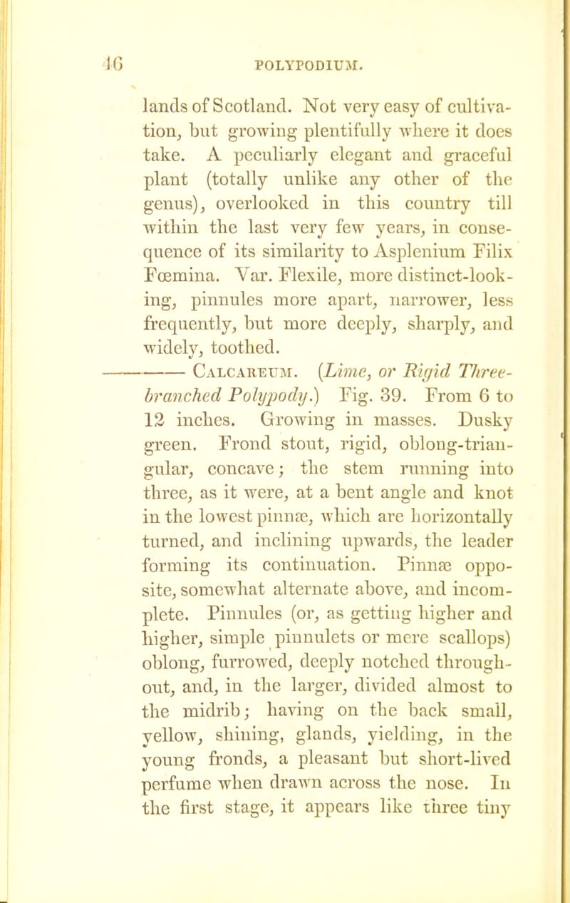 lands of Scotland. Not very easy of cultiva- tion, but growing plentifully ■where it does take. A peculiarly elegant and graceful plant (totally unlike any other of the genus) J overlooked in this country till within the last very few years, in conse- quence of its similarity to Asplenium Filix Foemina. Var. Flexile, more distinct-look- ing, pinnules more apart, narrower, less frequently, but more deeply, sharply, and widely, toothed. Calcareum. {Lime, or Rigid Three- branched Polypody.) Fig. 39. From 6 to 13 inches. Growing in masses. Dusky green. Frond stout, rigid, obloug-trian- gular, concave; the stem running into three, as it were, at a bent angle and knot in the lowest pinnse, which are horizontally turned, and inclining upwards, the leader forming its continuation. Pinnae oppo- site, somewhat alternate above, and incom- plete. Pinnules (or, as gettiug higher and higher, simple pinnulets or mere scallops) oblong, furrowed, deeply notched through- out, and, in the larger, divided almost to the midrib; ha-\dng on the back small, yellow, shining, glands, yielding, in the young fronds, a pleasant but short-lived perfume when drawn across the nose. In the first stage, it appears like three tiny