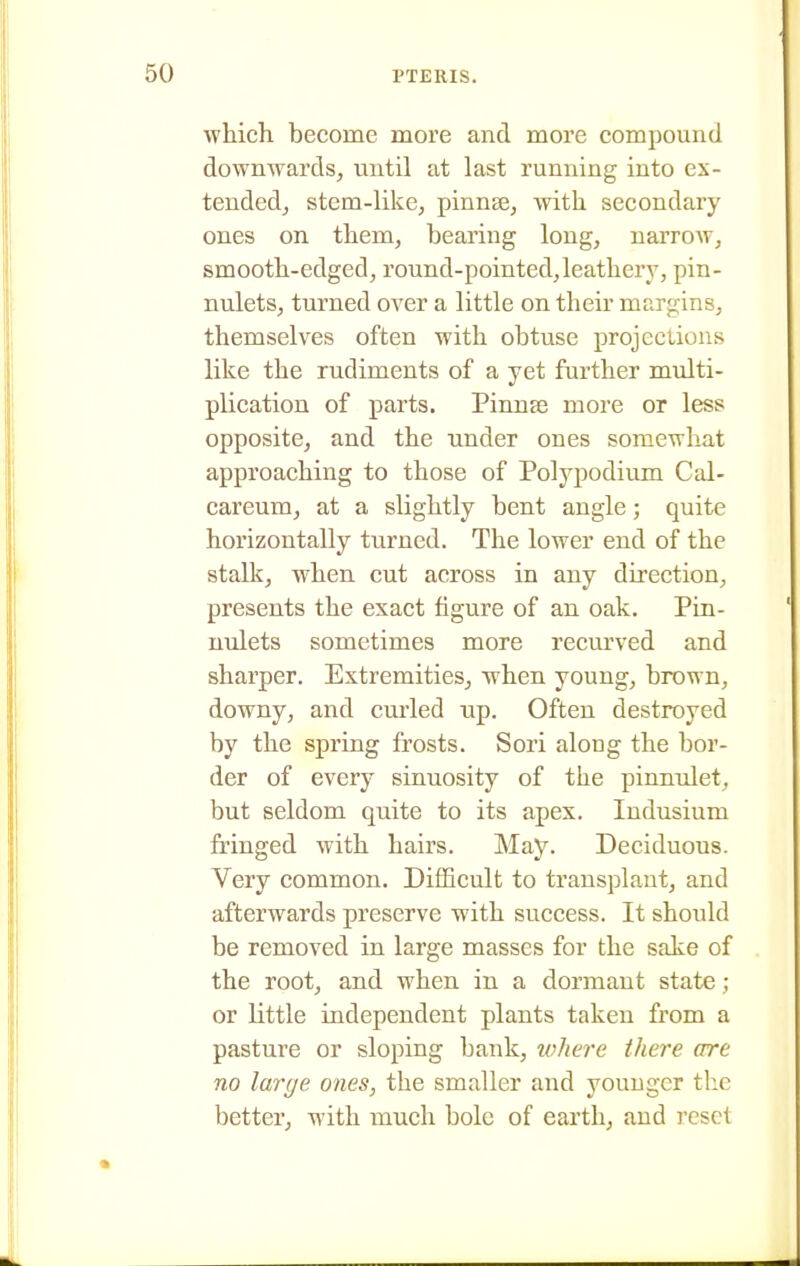 which become more and more compound downwards, until at last running into ex- tended, stem-like, pinnse, with secondary ones on them, bearing long, narroAv, smooth-edged, round-pointed,leathery, pin- nulets, turned over a little on their margins, themselves often with obtuse projections like the rudiments of a yet further midti- plication of parts. Pinnse more or less opposite, and the under ones somewhat approaching to those of Polypodium Cal- careum, at a slightly bent angle; quite horizontally turned. The lower end of the stalk, when cut across in any direction, presents the exact figure of an oak. Pin- nidets sometimes more recurved and sharper. Extremities, when young, brown, downy, and curled up. Often destroyed by the spring frosts. Sori along the bor- der of every sinuosity of the pinnulet, but seldom quite to its apex. ludusium fringed with hairs. May. Deciduous. Very common. Difficult to transplant, and afterwards preserve with success. It should be removed in large masses for the sake of the root, and when in a dormant state ; or little independent plants taken from a pasture or sloping bank, where there are no large ones, the smaller and younger the better, with much bole of earth, and reset