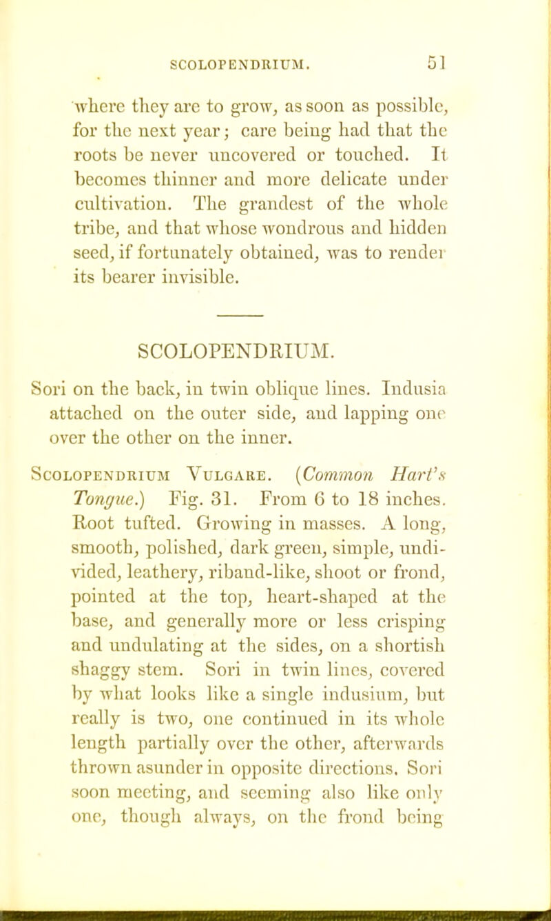 where they arc to grow, as soon as possible, for the next year; care being had that the roots be never uncovered or touched. It becomes thinner and more delicate under cultivation. The grandest of the whole tribe, and that whose wondrous and hidden seed, if fortunately obtained, Avas to render its bearer invisible. SCOLOPENDRIUM. Sori on the back, in twin oblique lines. Indusia attached on the outer side, and lapping one over the other on the inner. SCOLOPENDRIUM VuLGARE. {Common HarVs Tongue.) Fig. 31. From 6 to 18 inches. Root tufted. Growing in masses. A long, smooth, polished, dark green, simple, undi- \T.ded, leathery, riband-like, shoot or frond, pointed at the top, heart-shaped at the base, and generally more or less crisping and undulating at the sides, on a shortish shaggy stem. Sori in twin lines, covered by what looks like a single indusium, but really is two, one continued in its whole length partially over the other, afterwards thrown asunder in opposite directions, Sori soon meeting, and seeming also like only one, though ahvays, on the frond being