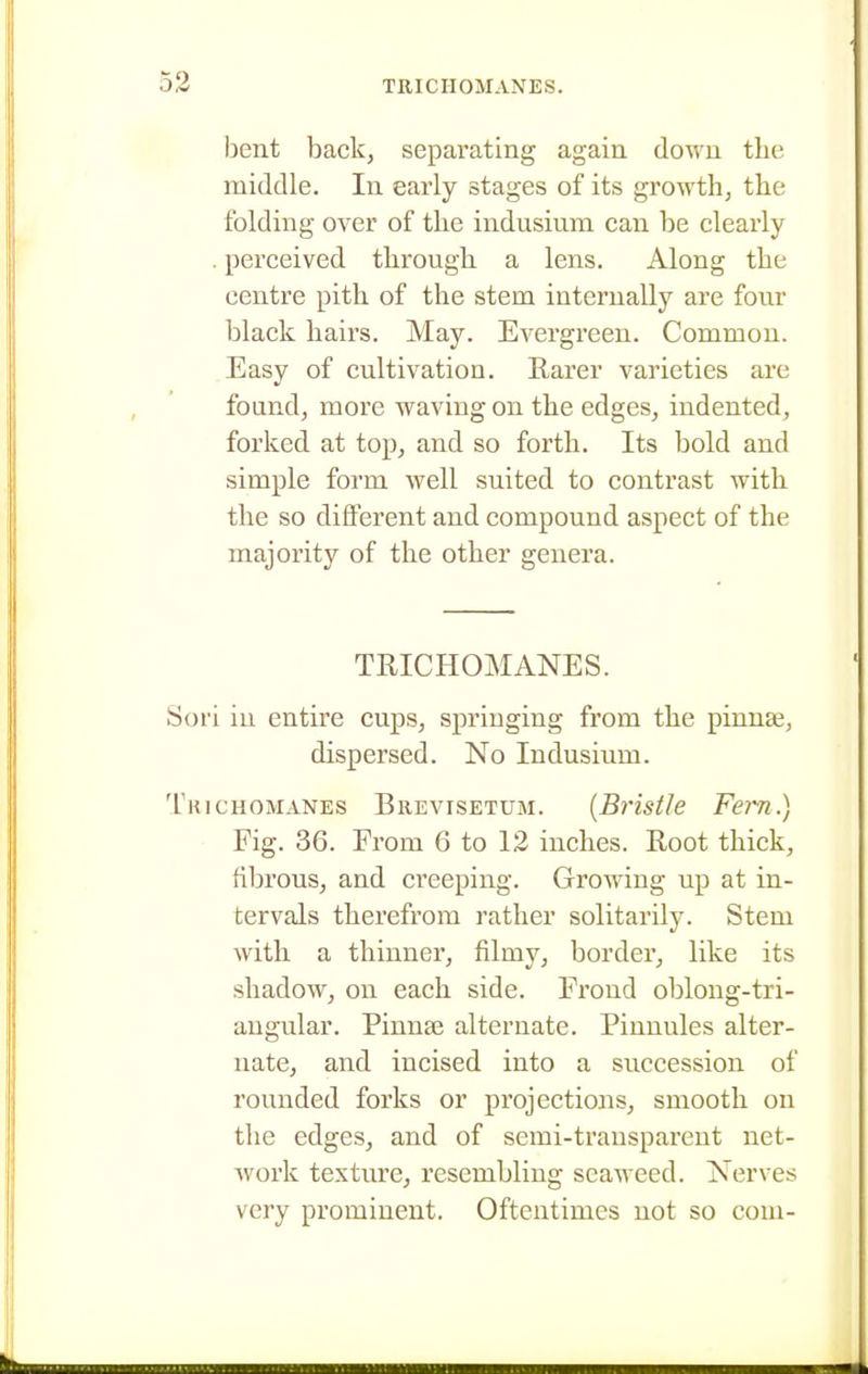 bent back, separating again down the middle. In early stages of its growth, the folding over of the indusium can be clearly perceived through a lens. Along the centre pith of the stem internally are four black hairs. May. Evergreen. Common. Easy of cultivation. Rarer varieties are found, more waving on the edges, indented, forked at top, and so forth. Its bold and simple form well suited to contrast with the so different and compound aspect of the majority of the other genera. TRICHOMANES. Soi'i in entire cups, springing from the pinnae, dispersed. No Indusium. ruicHOMANEs Brevisetum. {BHstJe Fern.) Fig. 36. From 6 to 12 inches. Root thick, fibrous, and creeping. Growing up at in- tervals therefrom rather solitarily. Stem with a thinner, filmy, border, like its shadow, on each side. Frond oblong-tri- angular. Pinnse alternate. Pinnules alter- nate, and incised into a succession of rounded forks or projections, smooth on the edges, and of semi-transparent net- work texture, resembling seaweed. Nerves very prominent. Oftentimes not so coui-