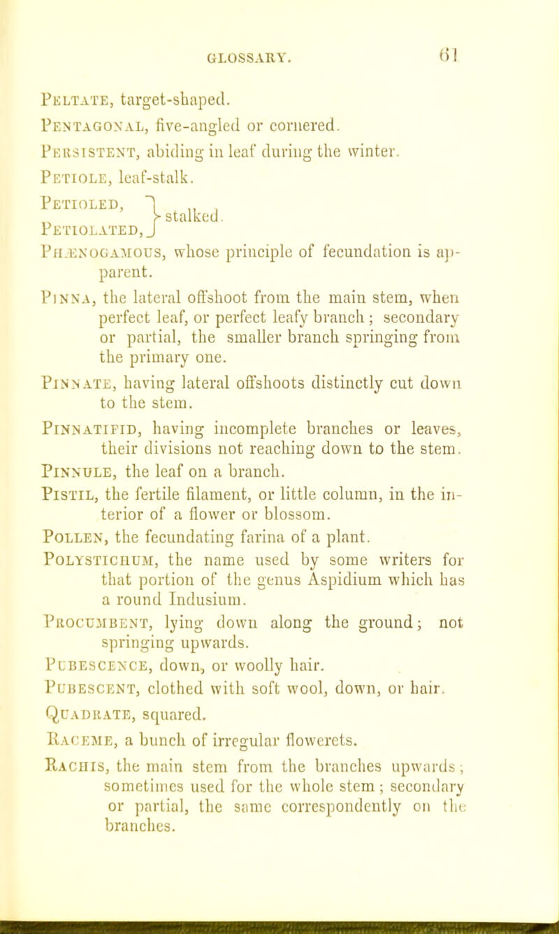 Pkltate, target-shaped. Pentagonal, five-angled or cornered. Persistent, abiding in leaf during the winter. Petiole, leaf-stalk. Petiolated, J Ph.enogamgus, whose principle of fecundation is aji- Pinna, the lateral offshoot from the main stem, when perfect leaf, or perfect leafy branch ; secondary or partial, the smaller branch springing from the primary one. Pinnate, having lateral offshoots distinctly cut down to the stem. Pinnatifid, having incomplete branches or leaves, their divisions not reaching down to the stem. Pinnule, the leaf on a branch. Pistil, the fertile filament, or little column, in the in- terior of a flower or blossom. Pollen, the fecundating farina of a plant. PoLYSTiCHUM, the name used by some writers for that portion of the genus Aspidium which has a round Indusium. Procumbent, lying down along the ground; not springing upwards. PcBESCENCE, down, or woolly hair. Pubescent, clothed with soft wool, down, or hair. Quadrate, squared. Raceme, a bunch of irregular flowerets. Rachis, the main stem from the branches upwards; sometimes used for the whole stem ; secondary or partial, the same correspondently on the branches. P ETIOLED,