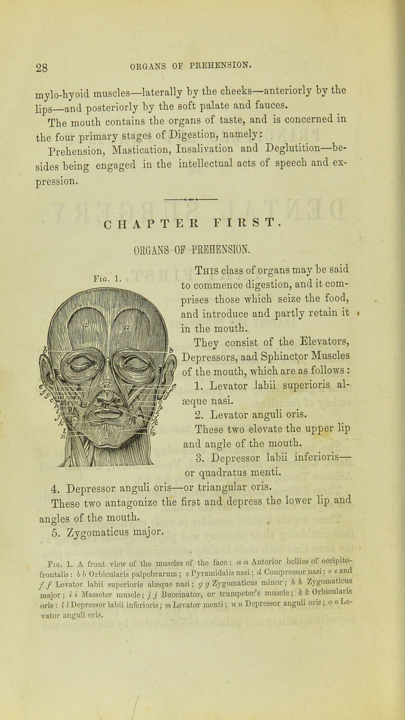 mylo-hyoid muscles—laterally by the cheeks—anteriorly by the Jlpg and posteriorly by the soft palate and fauces. The mouth contains the organs of taste^ and is concerned in the four primary stages of Digestion, namely: Prehension, Mastication, Insalivation and Deglutition—be- sides being engaged in the intellectual acts of speech and ex- pression. CHAPTER FIRST. ORGANS OF PREHENSION. This class of organs may be said to commence digestion, and it com- prises those Avhich seize the food, and introduce and partly retain it » in the mouth. They consist of the Elevators, Depressors, aad Sphinctor Muscles of the mouth, which are as follows: 1. Levator labii superioris al- seque nasi. 2. Levator anguli oris. These two elevate the upper lip and angle of the mouth. 3. Depressor labii inferioris— or quadratus menti. 4. Depressor anguli oris—or triangular oris. These two antagonize the first and depress the lower lip and angles of the mouth. 5. Zygomaticus major. Fig. 1. A front view of the muscles of the face : a a Anterior bellies of occipito- frontalis: hh Orbicularis palpebrarum; cPyramidalisnasi; d Compressor nasi; e eand f f Levator labii superioris ala3que nasi; g g Zj^gomaticus minor; li h Zygomaticus major; ii Masseter muscle; y'j Buccinator, or trumpeter’s muscle; /c/.• Orbicularis oris ; 11 Depressor labii inferioris; m Levator menti; n n Depressor anguli oris; o o Le- vator anguli oris.