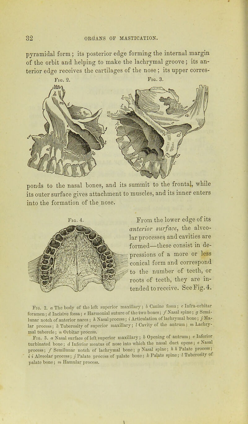 pyramidal form ; its posterior edge forming the internal margin of the orbit and helping to make the lachrymal groove; its an- terior edge receives the cartilages of the nose; its upper corres- Fig. 2. Fig. 3. ponds to the nasal bones, and its summit to the frontal, while its outer surface gives attachment to muscles, and its inner enters into the formation of the nose. Fig. 4. From the lower edge of its anterior surface, the alveo- lar processes and cavities are formed—these consist in de- pressions of a more or less conical form and correspond to the number of teeth, or roots of teeth, they are in- tended to receive. See Fig. 4. Pio. 2. a The body of the left superior maxillary ; 6 Canine fossa; c Infra-orbitar foramen; d Incisive fossa; e Hannonial suture ot the two bones; / Nasal .spine; g Semi- lunar notch of anterior nares ; h Nasal process; i Articulation of lachrymal bone; j Ma- lar process; k Tuberosity of superior maxillary; I Cavit}' of the antrum; m Lachry- mal tubercle; n Orbitar process. PiQ. 3. a Nasal surface of left superior maxillary; t Opening of antrum; c Inferior turbinated bone; Inferior meatus of nose into which the nasal duct opens; els asal process; / Semilunar notch of lachrymal bone; jr Nasal spine; 7i Palate process; i i Alveolar process; j Palate process of palate bone; k Palate spine; I Tuberosity of palate bone; m Ilamular process. I