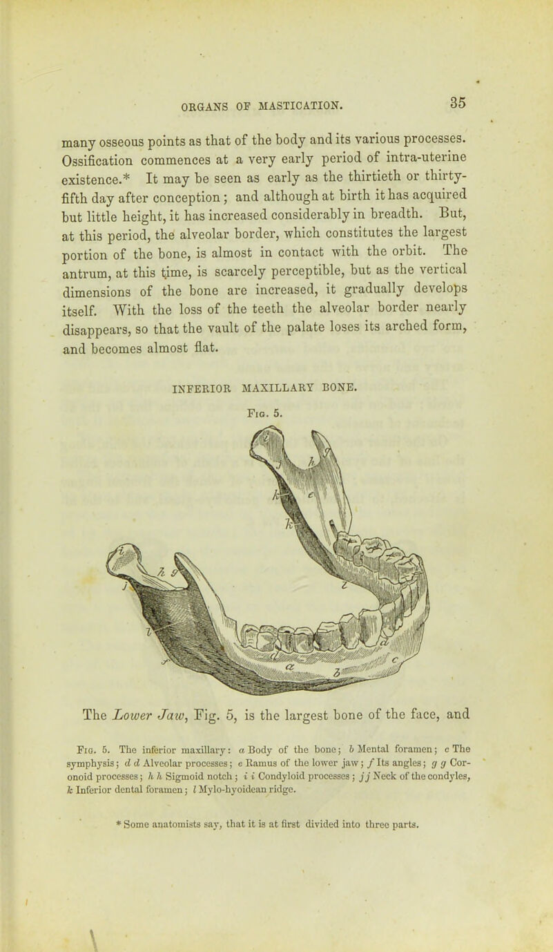 many osseous points as that of the body and its various processes. Ossification commences at a very early period of intra-uterine existence.* It may he seen as early as the thirtieth or thirty- fifth day after conception ; and although at birth it has acquired but little height, it has increased considerably in breadth. But, at this period, the alveolar border, -which constitutes the largest portion of the bone, is almost in contact with the orbit. The antrum, at this time, is scarcely perceptible, but as the vertical dimensions of the bone are increased, it gradually develops itself. With the loss of the teeth the alveolar border nearly disappears, so that the vault of the palate loses its arched form, and becomes almost flat. INFERIOR MAXILLARY BONE. Fig. 5. The Lower Jaw, Fig. 5, is the largest bone of the face, and Fio. 5. The inferior maxillary: a Body of the bone; h Mental foramen; c The symphysis; d d Alveolar processes; c Ramus of the lower jaw; / Its angles; g g Cor- onoid processes; h h Sigmoid notch; i i Condyloid processes; jj Neck of the condyles, k Inferior dental foramen; I Mylo-hyoidean ridge. * Some anatomists say, that it is at first divided into three parts.