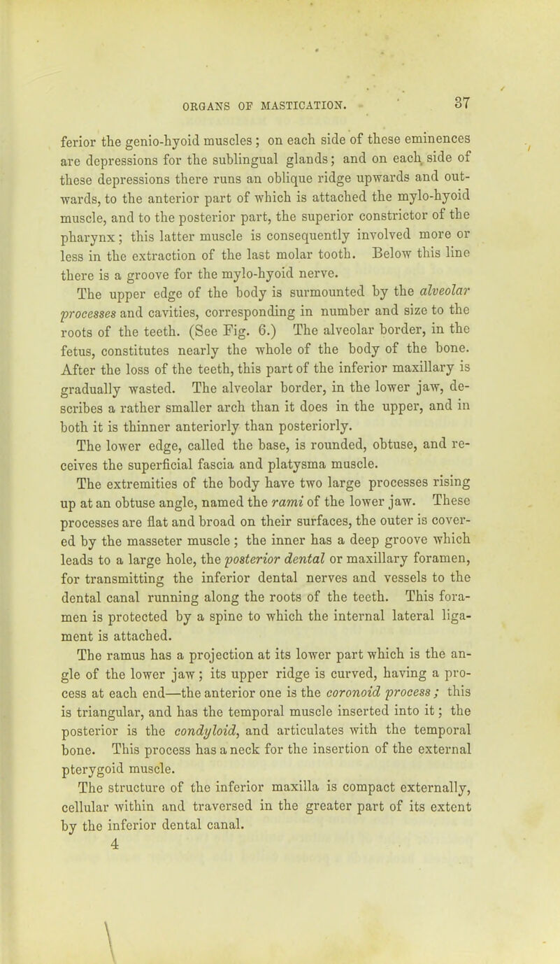 ferior the genio-hyoid muscles; on each side of these eminences are depressions for the sublingual glands; and on each side of these depressions there runs an oblique ridge upwards and out- wards, to the anterior part of which is attached the mylo-hyoid muscle, and to the posterior part, the superior constrictor of the pharynx; this latter muscle is consequently involved more or less in the extraction of the last molar tooth. Below this line there is a groove for the mylo-hyoid nerve. The upper edge of the body is surmounted by the alveolar processes and cavities, corresponding in number and size to the roots of the teeth. (See Fig. 6.) The alveolar border, in the fetus, constitutes nearly the whole of the body of the bone. After the loss of the teeth, this part of the inferior maxillary is gradually wasted. The alveolar border, in the lower jaw, de- scribes a rather smaller arch than it does in the upper, and in both it is thinner anteriorly than posteriorly. The lower edge, called the base, is rounded, obtuse, and re- ceives the superficial fascia and platysma muscle. The extremities of the body have two large processes rising up at an obtuse angle, named the rami of the lower jaw. These processes are flat and broad on their surfaces, the outer is cover- ed by the masseter muscle; the inner has a deep groove which leads to a large hole, the posterior dental or maxillary foramen, for transmitting the inferior dental nerves and vessels to the dental canal running along the roots of the teeth. This fora- men is protected by a spine to which the internal lateral liga- ment is attached. The ramus has a projection at its lower part which is the an- gle of the lower jaw ; its upper ridge is curved, having a pro- cess at each end—the anterior one is the eoronoid process ; this is triangular, and has the temporal muscle inserted into it; the posterior is the condyloid, and articulates with the temporal bone. This process has a neck for the insertion of the external pterygoid muscle. The structure of the inferior maxilla is compact externally, cellular within and traversed in the greater part of its extent by the inferior dental canal. 4