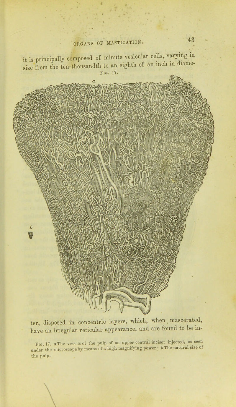 it is principally composed of minute vesicular cells, varying in size from the ten-thousandth to an eighth of an inch in diame- Fig. 17. ter, disposed in concentric layers, which, when mascerated, have an irregular reticular appearance, and are found to be in- Fiq. 17. a The vessels of the pulp of an upper central incisor injected, as seen under' the microscope by means of a high magnifying power ; h The natural size of the pulp.