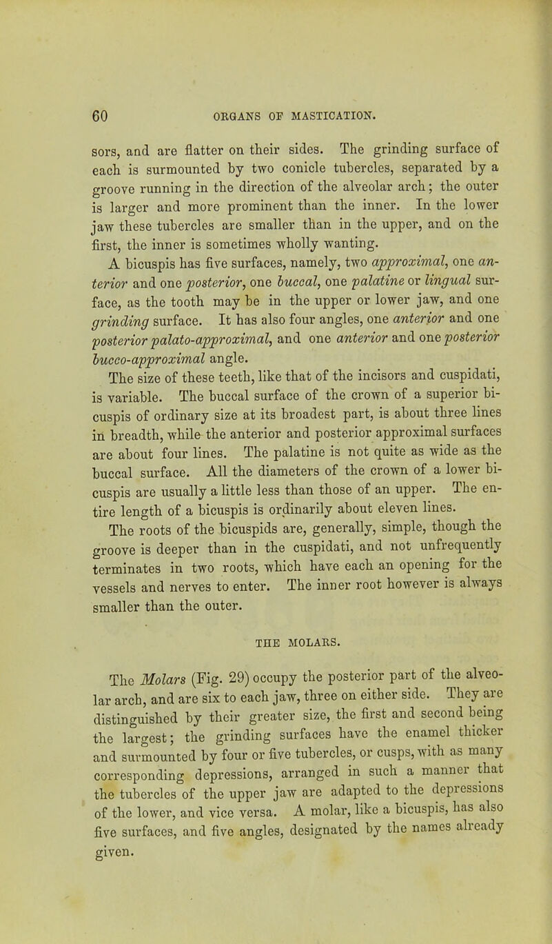 sors, and are flatter on their sides. The grinding surface of each is surmounted by two conicle tubercles, separated by a groove running in the direction of the alveolar arch; the outer is larger and more prominent than the inner. In the lower jaw these tubercles are smaller than in the upper, and on the first, the inner is sometimes wholly wanting. A bicuspis has five surfaces, namely, two approximal, one an- terior and one posterior, one huccal, one palatine or lingual sur- face, as the tooth may be in the upper or lower jaw, and one grinding surface. It has also four angles, one anterior and one posterior palato-approximal, and one anterior and one posterior hucco-approximal angle. The size of these teeth, like that of the incisors and cuspidati, is variable. The buccal surface of the crown of a superior bi- cuspis of ordinary size at its broadest part, is about three lines in breadth, while the anterior and posterior approximal surfaces are about four lines. The palatine is not quite as wide as the buccal surface. All the diameters of the crown of a lower bi- cuspis are usually a little less than those of an upper. The en- tire length of a bicuspis is ordinarily about eleven lines. The roots of the bicuspids are, generally, simple, though the groove is deeper than in the cuspidati, and not unfrequently terminates in two roots, which have each an opening for the vessels and nerves to enter. The inner root however is always smaller than the outer. THE MOLARS. The Molars (Fig. 29) occupy the posterior part of the alveo- lar arch, and are six to each jaw, three on either side. They are distinguished by their greater size, the first and second being the largest; the grinding surfaces have the enamel thicker and surmounted by four or five tubercles, or cusps, with as many corresponding depressions, arranged in such a manner that the tubercles of the upper jaw are adapted to the depressions of the lower, and vice versa. A molar, like a bicuspis, has also five surfaces, and five angles, designated by the names already given.