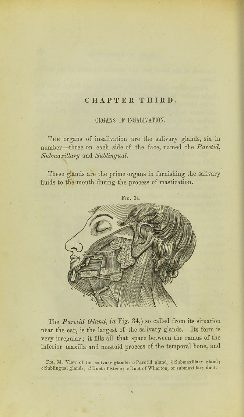 CHAPTER THIRD. ORGANS OP INSALIVATION. The organs of insalivation are the salivary glands, six in number—three on each side of the face, named the Parotid, Submaxillary and Sublingual. These glands are the prime organs in furnishing the salivary fluids to thn mouth during the process of mastication. Fig. 34, The Parotid Cfland, {a Fig. 34,) so called from its situation near the ear, is the largest of the salivary glands. Its form is very irregular; it Alls all that space between the ramus of the inferior maxilla and mastoid process of the temporal bone, and Fiq. 34. View of the salivary glands: a Parotid gland; t Submnxlllary gland; e Sublingual glands; d Duct of Steno; e Duct of Wharton, or submaxillary duct.