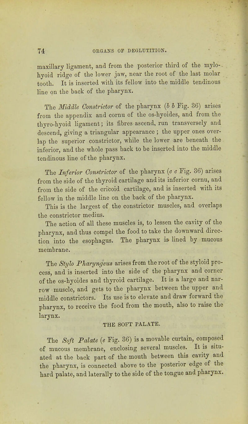 maxillary ligament, and from the posterior third of the mylo-. hyoid ridge of the lower jaw, near the root of the last molar tooth. It is inserted with its fellow into the middle tendinous line on the back of the pharynx. The Middle Constrictor of the pharynx (5 h Fig. 36) arises from the appendix and cornu of the os-hyoides, and from the thyro-hyoid ligament; its fibres ascend, run transversely and descend, giving a triangular appearance ; the upper ones over- lap the superior constrictor, while the lower are beneath the inferior, and the whole pass back to be inserted into the middle tendinous line of the pharynx. The Inferior Constrictor of the pharynx (c c Fig. 36) arises from the side of the thyroid cartilage and its inferior cornu, and from the side of the cricoid cartilage, and is inserted with its fellow in the middle line on the back of the pharynx. This is the largest of the constrictor muscles, and overlaps the constrictor medius. The action of all these muscles is, to lessen the cavity of the pharynx, and thus compel the food to take the downward direc- tion into the esophagus. The pharynx is- lined by mucous membrane. The Stylo Pharyngeus arises from the root of the styloid pro- cess, and is inserted into the side of the pharynx and corner of the os-hyoides and thyroid cartilage. It is a large and nar- row muscle, and gets to the pharynx between the upper and middle constrictors. Its use is to elevate and draw forward the pharynx, to receive the food from the mouth, also to raise the larynx. THE SOFT PALATE. The Soft Palate {e Fig. 36) is a movable curtain, composed of mucous membrane, enclosing several muscles. It is situ- ated at the hack part of the mouth between this cavity and the pharynx, is connected above to the posterior edge of the hard palate, and laterally to the side of the tongue and pharynx.