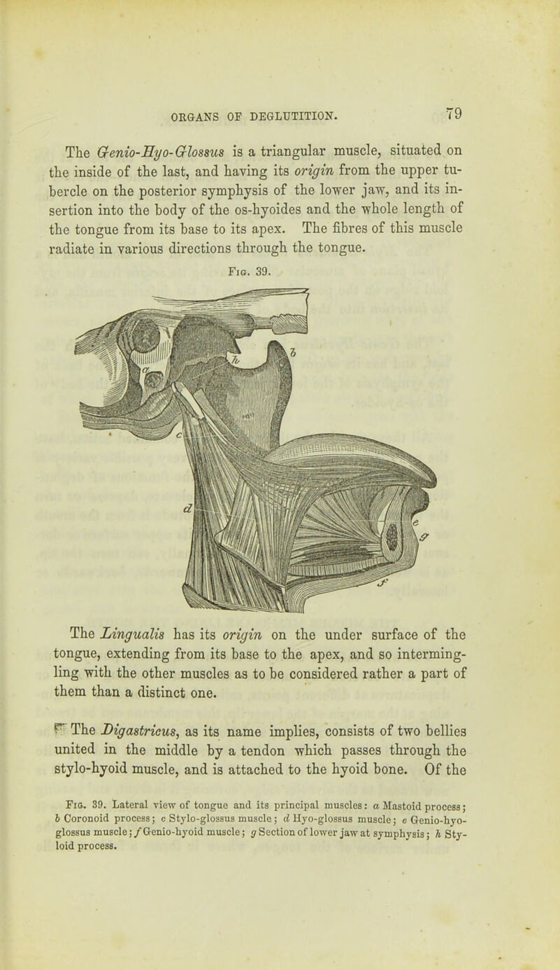 The Lingualis has its origin on the under surface of the tongue, extending from its base to the apex, and so interming- ling with the other muscles as to be considered rather a part of them than a distinct one. The Digastricus, as its name implies, consists of two bellies united in the middle by a tendon which passes through the stylo-hyoid muscle, and is attached to the hyoid bone. Of the Fio, 39. Lateral view of tongue and its principal muscles: a Mastoid process; b Coronoid process; c Stylo-glossus muscle; d Hyo-glossus muscle; e Genio-hyo- glossus muscle; /Genio-hyoid muscle; g Section of lower jaw at symphysis; h Sty- loid process. The Genio-Eyo-Glossus is a triangular muscle, situated on the inside of the last, and having its origin from the upper tu- bercle on the posterior symphysis of the lower jaw, and its in- sertion into the body of the os-hyoides and the whole length of the tongue from its base to its apex. The fibres of this muscle radiate in various directions through the tongue. Fig. 39.