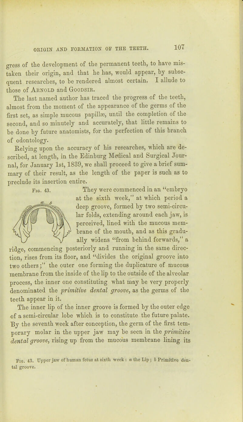 gross of the development of the permanent teeth, to have mis- taken their origin, and that he has, would appear, by subse- quent researches, to be rendered almost certain. I allude to those of Arnold and Goodsir. The last named author has traced the progress of the teeth, almost from the moment of the appearance of the germs of the first set, as simple mucous papillee, until the completion of the second, and so minutely and accurately, that little remains to be done by future anatomists, for the perfection of this branch of odontology. Relying upon the accuracy of his researches, which are de- scribed, at length, in the Edinburg Medical and Surgical Jour- nal, for January 1st, 1839, we shall proceed to give a brief sum- mary of their result, as the length of the paper is such as to nreclude its insertion entire. They were commenced in an “embryo at the sixth week,” at which period a deep groove, formed by two semi-circu- lar folds, extending around each jaw, is perceived, lined with the mucous mem- brane of the mouth, and as this gradu- ally widens “from behind forwards,” a ridge, commencing posteriorly and running in the same direc- tion, rises from its floor, and “divides the original groove into two others;” the outer one forming the duplicature of mucous membrane from the inside of the lip to the outside of the alveolar process, the inner one constituting what may he very properly denominated the primitive dental groove, as the germs of the teeth appear in it. The inner lip of the inner groove is formed by the outer edge of a semi-circular lobe which is to constitute the future palate. By the seventh week after conception, the germ of the first tem- porary molar in the upper jaw may he seen in the primitive dental groove, rising up from the mucous membrane lining its Fig. 43. Fig. 43. Upper jaw of human fetus at sixth week : a the Lip ; & Primitive den- tal groove.