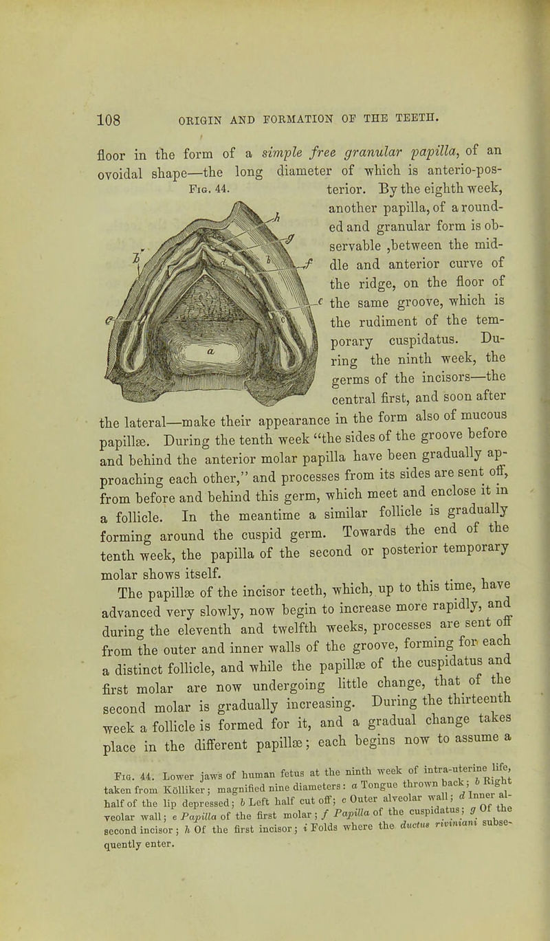 floor in fhe form of a simple free granular gapilla, of an ovoidal shape—the long diameter of -which is anterio-pos- Fig. 44. terior. By the eighth -week, another papilla, of a round- ed and granular form is oh- servahle ,between the mid- dle and anterior curve of the ridge, on the floor of the same groove, which is the rudiment of the tem- porary cuspidatus. Du- ring the ninth week, the germs of the incisors the central first, and soon after the lateral—make their appearance in the form also of mucous papillae. During the tenth week “the sides of the groove before and behind the anterior molar papilla have been gradually ap- proaching each other,” and processes from its sides are sent off, from before and behind this germ, which meet and enclose it in a follicle. In the meantime a similar follicle is gradually forming around the cuspid germ. Towards the end of the tenth week, the papilla of the second or posterior temporary molar shows itself. , . The papillae of the incisor teeth, which, up to this time, have advanced very slowly, now begin to increase more rapidly, and during the eleventh and twelfth weeks, processes are sent ofl from the outer and inner walls of the groove, forming for eac a distinct follicle, and while the papillae of the cuspidatus and first molar are now undergoing little change, that of the second molar is gradually increasing. During the thirteenth week a follicle is formed for it, and a gradual change takes place in the different papillae; each begins now to assume a Fig. 44. Lower jaws of human fetus at the ninth week of ’ taken from Kolliker; magnified nine diameters: a Tongue thrown back; 6 Right half of the lip depressed; i Left half cutoff; c Outer alveolar wall; ™ al- veolar wall; e Papilla of the first molar ; / Papilla of the cuspidatus, g second incisor; h Of the first incisor; i Folds where the ductue rivvnam subse- quently enter.
