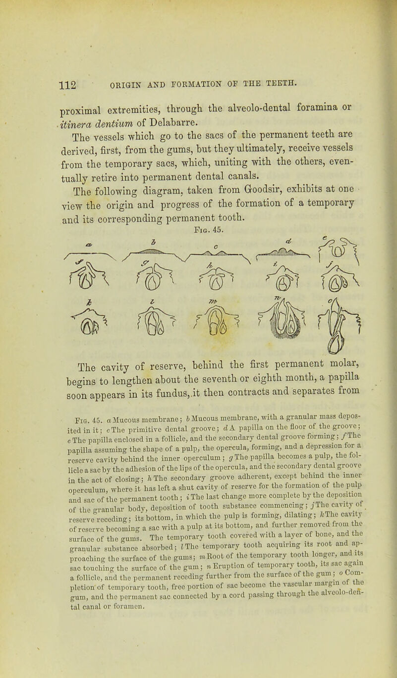 proximal extremities, through the alveolo-dental foramina or • itinera dentium of Delabarre. The vessels which go to the sacs of the permanent teeth are derived, first, from the gums, hut they ultimately, receive vessels from the temporary sacs, which, uniting with the others, even- tually retire into permanent dental canals. The following diagram, taken from Goodsir, exhibits at one view the origin and progress of the formation of a temporary and its corresponding permanent tooth. Fig. 45. The cavity of reserve, behind the first permanent molar, begins to lengthen about the seventh or eighth month, a papilla soon appears in its fundus,.it then contracts and separates from FiQ. 45. ti Mucous membrane; 6 Mucous membrane, with a granular mass depos- ited in it; c The primitive dental groove; d A papilla on the floor of the groove, c The papilla enclosed in a follicle, and the secondary dental groove forming; /The papilla assuming the shape of a pulp, the opercula, forming, and a depression for a reserve cavity behind the inner operculum; g The papilla becomes a pulp, the fol- licle a sac by the adhesion of the lips of the opercula, and the secondary dental groove in the act of closing; h The secondary groove adherent, except behind the inner operculum, where it has left a shut cavity of reserve for the formation of the pulp and sac of the permanent tooth; i The last change more complete by the deposition of the granular body, deposition of tooth substance commencing; j The cavity of reserve receding; its bottom, in which the pulp is forming, dilating; /.The cavi^ of reserve becoming a sac with a pulp at its bottom, and further removed from the surface of the gums. The temporary tooth covered with a layer of bone, and the granular substance absorbed; /The temporary tooth acquiring its root and ap- proaching the surface of the gums; mBoot of the temporary tooth longer, and Hs sac touching the surface of the gum; nEruption of temporal) toot , its sac ^ a follicle, and the permanent receding further from the surface of the gum; o Com- pletion of temporary tooth, free portion of sac become the vasculai margin o le gum, and the permanent sac connected by a cord passing through the a veo o cn tal canal or foramen.