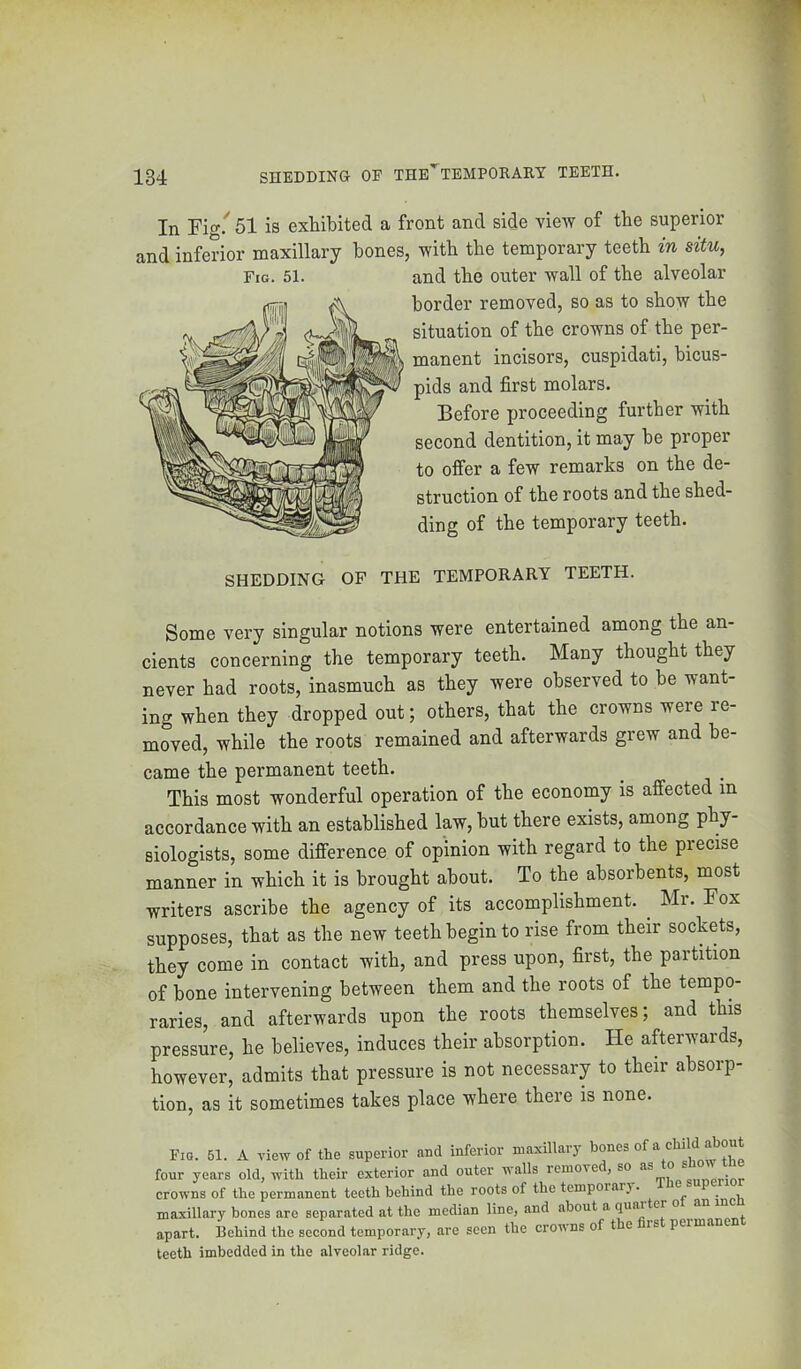 In Fio-i 51 is exhibited a front and side view of the superior and inferior maxillary hones, with the temporary teeth in situ, Fig. 51. and the outer wall of the alveolar border removed, so as to show the situation of the crowns of the per- manent incisors, cuspidati, bicus- pids and first molars. Before proceeding further with second dentition, it may he proper to ofTer a few remarks on the de- struction of the roots and the shed- ding of the temporary teeth. SHEDDING OF THE TEMPORARY TEETH. Some very singular notions were entertained among the an- cients concerning the temporary teeth. Many thought they never had roots, inasmuch as they were observed to he want- ing when they dropped out; others, that the crowns were re- moved, while the roots remained and afterwards grew and be- came the permanent teeth. This most wonderful operation of the economy is affected in accordance with an established law, but there exists, among phy- siologists, some difference of opinion with regard to the precise manner in which it is brought about. To the absorbents, most writers ascribe the agency of its accomplishment. ^ Mr. Fox supposes, that as the new teeth begin to rise from their sockets, they come in contact with, and press upon, first, the partition of hone intervening between them and the roots of the tempo- raries, and afterwards upon the roots themselves; and this pressure, he believes, induces their absorption. He afterwards, however, admits that pressure is not necessary to their absorp- tion, as it sometimes takes place where there is none. Fig. 51. A view of the superior and inferior maxillary four years old, with their exterior and outer walls remove , so ° . crowns of the permanent teeth behind the roots of the temporary, maxillary bones are separated at the median line, and about a ^ apart. Behind the second temporary, are seen the crowns of t e rs perman teeth imbedded in the alveolar ridge.