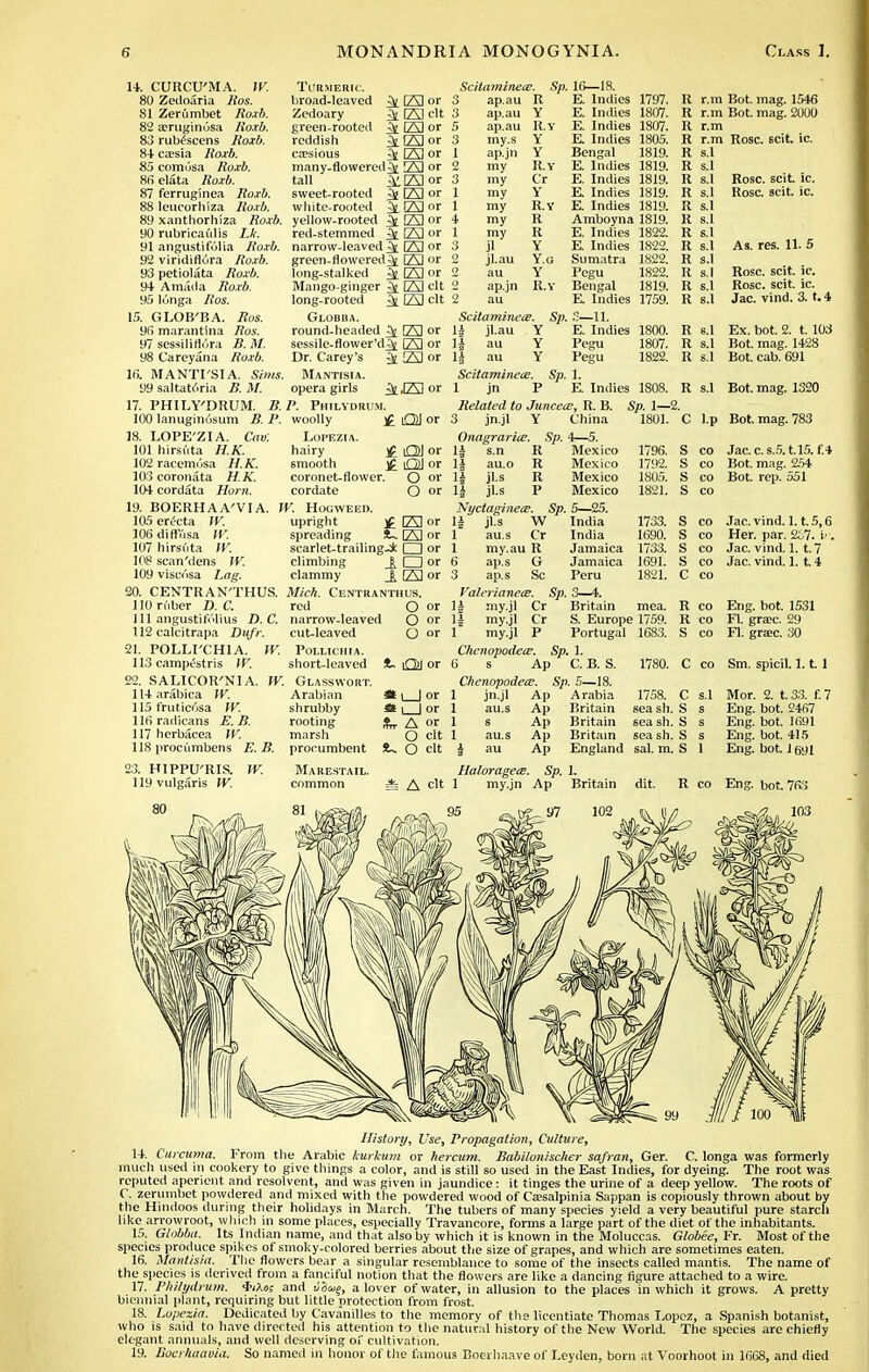 14. CUHCU'MA. W. 80 Zedoaria llos. 81 Zerumbet Roxb. 82 aeruginosa Roxb. 83 rubescens Roxb. 84 cassia Roxb. 85 comusa Roxb. 8fi elata Roxb. 87 ferruginea Roxb. ~\ leucorhiza Roxb. Turmeric. broad-leaved Zedoary green-rooted reddish ca?sious many-flowered^ 23 or tall jillZaor sweet-rooted ^ 23 or white-rooted jy 170 or ^23 or 170 clt jfr 170 or :&23or ^ 170 or 89 xanthorhiza Roxb. yellow-rooted ^[ 23 or yO rubricaulis I.k. 91 angustifolia Roxb. 92 viridiflora Roxb. 93 petiolata Roxb. 94 Amada Roxb. 95 ldnga 7ioi. 15. GLOB'BA. Ros. 9fi marantina Ros. 97 sessiliflura i?. M 98 Careyana Roxb. lfi. MANTI'SIA. Sims. 99 saltatoria 5. Jlf. red-stemmed ^ 23 or narrow-leaved 23 or green-flowered^ 23 or long-stalked ^ 23 or Mango-ginger ^ 23 tit long-rooted ^ 22 clt Globba. round-headed ^ 23 or sessile-flower'da^ 23 or Dr. Carey's ^ 23 or Mantisia. opera girls ^ J70 or Scitaminece. Sp. 16—18. 3 ap.au R E Indies 1797. 3 ap.au Y E. Indies 1807. 5 ap.au K.y E. Indies 1807. 3 my.s Y E Indies 1805. 1 ap.jn Y Bengal 1819. 2 my K.Y E Indies 1819. 3 my Cr E. Indies 1819. 1 my Y E Indies 1819. 1 my R.Y E Indies 1819. 4 my R Amboyna 1819. 1 my R E. Indies 1822. 3 jl Y E. Indies 1822. 2 jl.au Y.g Sumatra 1822. 2 au Y Pegu 1822. 2 ap.jn R.Y Bengal 1819. 2 au E Indies 1759. Scitaminece. Sp. S—11. If jl.au Y E. Indies 1800. If au Y Pegu If au Y Pegu Bot. mag. 1546 Bot. mag. 2000 R r.m R r.m R r.m R r.m Rose. scit. ic R s.I R s.l R s.l R s.l R s.l R s.l R s.l R s.l R s.l R s.l R s.l R s.l Rose, scit ic. Rose. scit. ic. As. res. 11. 5 Rose. scit. ic. Rose. scit. ic. Jac. vind. 3. t. 4 R s.l Ex. bot. 2. t. 103 1807. R s.l Bot. mag. 1428 1822. R s.l Bot. cab. 691 17. PHILY'DRUM. B. P. Philydrum. 100 lanuginosum B. P. woolly £ OJ or 18. LOPE'ZIA. CaV. 101 hirsuta H.K. 102 racemusa H.K. 103 coronata H.K. 104 cordata Horn. Lopezia. hairy ]£ iQ) or smooth £ iQ} or coronet-flower. O °r cordate O or 19. BOERHAA'VIA. W. Hogweed. 105 erecta IV. upright £ 23 or 106 diffusa IV. spreading S~ 23 or 107 hirsuta W. scarlet-trailing-* CD or 108 scan'dens IV. climbing O or 109 viscosa Lag. clammy _| 23 or 20. CENTRAN'THUS. Mich. Centranthus. 110 ruber D. C. red O or 111 angustitv.lius D. C. narrow-leaved O or Scitaminece. Sp. 1. 1 jn P E. Indies 1808 Related to Juncece, R. B. Sp. 1—5 3 jn.jl Y China 1801. Onagrariie, Sp. 4—5. 1J s.n R Mexico 1796. l| au.o R Mexico 1792. If jl.s R Mexico 1805. If jl.s P Mexico 1821. NyctaginetE. Sp. 5—25. If jl.s W India 1733. 1 au.s Cr India 1690. 1 my.au R Jamaica 1733. 6 ap.s G Jamaica 1691. 3 ap.s Sc Peru 1821. Valerianece. Sp. 3—4. If my.jl Cr Britain R s.l C l.p S co S co S co S co Bot, mag. 1320 Bot. mag. 783 Jac. c. s.5. t.15. f.4 Bot. mag. 254 Bot. rep. 551 S co S co S co S co C co 112 calcitrapa Dufr. 21. POLLI'CHIA. IV. 113 campestris IV. 22. SALICOR'NIA lUarabica W. 115 fruticosa W. 116radicans E.B. 117 hcrbacea IV. 118 prociimbens E.B. 23. HIPPU'RIS. W. 119 vulgaris W. cut-leaved Pollichia. short-leaved W. Glasswort. Arabian shrubby rooting marsh procumbent Marestail. common O or Cr P f rny.jl my.jl Chenopoclea?. Sp. 1. *» Ol or 6 s Ap C. B. S. Chenopodece. Sp. 5—18. 1 jn.jl Ap Arabia 1 au.s Ap Britain 1 s Ap Britain 1 au.s Ap Britain S. Europe 1759. Portugal 1683. R co R co S co Jac. vind. 1.1.5,6 Her. par. 2^7. v. Jac. vind. 1. t. 7 Jac. vind. 1. 14 Eng. bot. 1531 FL gra:c. 29 Fl. grac. 30 1780. C co Sm. spicil. 1.1. 1 «L_Jor <* l | or t A of O clt !U O clt S s S £ S £ Ap England sal. m. S 1 1758. sea sh. sea sh. sea sh. C s.l Mor. 2. t. 33. f. 7 Eng. bot. 2467 Eng. bot. 1691 Eng. bot. 415 Eng. bot. 1691 A clt Haloragece. Sp. 1. 1 my.jn Ap Britain dit. R co Eng. bot. 763 History, Use, Propagation, Culture, 14. Curcuma. From the Arabic leurkum or hercum. Babilonischer safran, Ger. C. longa was formerly much used in cookery to give things a color, and is still so used in the East Indies, for dyeing. The root was reputed aperient and resolvent, and was given in jaundice: it tinges the urine of a deep yellow. The roots of C. zerumbet powdered and mixed with the powdered wood of Ca?salpinia Sappan is copiously thrown about by the Hindoos during their holidays in March. The tubers of many species yield a very beautiful pure starch like arrowroot, which in some places, especially Travancore, forms a large part of the diet of the inhabitants. 15. Globba. Its Indian name, and that also by which it is known in the Moluccas. Globee, Fr. Most of the species produce spikes of smoky-colored berries about the size of grapes, and which are sometimes eaten. 16. Mantisia. The flowers bear a singular resemblance to some of the insects called mantis. The name of the species is derived from a fanciful notion that the flowers are like a dancing figure attached to a wire. 17. Philydrum. <biXo; and toaiq, a lover of water, in allusion to the places in which it grows. A pretty biennial plant, requiring but little protection from frost. 18. Lopezia. Dedicated by Cavanilles to the memory of the licentiate Thomas Lopez, a Spanish botanist, who is said to have directed his attention to the natural history of the New World. The species are chiefly elegant annuals, and well deserving of cultivation. 19. Bocrhaavia. So named in honor of the famous Boerhaave of Leyden, born at Voorhoot in 1668, and died