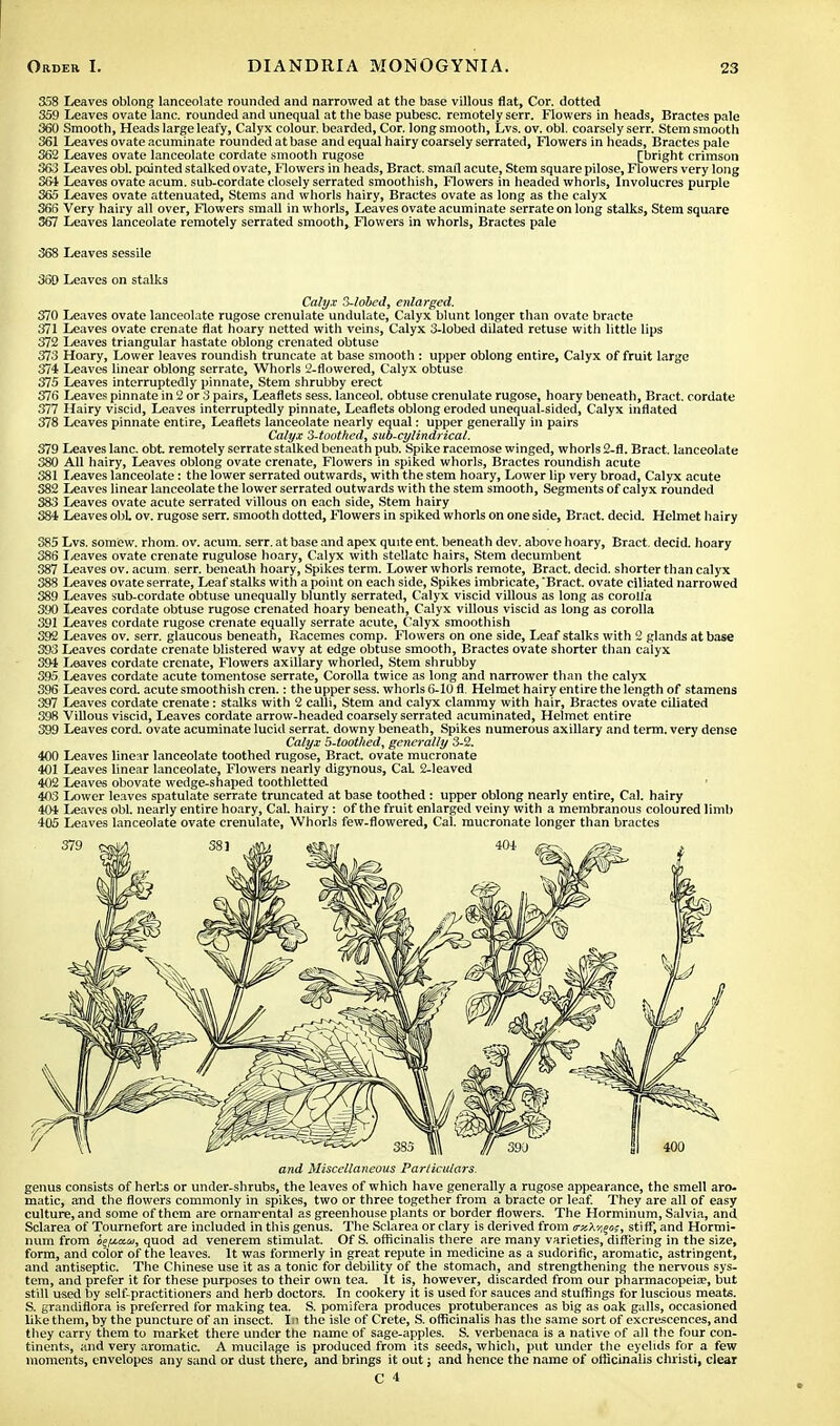 358 Leaves oblong lanceolate rounded and narrowed at the base villous flat, Cor. dotted 359 Leaves ovate lane, rounded and unequal at the base pubesc. remotely serr. Flowers in heads, Bractes pale 360 Smooth, Heads large leafy, Calyx colour, bearded, Cor. long smooth, Lvs. ov. obi. coarsely serr. Stem smootli 361 Leaves ovate acuminate rounded at base and equal hairy coarsely serrated, Flowers in heads, Bractes pale 362 Leaves ovate lanceolate cordate smooth rugose [bright crimson 363 Leaves obi. pointed stalked ovate, Flowers in heads, Bract, small acute, Stem square pilose, Flowers very long 361 Leaves ovate acum. sub-cordate closely serrated smoothish, Flowers in headed whorls, Involucres purple 365 Leaves ovate attenuated, Stems and whorls hairy, Bractes ovate as long as the calyx 366 Very hairy all over, Flowers small in whorls, Leaves ovate acuminate serrate on long stalks, Stem square 367 Leaves lanceolate remotely serrated smooth, Flowers in whorls, Bractes pale 368 Leaves sessile 369 Leaves on stalks Calyx 3-lobed, enlarged. 370 Leaves ovate lanceolate rugose crenulate undulate, Calyx blunt longer than ovate bracte 371 Leaves ovate crenate flat hoary netted with veins, Calyx 3-lobed dilated retuse with little lips 372 Leaves triangular hastate oblong crenated obtuse 373 Hoary, Lower leaves roundish truncate at base smooth : upper oblong entire, Calyx of fruit large 374 Leaves linear oblong serrate, Whorls 2-flowered, Calyx obtuse 375 Leaves interruptedly pinnate, Stem shrubby erect 376 Leaves pinnate in 2 or 3 pairs, Leaflets sess. lanceol. obtuse crenulate rugose, hoary beneath, Bract, cordate 377 Hairy viscid, Leaves interruptedly pinnate, Leaflets oblong eroded unequal-sided, Calyx inflated 378 Leaves pinnate entire, Leaflets lanceolate nearly equal: upper generally in pairs Calyx 3-tootfied, sub-cylindrical. 379 Leaves lane, obt remotely serrate stalked beneath pub. Spike racemose winged, whorls 2-fl. Bract, lanceolate 380 All hairy, Leaves oblong ovate crenate, Flowers in spiked whorls, Bractes roundish acute 381 I/eaves lanceolate: the lower serrated outwards, with the stem hoary, Lower lip very broad, Calyx acute 382 Leaves linear lanceolate the lower serrated outwards with the stem smooth, Segments of calyx rounded 383 Leaves ovate acute serrated villous on each side, Stem hairy 384 Leaves obL ov. rugose serr. smooth dotted, Flowers in spiked whorls on one side, Bract, decid. Helmet hairy 385 Lvs. somew. rhom. ov. acum. serr. at base and apex quite ent. beneath dev. above hoary, Bract, decid. hoary 386 I/eaves ovate crenate rugulose hoary, Calyx with stellate hairs, Stem decumbent 387 Leaves ov. acum. serr. beneath hoary, Spikes term. Lower whorls remote, Bract, decid. shorter than calyx 388 Leaves ovate serrate, Leaf stalks with a point on each side, Spikes imbricate, Bract, ovate ciliated narrowed 389 Leaves sub-cordate obtuse unequally bluntly serrated, Calyx viscid villous as long as corolla 390 Leaves cordate obtuse rugose crenated hoary beneath, Calyx villous viscid as long as corolla 391 Leaves cordate rugose crenate equally serrate acute, Calyx smoothish 392 Leaves ov. serr. glaucous beneath, Racemes comp. Flowers on one side, Leaf stalks with 2 glands at base 393 Leaves cordate crenate blistered wavy at edge obtuse smooth, Bractes ovate shorter than calyx 394 Leaves cordate crenate, Flowers axillary whorled, Stem shrubby 395 Leaves cordate acute tomentose serrate, Corolla twice as long and narrower than the calyx 396 Leaves cord, acute smoothish cren.: the upper sess. whorls 6-10 fl. Helmet hairy entire the length of stamens 397 Leaves cordate crenate: stalks with 2 calli, Stem and calyx clammy with hair, Bractes ovate ciliated 398 Villous viscid, Leaves cordate arrow-headed coarsely serrated acuminated, Helmet entire 399 Leaves cord, ovate acuminate lucid serrat. downy beneath, Spikes numerous axillary and term, very dense Calyx 5-tootlied, generally 3-2. 400 Leaves linear lanceolate toothed rugose, Bract, ovate mucronate 401 Leaves linear lanceolate, Flowers nearly digynous, CaL 2-leaved 402 Leaves obovate wedge-shaped toothletted 1 403 Lower leaves spatulate serrate truncated at base toothed : upper oblong nearly entire, Cal. hairy 404 Leaves obi. nearly entire hoary, Cal. hairy : of the fruit enlarged veiny with a membranous coloured limb 405 Leaves lanceolate ovate crenulate, Whorls few-flowered, Cal. mucronate longer than bractes and Miscellaneous Particulars. genus consists of herbs or under-shrubs, the leaves of which have generally a rugose appearance, the smell aro- matic, and the flowers commonly in spikes, two or three together from a bracte or leaf. They are all of easy culture, and some of them are ornamental as greenhouse plants or border flowers. The Horminum, Salvia, and Sclarea of Tournefbrt are included in this genus. The Sclarea or clary is derived from <rxXy,^n;, stiff, and Hormi- num from oepctcti, quod ad venerem stimulat. Of S. officinalis there are many varieties, differing in the size, form, and color of the leaves. It was formerly in great repute in medicine as a sudorific, aromatic, astringent, and antiseptic. The Chinese use it as a tonic for debility of the stomach, and strengthening the nervous sys- tem, and prefer it for these purposes to their own tea. It is, however, discarded from our pharmacopeia?, but still used by self-practitioners and herb doctors. In cookery it is used for sauces and stuffings for luscious meats. S. grandiflora is preferred for making tea. S. pomifera produces protuberances as big as oak galls, occasioned like them, by the puncture of an insect. In the isle of Crete, S. officinalis has the same sort of excrescences, and they carry them to market there under the name of sage-apples. S. verbenaca is a native of all the four con- tinents, and very aromatic. A mucilage is produced from its seeds, which, put under the eyelids for a few moments, envelopes any sand or dust there, and brings it out; and hence the name of officinalis christi, clear