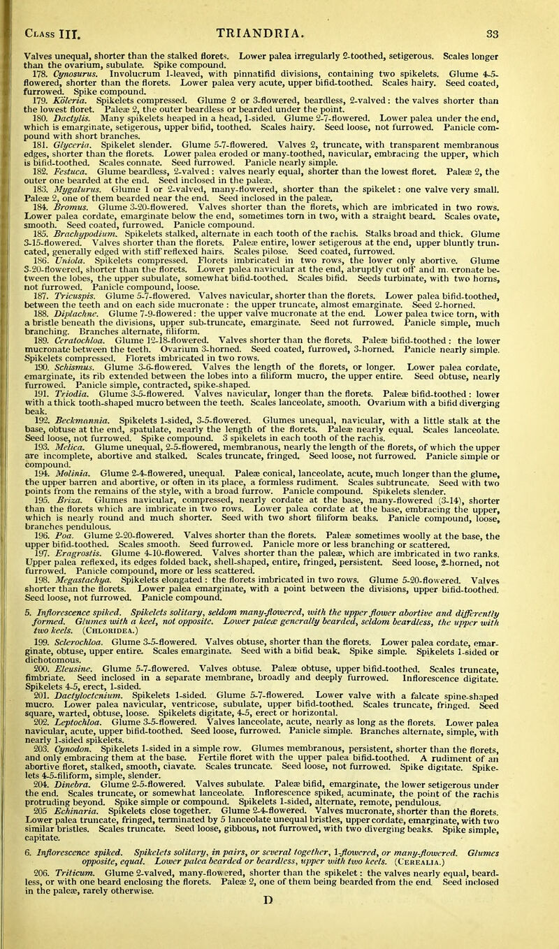 Valves unequal, shorter than the stalked floret*;. Lower palea irregularly 2-toothed, setigerous. Scales longer than the ovarium, subulate. Spike compound. 178. Cynosurus. Involucrum 1-leaved, with pinnatifid divisions, containing two spikelets. Glume 4-5- flowered, shorter than the florets. Lower palea very acute, upper bifid-toothed. Scales hairy. Seed coated, furrowed. Spike compound. 179. Koleria. Spikelets compressed. Glume 2 or 3-flowered, beardless, 2-valved: the valves shorter than the lowest floret. Palea; 2, the outer beardless or bearded under the point. 180. Dactylis. Many spikelets heaped in a head, 1-sided. Glume 2-7-flowered. Lower palea under the end, which is emarginate, setigerous, upper bifid, toothed. Scales hairy. Seed loose, not furrowed. Panicle com- pound with short branches. 181. Glycerin. Spikelet slender. Glume 5-7-flowered. Valves 2, truncate, with transparent membranous edges, shorter than the florets. Lower palea eroded or many-toothed, navicular, embracing the upper, which is bifid-toothed. Scales connate. Seed furrowed. Panicle nearly simple. 182. Festuca. Glume beardless, 2-valved: valves nearly equal, shorter than the lowest floret. Palea? 2, the outer one bearded at the end. Seed inclosed in the palea?. 183. Mygalurus. Glume 1 or 2-valved, many-flowered, shorter than the spikelet: one valve very small. Palea; 2, one of them bearded near the end. Seed inclosed in the palea?. 184. Bromus. Glume 3-20-flowered. Valves shorter than the florets, which are imbricated in two rows. Lower palea cordate, emarginate below the end, sometimes torn in two, with a straight beard. Scales ovate, smooth. Seed coated, furrowed. Panicle compound. 185. Brachypodium. Spikelets stalked, alternate in each tooth of the rachis. Stalks broad and thick. Glume 3-15-flowered. Valves shorter than the florets. Palea? entire, lower setigerous at the end, upper bluntly trun. cated, generally edged with stiff reflexed hairs. Scales pilose. Seed coated, furrowed. 186. Uniola. Spikelets compressed. Florets imbricated in two rows, the lower only abortive. Glume S-20-flowered, shorter than the florets. Lower palea navicular at the end, abruptly cut off' and m. cronate be- tween the lobes, the upper subulate, somewhat bifid-toothed. Scales bifid. Seeds turbinate, with two horns, not furrowed. Panicle compound, loose. 187. Tricuspis. Glume 5-7-flowered. Valves navicular, shorter than the florets. Lower palea bifid-toothed, between the teeth and on each side mucronate : the upper truncate, almost emarginate. Seed 2-horned. 188. Diplachne. Glume 7-9-flowered: the upper valve mucronate at the end. Lower palea twice torn, with a bristle beneath the divisions, upper sub-truncate, emarginate. Seed not furrowed. Panicle simple, much branching. Branches alternate, filiform. 189. Ceratochloa. Glume 12-18-rlowered. Valves shorter than the florets. Palea? bifid-toothed : the lower mucronate between the teeth. Ovarium 3-horned. Seed coated, furrowed, 3-horned. Panicle nearly simple. Spikelets compressed. Florets imbricated in two rows. ISO. Schismus. Glume 3-6-flowered. Valves the length of the florets, or longer. Lower palea cordate, emarginate, its rib extended between the lobes into a filiform mucro, the upper entire. Seed obtuse, nearly furrowed. Panicle simple, contracted, spike-shaped. 191. Triodia. Glume 3-5-flowered. Valves navicular, longer than the florets. Palea? bifid-toothed : lower with a thick tooth-shaped mucro between the teeth. Scales lanceolate, smooth. Ovarium with a bifid diverging beak. 192. Beckmannia. Spikelets 1-sided, 3-5-flowered. Glumes unequal, navicular, with a little stalk at the base, obtuse at the end, spatulate, nearly the length of the florets. Palea? nearly equal. Scales lanceolate. Seed loose, not furrowed. Spike compound. 3 spikelets in each tooth of the rachis. 193. Melica. Glume unequal, 2-5-flowered, membranous, nearly the length of the florets, of which the upper are incomplete, abortive and stalked. Scales truncate, fringed. Seed loose, not furrowed. Panicle simple or compound. 194. Molinia. Glume 2-4-flowered, unequal. Palea? conical, lanceolate, acute, much longer than the glume, the upper barren and abortive, or often in its place, a formless rudiment. Scales subtruncate. Seed with two points from the remains of the style, with a broad furrow. Panicle compound. Spikelets slender. 195. Briza. Glumes navicular, compressed, nearly cordate at the base, many-flowered (3-14), shorter than the florets which are imbricate in two rows. Lower palea cordate at the base, embracing the upper, which is nearly round and much shorter. Seed with two short filiform beaks. Panicle compound, loose, branches pendulous. 196. Poa. Glume 2-20-flowered. Valves shorter than the florets. Palea? sometimes woolly at the base, the upper bifid-toothed. Scales smooth. Seed furrowed. Panicle more or less branching or scattered. 197. Eragrostis. Glume 4-10-flowered. Valves shorter than the palea?, which are imbricated in two ranks. Upper palea reflexed, its edges folded back, shell-shaped, entire, fringed, persistent. Seed loose, 2-horned, not furrowed. Panicle compound, more or less scattered. 198. Megastachya. Spikelets elongated : the florets imbricated in two rows. Glume 5-20-flowered. Valves shorter than the florets. Lower palea emarginate, with a point between the divisions, upper bifid-toothed. Seed loose, not furrowed. Panicle compound. 5. Inflorescence spiked. Spikelets solitary, seldom many-flowered, with the upper flower abortive and differently formed. Glumes with a keel, not opposite. Lower palea; generally bearded, seldom beardless, the upper with two keels. (Chloridea.) 199. Sclerochloa. Glume 3-5-flowered. Valves obtuse, shorter than the florets. Lower palea cordate, emar- ginate, obtuse, upper entire. Scales emarginate. Seed with a bifid beak. Spike simple. Spikelets 1-sided or dichotomous. 200. Eleusine. Glume 5-7-flowered. Valves obtuse. Palea? obtuse, upper bifid-toothed. Scales truncate, fimbriate. Seed inclosed in a separate membrane, broadly and deeply furrowed. Inflorescence digitate. Spikelets 4-5, erect, 1-sided. 201. Dactyloctenium. Spikelets 1-sided. Glume 5-7-flowered. Lower valve with a falcate spine-shaped mucro. Lower palea navicular, ventricose, subulate, upper bifid-toothed. Scales truncate, fringed. Seed square, warted, obtuse, loose. Spikelets digitate, 4-5, erect or horizontal. 202. Leptochloa. Glume 3-5-flowered. Valves lanceolate, acute, nearly as long as the florets. Lower palea navicular, acute, upper bifid-toothed. Seed loose, furrowed. Panicle simple. Branches alternate, simple, with nearly 1-sided spikelets. 203. Cynodon. Spikelets 1-sided in a simple row. Glumes membranous, persistent, shorter than the florets, and only embracing them at the base. Fertile floret with the upper palea bifid-toothed. A rudiment of an abortive floret, stalked, smooth, ciavate. Scales truncate. Seed loose, not furrowed. Spike digitate. Spike- lets 4-5-filiform, simple, slender. 204. Dinebra. Glume 2-5-flowered. Valves subulate. Palea? bifid, emarginate, the lower setigerous under the end. Scales truncate, or somewhat lanceolate. Inflorescence spiked, acuminate, the point of the rachis protruding beyond. Spike simple or compound. Spikelets 1-sided, alternate, remote, pendulous. 205 Echinaria. Spikelets close together. Glume 2-4-flowered. Valves mucronate, shorter than the florets. Lower palea truncate, fringed, terminated by 5 lanceolate unequal bristles, upper cordate, emarginate, with two similar bristles. Scales truncate. Seed loose, gibbous, not furrowed, with two diverging beaks. Spike simple, capitate. 6. Inflorescence spiked. Spikelets solitary, in pairs, or several together, \-flowcred, or many-flowered. Glumes opposite, equal. Lower palea bearded or beardless, upper with two keels. (Cerealia.) 206. Triticum. Glume 2-valved, many-flowered, shorter than the spikelet: the valves nearly equal, beard- less, or with one beard enclosing the florets. Palea? 2, one of them being bearded from the end Seed inclosed in the palea?, rarely otherwise. D