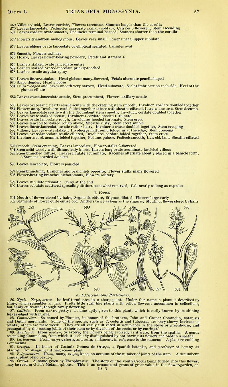 569 Villous viscid, Leaves cordate, Flowers racemose, Stamens longer than the corolla 570 Leaves lanceolate, Peduncles aggregate axillary solitary, Calyxes 3-flowered, Stem ascending 571 Leaves cordate ovate smooth, Peduncles terminal heaped, Stamens shorter than the corolla 572 Flo%vers triandrous monogynous, Leaves very small: lower linear, upper subulate 573 Leaves oblong-ovate lanceolate or elliptical serrated, Capsules oval 574 Smooth, Flowers axillary 575 Hoary, Leaves flower-bearing powdery, Petals and stamens 4 576 Leaflets stalked ovate-lanceolate entire 577 Leaflets stalked ovate-lanceolate prickly-toothed 578 Leaflets sessile angular-spiny 579 Leaves linear-subulate, Head globose many-flowered, Petals alternate pencil-shaped 580 Scape slender, Head globose 581 Culm 2-edged and leaves smooth very narrow, Head subovate, Scales imbricate on each side, Keel of the glumes ciliate 582 Leaves ovate-lanceolate sessile, Stem procumbent, Flowers axillary sessile 583 Leaves ovate-Ianc. nearly sessile acute with the creeping stem smooth, Involucr. cordate doubled together 584 Flowers uneq. Involucres cord, folded together at base with sheaths ciliated, Leaves lane. sess. Stem decumb. 585 Leaves lanceolate sessile with the decumbent stem smooth, Involucr. cordate doubled together 586 Leaves ovate stalked obtuse, Involucres cordate hooded turbinate 587 Leaves ovate-lanceolate rough, Involucres hooded turbinate, Stem erect 588 Leaves lanceolate stalked rough above, Sheaths rusty, Stem erect simple 589 Leaves linear-lanceolate sessile rather hairy, Involucres ovate doubled together, Stem creeping 590 Villous, Leaves ovate stalked, Involucres half round folded in at the edge, Stem creeping 591 Leaves ovate-lanceolate sessile ciliated, Involucres cordate folded together, Stem erect 592 Involucres cord, acumin. folded together, Pedunc. pubesc. Pedicels smooth, Lvs. obL lane. Sheaths ciliated 593 Smooth, Stem creeping, Leaves lanceolate, Flower-stalks 2-flowered 594 Stem solid woody with distant leafy knots, Leaves long ovate acuminate fascicled villous 595 Stem branched diffuse, Leaves ligulate acuminate, Racemes alternate about 7 placed in a panicle form, 3 Stamens bearded 3-naked 596 Leaves lanceolate, Flowers panicled 597 Stem branching, Branches and branchlets opposite, Flower-stalks many-flowered 598 Flower-bearing branches dichotomous, Flowers solitary 599 Leaves subulate prismatic, Spiny at the end 600 Leaves subulate scattered spreading distinct somewhat recurved, CaL nearly as long as capsules 1. Vernal. 601 Mouth of flower closed by hairs, Segments obtuse, Stigmas dilated, Flowers large early 602 Segments of flower quite entire obt. Anthers twice as long as the stigmas, Mouth of flower closed by hairs and Miscellaneous Particulars. 86. Xyris. Xi^oj, acute. Its leaf terminates in a sharp point. Under this name a plant is described by Pliny, which resembles an iris. Pretty little rush-like plants with yellow flowers; uncommon in collections, but easily cultivated, though rarely flowering. 87. Callisia. From xaXos, pretty; a name aptly given to this plant, which is easily known by its shining leaves edged with purple. 88. Commelina. So named by Plumier, in honor of the brothers, John and Gaspar Commelin, botanists and Dutch merchants. Some of the species, such as C. ccelestis and tuberosa, are very showy herbaceous plants ; others are mere weeds. They are all easily cultivated in wet places in the stove or greenhouse, and propagated by the rooting joints of their stem or by division of the roots, or by cuttings, 89. Aneilema. From ccvuXta, to evolve, the flowers being evolved, as it were, from the spatha. A genus, resembling Commelina, from which it is chiefly distinguished by not having its flowers enclosed in a spatha. 90. Cartonema. From xoc^Tog, shorn, and mium, a filament, in reference to the stamens. A plant resembling Commelina. 91. Ortegia. In honor of Casimir Gomez de Ortega, a Spanish botanist, and professor of botany at Madrid. An insignificant herbaceous plant. 92. Polycnemum. XloXvs, many, xtyftvii knee, on account of the number of joints of the stem. A decumbent annual plant of no beauty. 93. Crocus. A name given by Theophrastus. The story of the youth Crocus being turned into this flower, may be read in Ovid's Metamorphoses. This is an ornamental genus of great value in the flower-garden, on D 3