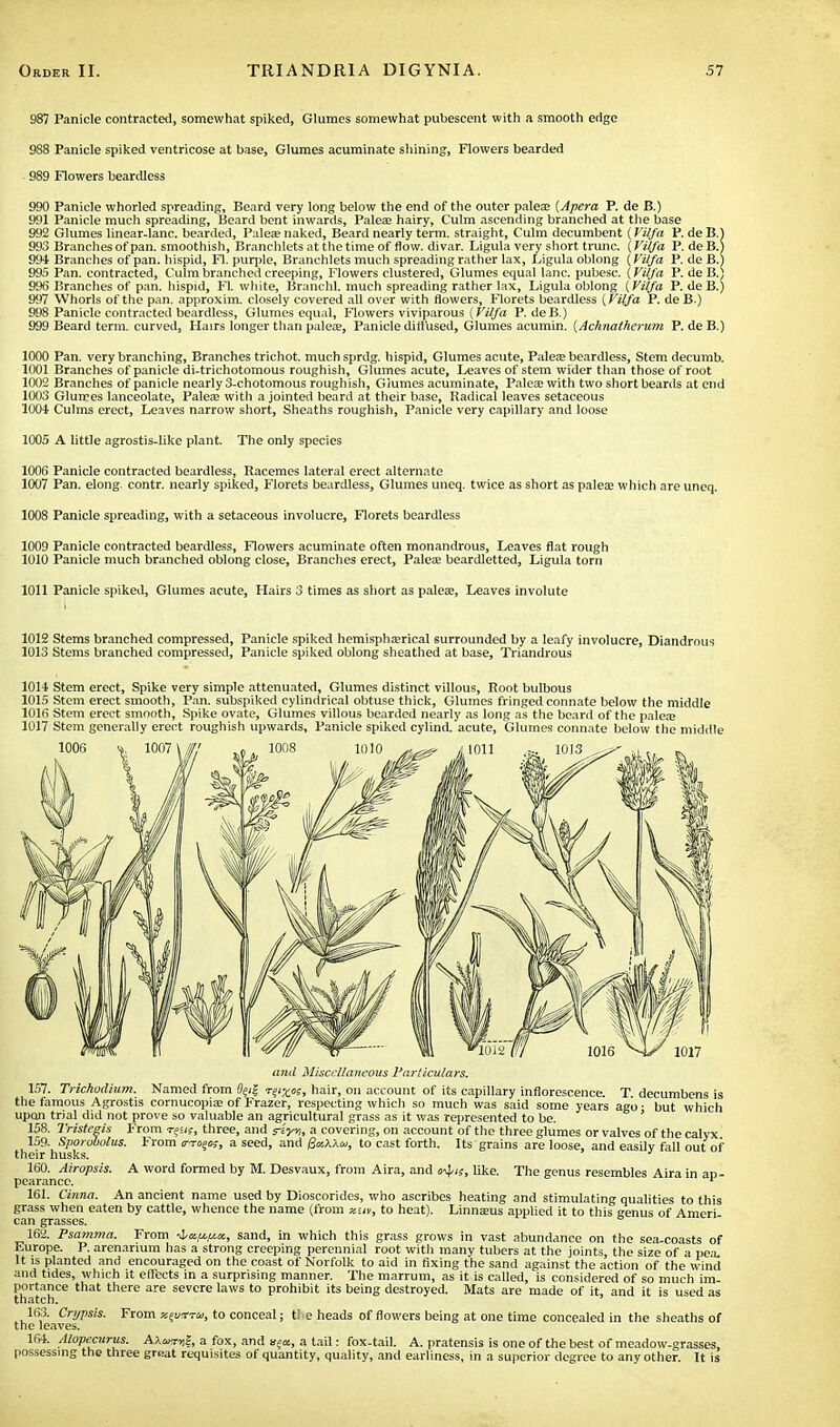 987 Panicle contracted, somewhat spiked, Glumes somewhat pubescent with a smooth edge 988 Panicle spiked ventricose at base, Glumes acuminate shining, Flowers bearded 989 Flowers beardless 990 Panicle whorled spreading, Beard very long below the end of the outer pales (Apera P. de B.) 991 Panicle much spreading, Beard bent inwards, Pales hairy, Culm ascending branched at the base 992 Glumes linear-lanc. bearded, Paleee naked, Beard nearly term, straight, Culm decumbent (Vilfa P. de B.) 993 Branches of pan. smoothish, Branchlets at the time of flow, divar. Ligula very short trunc. (Vilfa P. de B.) 994 Branches of pan. hispid, Fl. purple, Branchlets much spreading rather lax, Ligula oblong (Vilfa P. de B.) 995 Pan. contracted, Culm branched creeping, Flowers clustered, Glumes equal lane, pubesc. (Vilfa P. de B.) 996 Branches of pan. hispid, Fl. white, Branchl. much spreading rather lax, Ligula oblong (.Vilfa P. de B.) 997 Whorls of the pan. approxim. closely covered all over with flowers, Florets beardless (Vilfa P. de B.) 998 Panicle contracted beardless, Glumes equal, Flowers viviparous (Vilfa P. deB.) 999 Beard term, curved, Hairs longer than palea;, Panicle diffused, Glumes acumin. (Achnatherum P. de B.) 1000 Pan. very branching, Branches trichot. much sprdg. hispid, Glumes acute, Palea; beardless, Stem decumb. 1001 Branches of panicle di-trichotomous roughish, Glumes acute, Leaves of stem wider than those of root 1002 Branches of panicle nearly 3-chotomous roughish, Glumes acuminate, Palea? with two short beards at end 1003 Glumes lanceolate, Palea? with a jointed beard at their base, Radical leaves setaceous 1004 Culms erect, Leaves narrow short, Sheaths roughish, Panicle very capillary and loose 1005 A little agrostis-like plant. The only species 1006 Panicle contracted beardless, Racemes lateral erect alternate 1007 Pan. elong contr. nearly spiked, Florets beardless, Glumes uneq. twice as short as palea; which are uneq. 1008 Panicle spreading, with a setaceous involucre, Florets beardless 1009 Panicle contracted beardless, Flowers acuminate often monandrous, Leaves flat rough 1010 Panicle much branched oblong close, Branches erect, Palea; beardletted, Ligula torn 1011 Panicle spiked, Glumes acute, Hairs 3 times as short as palea;, Leaves involute 1012 Stems branched compressed, Panicle spiked hemispherical surrounded by a leafy involucre, Diandrous 1013 Stems branched compressed, Panicle spiked oblong sheathed at base, Triandrous 1014 Stem erect, Spike very simple attenuated, Glumes distinct villous, Root bulbous 1015 Stem erect smooth, Pan. subspiked cylindrical obtuse thick, Glumes fringed connate below the middle 1016 Stem erect smooth, Spike ovate, Glumes villous bearded nearly as long as the beard of the palea; 1017 Stem generally erect roughish upwards. Panicle spiked cylind. acute, Glumes connate below the middle and Miscellaneous Particulars. 157. Trichodium, Named from t^xk, hair, on account of its capillary inflorescence. T decumbens is the famous Agrostis cornucopia; of Frazer, respecting which so much was said some years ago • but which upon trial did not prove so valuable an agricultural grass as it was represented to be. 158. Tristegis From t^.i;, three, and reVi, a covering, on account of the three glumes or valves of the calyx 159. Sporvbolus. From tr-rot>o;, a seed, and Qv.XXoi, to cast forth. Its grains are loose, and easilv fall out of their husks. * 160. Airopsis. A word formed by M. Desvaux, from Aira, and vfyis, like. The genus resembles Aira in ap- pearance. * 161. Cinna. An ancient name used by Dioscorides, who ascribes heating and stimulating qualities to this grass when eaten by cattle, whence the name (from xuy, to heat). Linnasus applied it to this genus of Ameri can grasses. 162. Psamma. From sand, in which this grass grows in vast abundance on the sea-coasts of Europe. P. arenarium has a strong creeping perennial root witli many tubers at the joints, the size of a pea It is planted and encouraged on the coast of Norfolk to aid in fixing the sand against the action of the wind and tides, which it effects in a surprising manner. The marrum, as it is called, is considered of so much im portance that there are severe laws to prohibit its being destroyed. Mats are made of it, and it is used as thatch. 163. Crypsis. From x^usrru, to conceal; tie heads of flowers being at one time concealed in the sheaths of the leaves. 164. Alopecurus. A\*mii, a fox, and x?x, a tail: fox-tail. A. pratensis is one of the best of meadow-grasses, possessing the three great requisites of quantity, quality, and earliness, in a superior degree to any other. It is