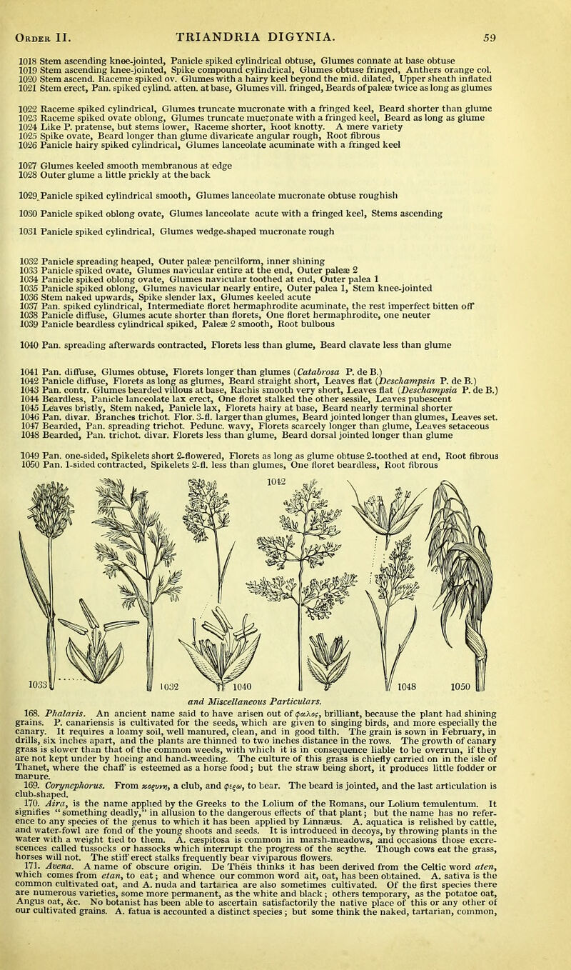 1018 Stem ascending knee-jointed, Panicle spiked cylindrical obtuse, Glumes connate at base obtuse 1019 Stem ascending knee-jointed, Spike compound cylindrical, Glumes obtuse fringed, Anthers orange col. 1020 Stem ascend. Raceme spiked ov. Glumes with a hairy keel beyond the mid. dilated, Upper sheath inflated 1021 Stem erect, Pan. spiked cylind. atten. at base, Glumes vill. fringed, Beards of paleae twice as long as glumes 1022 Raceme spiked cylindrical, Glumes truncate mucronate with a fringed keel, Beard shorter than glume 1023 Raceme spiked ovate oblong, Glumes truncate mucronate with a fringed keel, Beard as long as glume 1024 Like P. pratense, but stems lower, Raceme shorter, hoot knotty. A mere variety 1025 Spike ovate, Beard longer than glume divaricate angular rough, Root fibrous 1026 Panicle hairy spiked cylindrical, Glumes lanceolate acuminate with a fringed keel 1027 Glumes keeled smooth membranous at edge 1028 Outer glume a little prickly at the back 1029 Panicle spiked cylindrical smooth, Glumes lanceolate mucronate obtuse roughish 1030 Panicle spiked oblong ovate, Glumes lanceolate acute with a fringed keel, Stems ascending 1031 Panicle spiked cylindrical, Glumes wedge-shaped mucronate rough 1032 Panicle spreading heaped, Outer palese pencilform, inner shining 1033 Panicle spiked ovate, Glumes navicular entire at the end, Outer palea? 2 1034 Panicle spiked oblong ovate, Glumes navicular toothed at end, Outer palea 1 1035 Panicle spiked oblong, Glumes navicular nearly entire, Outer palea 1, Stem knee-jointed 1036 Stem naked upwards, Spike slender lax, Glumes keeled acute 1037 Pan. spiked cylindrical, Intermediate floret hermaphrodite acuminate, the rest imperfect bitten oft 1038 Panicle diffuse, Glumes acute shorter than florets, One floret hermaphrodite, one neuter 1039 Panicle beardless cylindrical spiked, Palea? 2 smooth, Root bulbous 1040 Pan. spreading afterwards contracted, Florets less than glume, Beard clavate less than glume 1041 Pan. diffuse, Glumes obtuse, Florets longer than glumes (Catabrosa P. de B.) 1042 Panicle diffuse, Florets as long as glumes, Beard straight short, Leaves flat (Deschampsia P. de B.) 1043 Pan. contr. Glumes bearded villous at base, Rachis smooth very short, Leaves flat (Deschampsia P. de B.) 1044 Beardless, Panicle lanceolate lax erect, One floret stalked the other sessile, Leaves pubescent 1045 Leaves bristly, Stem naked, Panicle lax, Florets hairy at base, Beard nearly terminal shorter 1046 Pan. divar. Branches trichot. Flor. 3-fl. larger than glumes, Beard jointed longer than glumes, Leaves set. 1047 Bearded, Pan. spreading trichot. Pedunc. wavy, Florets scarcely longer than glume, Leaves setaceous 1048 Bearded, Pan. trichot. divar. Florets less than glume, Beard dorsal jointed longer than glume 1049 Pan. one-sided, Spikelets short 2-flowered, Florets as long as glume obtuse 2-toothed at end, Root fibrous 1050 Pan. 1-sided contracted, Spikelets 2-fl. less than glumes, One floret beardless, Root fibrous and Miscellaneous Particulars. 168. Plialaris. An ancient name said to have arisen out of tpu.Xe>$, brilliant, because the plant had shining grains. P. canariensis is cultivated for the seeds, which are given to singing birds, and more especially the canary. It requires a loamy soil, well manured, clean, and in good tilth. The grain is sown in February, in drills, six inches apart, and the plants are thinned to two inches distance in the rows. The growth of canary grass is slower than that of the common weeds, with which it is in consequence liable to be overrun, if they are not kept under by hoeing and hand-weeding. The culture of this grass is chiefly carried on in the isle of Thanet, where the chaff is esteemed as a horse food; but the straw being short, it produces little fodder or manure. 169. Corynephorus, From xo^mij, a club, and to bear. The beard is jointed, and the last articulation is club-shaped. 170. Aira, is the name applied by the Greeks to the Lolium of the Romans, our Lolium temulentum. It signifies something deadly, in allusion to the dangerous effects of that plant; but the name has no refer- ence to any species of the genus to which it has been applied by Linnams. A. aquatica is relished by cattle, and water-fowl are fond of the young shoots and seeds. It is introduced in decoys, by throwing plants in the water with a weight tied to them. A. ceespitosa is common in marsh-meadows, and occasions those excre- scences called tussocks or hassocks which interrupt the progress of the scythe. Though cows eat the grass, horses will not. The stiff erect stalks frequently bear viviparous flowers. 171. Avena. A name of obscure origin. De Theis thinks it has been derived from the Celtic word aten, which comes from elan, to eat; and whence our common word ait, oat, has been obtained. A. sativa is the common cultivated oat, and A. nuda and tartarica are also sometimes cultivated. Of the first species there are numerous varieties, some more permanent, as the white and black; others temporary, as the potatoe oat, Angus oat, &c. No botanist has been able to ascertain satisfactorily the native place of this or any other of our cultivated grains. A. fatua is accounted a distinct species; but some think the naked, tartarian, common,