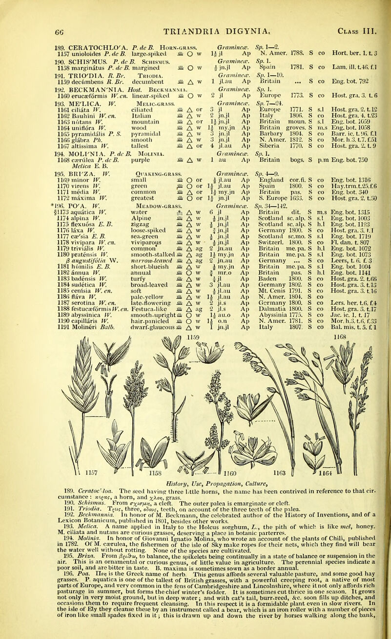 189. CERATOCHLO'A. P.cieB. Horn-grass. 1157 unioloides P.dcB. large-spiked Jllii O w 190. SCHIS'MUS. P.dcB. Schismus. 1158 marginatus P. de B. margined * O w 191. TRIO'DIA. R.Br. Triodia. 1159 decumbens R. Br. decumbent * A w 192. BECKMAN'NI A. Host. Beckuanma. HfiO eruca?formis W.en. linear-spiked * O w 193. ME'LICA. W. 1161 ciliata W. 1162 Bauhini VV.cn. 1163 nutans W. 1164unifl6ra W. Hfi5 pyramidalis P. S. llfifi glabra Ph. 1167 altissima W. 191. MOLI'NIA. P.dcB. 1168cacrulea P.dcB. Mclica E. B. 195. BRI'ZA. W. 1169 minor W. 1170 virens W. 1171 media IV. 1172 maxima W. *I96. PO'A. IV. §1173 aquatica IV. 1174alplna W. 1175 flexuosa E. B. 1176 laxa W. 1177 cassia E. B. 1178 vivipara IV.cn. 1179 trivialis W. 1180 pratensis IV. j3 angustijolia W. 1181 humilis E.B. 1182 annua W. 1183badensis W. 1184sudetica W. 1185 cenisia W. en. 1186flava W. 1187 serotina W. en. Melic-grass. ciliated * A or Italian mountain wood pyramidal smooth tallest MOLINIA. purple Ml A W * A or M A w M A w Jill A w A or jjlii A w Gramincce. ljjl Ap Graminece. i jn.jl Ap GraminetB. 1 jl.au Ap Gramincce. 2 jl Ap Graminece. 3 jl Ap 2 jn.jl Ap U jn.jl 1| my.jn 3 jn.jl 3 jn.jl i jl.au Gramincce. 1 au Ap Ap Ap Ap Ap Ap Sp. 1—2. N. Amer. 1788. S CO Hort. ber. 1.1.3 Sp. 1. Spain 1781. S CO Lam. ill. t,46. f.l Sp. 1 lo. s CO Viitr hot 792 Sp. 1. Europe 1773. s CO Host. gra. 3. t. 6 Syi). 7—24. Europe 1771. s S.1 Host. gra. 2.1.12 Italy 1806. s CO Host. gra. 4. t.23 Britain moun. g s.l Eng. bot. 1059 Britain groves. s m.s Eng. bot. 1058 Barbary 1804. s CO Barr. ic. t. 96. f.l N. Amer. 1812. s CO Mor.h.3.t7.f.5§ Siberia 1770. s CO Host. gra. 2. t. 9 Sp. 1. Britain bogs. s p.m Eng. bot. 750 Ql'A KING-GRASS. small Mi O or green Mi O °r common * A or greatest * O or Meadow-grass. water i A w Alpine M A w zigzag Mi A w loose-spiked Mi A w sea-green viviparous common* Mi A w Mi A w » A »E smooth-stalked* A ag narrow-leaved Mi A ag short-blueish Mi A w annual * O w turfy broad-leaved soft pale-yellow late-flowering * A w mil a w Mi A w * A w Mt A w * A ag 1188 festucaDformis'Ken. Festuca-like 1189 abyssinica W. smooth-upright mil O w 1190 capillaris IV. hair-panicled Mi O w 1191 Molineri Balb. dwarf-glaucous* A w Gramincce. | jl.au Ap 1| jl.au Ap li my.jn Ap li jn.jl Ap Gramincce. 6 jl Ap i jn.jl Ap f jn.jl 1 jnjl i jn-i' 2 jn.au 1£ my.jn 2~ jn.au | my.jn J mr.o 3 jl.au i jl.au li jl.au 2 ji.s 2 jl.s li au.o U o.n 1 jnjl Ap Ap Ap Ap Ap Ap Ap Ap Ap Ap Ap Ap Ap Ap Ap Ap Ap Ap Sp. 4—9. England cor.fi. Spain 1800. Britain pas. S. Europe 1633. Sp. 34—142. Britain dit. Scotland sc. alp. Scotland sc. alp. Germany 1800. Scotland sc.mo. Switzerl. 1800. Britain me. pa. Britain me. pa. Germany Britain me. pa. Britain pas. Baden 1800. Germany 1802. Mt. Cenis 1791. N. Amer. 1804. Germany 1800. Dalmatia 1800. Abyssinia 1775. N. Amer. 1781. Italy 1807 S co S co S co S co S m.s S s.l S h.l S co S s.l S co S h.l S s.l S co S s.l S S S S s s s s s s hi Eng. bot. 1316 Hay.trm.t.25.f.6 Eng. bot. 340 Host. gra. 2. t.30 Eng. bot. 1315 Eng. bot. 1003 Eng. bot. 1123 Host. gra. 3. t.l Eng. bot. 1719 FI. dan. t. 807 Eng. bot. 1072 Eng. bot. 1073 Leers, t. 6. f. 3 Eng. bot. 1004 Eng. bot. 1141 Host. gra. 2. t.6 Host. gra. 3. t.lj Host. gra. 3. t.l Lers. her. t.6. f. Host. gra. 3.1.1 Jac. ic. 1. 1.17 Mor. h.3. t.6. f., Bal. mis. t. 5. f. 11C8 History, Use, Propagation, Culture, 189. Ceratoc' loa. The seed having three little horns, the name has been contrived in reference to that cir- cumstance : x'.^a;, a horn, and xAou, grass. 190. Schismus. From crxtcrp-n, a cleft. The outer palea is emarginate or cleft. 191. Triodia. Tg£/s, three, oZovs, teeth, on account of the three teeth of the palea. 192. Beckmannia. In honor of M. Beckmann, the celebrated author of the History of Inventions, and of a Lexicon Botanicum, published in 1801, besides other works. 193. Mclica. A name applied in Italy to the Holcus sorghum, L., the pith of which is like mel, honey. M. ciliata and nutans are curious grasses, deserving a place in botanic parterres. 194. Molinia. In honor of Giovanni Ignatio Molina, who wrote an account of the plants of Chili, published in 1782. Of M. cajrulea, the fishermen of the isle of Sky make ropes for their nets, which they find will bear the water well without rotting. None of the species are cultivated. 195. Briza. From ^j(3-ar, to balance, the spikelets being continually in a state of balance or suspension in the air. This is an ornamental or curious genus, of little value in agriculture. The perennial species indicate a poor soil, and are bitter in taste. B. maxima is sometimes sown as a border annual. 196. Poa. Tlawi is the Greek name of herb. This genus affords several valuable pasture, and some good hay grasses. P. aquatica is one of the tallest of British grasses, with a powerful creeping root, a native of most parts of Europe, and very common in the fens of Cambridgeshire and Lincolnshire, where it not only affords rich pasturage in summer, but forms the chief winter's fodder. It is sometimes cut thrice in one season. It grows not only in very moist ground, but in deep water; and with cat's tail, burr-reed, &c. soon fills up ditches, and occasions them to require frequent cleansing. In this respect it is a formidable plant even in slow rivers. In the isle of Ely they cleanse these by an instrument called a bear, which is an iron roller with a number of pieces of iron like small spades fixed in it j this is drawn up and down the river by horses walking along the bank,