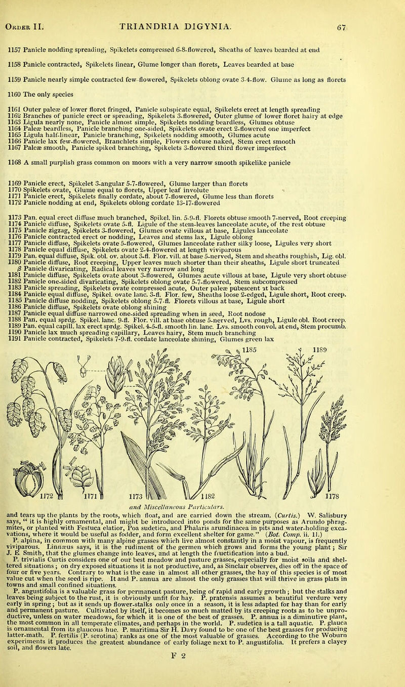 1157 Panicle nodding spreading, Spikelets compressed 6-8-flowered, Sheaths of leaves bearded at end 1158 Panicle contracted, Spikelets linear, Glume longer than florets, Leaves bearded at base 1159 Panicle nearly simple contracted few flowered, Spikelets oblong ovate 3-4-flow. Glume as long as florets 1160 The only species 1161 Outer palea? of lower floret fringed, Panicle subspicate equal, Spikelets erect at length spreading 1162 Branches of panicle erect or spreading, Spikelets 3-flowered, Outer glume of lower floret hairy at edge 1163 Ligula nearly none, Panicle almost simple, Spikelets nodding beardless, Glumes obtuse 1164 Palea? beardless, Panicle branching one-sided, Spikelets ovate erect 2-flowered one imperfect 1165 Ligula half-linear, Panicle branching, Spikelets nodding smooth, Glumes acute 1166 Panicle lax few-flowered, Branchlets simple, Flowers obtuse naked, Stem erect smooth 1167 Palea? smooth, Panicle spiked branching, Spikelets 3-flowered third flower imperfect 1168 A small purplish grass common on moors with a very narrow smooth spikelike panicle 1169 Panicle erect, Spikelet 3-angular 5-7-flowered, Glume larger than florets 1170 Spikelets ovate, Glume equal to florets, Upper leaf involute 1171 Panicle erect, Spikelets finally cordate, about 7-flowered, Glume less than florets 1172 Panicle nodding at end, Spikelets oblong cordate 13-17-flowered 1173 Pan. equal erect diffuse much branched, Spikel. lin. 5-9-fl. Florets obtuse smooth 7-nerved, Root creeping 1174 Panicle diffuse, Spikelets ovate 5-fl. Ligule of the stem-leaves lanceolate acute, of the rest obtuse 1175 Panicle zigzag, Spikelets 3-flowered, Glumes ovate villous at base, Ligules lanceolate 1176 Panicle contracted erect or nodding, Leaves and stems lax, Ligule oblong 1177 Panicle diffuse, Spikelets ovate 5-flowered, Glumes lanceolate rather silky loose, Ligules very short 1178 Panicle equal diffuse, Spikelets ovate 2-4-flowered at length viviparous 1179 Pan. equal diffuse, Spik. obi. ov. about 3-fl. Flor. vill. at base 5-nerved, Stem and sheaths roughish, Lig. obi. 1180 Panicle diffuse, Root creeping, Upper leaves much shorter than their sheaths, Ligule short truncated /3 Panicle divaricating, Radical leaves very narrow and long 1181 Panicle diffuse, Spikelets ovate about 3-flowered, Glumes acute villous at base, Ligule very short obtuse 1182 Panicle one-sided divaricating, Spikelets oblong ovate 5-7-flowered, Stem subcompressed 1183 Panicle spreading, Spikelets ovate compressed acute, Outer paleae pubescent at back 1184 Panicle equal diffuse, Spikel. ovate lane. 3-fl. Flor. few, Sheaths loose 2-edged, Ligule short, Root creep. 1185 Panicle diffuse nodding, Spikelets oblong 5-7-fl. Florets villous at base, Ligule short 1186 Panicle diffuse, Spikelets ovate oblong shining 1187 Panicle equal diffuse narrowed one-sided spreading when in seed, Root nodose 1188 Pan. equal sprdg. Spikel. lane. 9-fl. Flor. vill. at base obtuse 5-nerved, Lvs. rough, Ligule obi. Root creep. 1189 Pan. equal capill. lax erect sprdg. Spikel. 4-5-fl. smooth lin. lane. Lvs. smooth convol. at end, Stem procumb. 1190 Panicle lax much spreading capillary, Leaves hairy, Stem much branching 1191 Panicle contracted, Spikelets 7-9-fl. cordate lanceolate shining, Glumes green lax and Miscellaneous Particulars. and tears up the plants by the roots, which float, and are carried down the stream. (Curtis.) W. Salisbury says,  it is highly ornamental, and might be introduced into ponds for the same purposes as Arundo phrag- mites, or planted with Festuca elatior, Poa sudetica, and Phalaris arundinacea in pits and water-holding exca- vations, where it would be useful as fodder, and form excellent shelter for game. (Bot. Comp. ii. 11.) P. alpina, in common with many alpine grasses which live almost constantly in a moist vapour, is frequently viviparous. Linnaeus says, it is the rudiment of the germen which grows and forms the young plant; Sir J. E. Smith, that the glumes change into leaves, and at length the fructification into a bud. P. trivialis Curtis considers one of our best meadow and pasture grasses, especially for moist soils and shel- tered situations; on dry exposed situations it is not productive, and, as Sinclair observes, dies off in the space of four or five years. Contrary to what is the case in almost all other grasses, the hay of this species is of most value cut when the seed is ripe. It and P. annua are almost the only grasses that will thrive in grass plats in towns and small confined situations. P. angustifolia is a valuable grass for permanent pasture, being of rapid and early growth; but the stalks and leaves being subject to the rust, it is obviously unfit for hay. P. pratensis assumes a beautiful verdure very early in spring; but as it sends up flower-stalks only once in a season, it is less adapted for hay than for early and permanent pasture. Cultivated by itself, it becomes so much matted by its creeping roots as to be unpro- ductive, unless on water meadows, for which it is one of the best of grasses. P. annua is a diminutive plant, the most common in all temperate climates, and perhaps in the world. P. sudetica is a tall aquatic. P. glauca is ornamental from its glaucous hue. P. maritima Sir H. Davy found to be one of the best grasses for producing latter-math. P. fertilis (P. serotina) ranks as one of the most valuable of grasses. According to the Woburn experiments it produces the greatest abundance of early foliage next to P. angustifolia. It prefers a clayey soil, and flowers late.