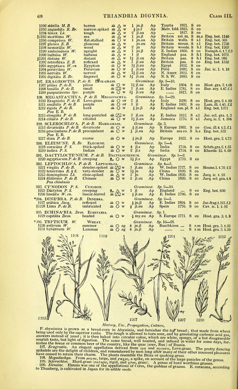 1192sterilis M.B. 1193 angustata R. Br. 1194 tenax Lk. §1195 maritima JV. 1196 compressa TV. 1197 glauca E.B. 1198 nemoralis TV. 1199 amboinensis TV. 1200bulbosa TV. §1201 distans TV. 1202 retroflexa E. B. 1203 SEgyptiaca IV. en 1204 peruviana TV. 1205 nervata TV. 1206 digitata R. Br. barren * A w narrow-spiked * A  tough sea flat-stalked glaucous wood upright bulbous distant reflexed Egyptian Peruvian nerved fingered Mi A * A w Ml O w Mi A w Jli A w * A w * A w Jli A w jiui A w * o w * O w Jli A w jih o w 197. ERAGROS'TIS. P. de B. I#ve-grass. 1207 pilosa P. deB. pilose * O w 1208 tenella P. de B. small *Elw 1209 purpurascens Spr. purple » O w 198. MEGASTA'CHYA. P de B. Megastachya. 1210 Eragrostis P. de B. Love-grass Ml Q or 1211 amabilis P. deB. purple Mi O or 1212 r'igida P. de B. hard Mi O w Poa E. B. 1213 elongata P de B. long-panicled Jli 23 w 1214 ciliaris P. de B. ciliated * O w 199. SCLEROCHLO'A. P. deB. Hard-grass. \ jn.jl I ja.f 2 jl.au 1 jn.jl 1 jn.au jn.au 2 jn 1 jn.jl 1 jl \\ jl.au 1 jl au lj jl.au i jl.au *i jl au 1| j'.au Ap Ap Ap Ap Ap Ap Ap Ap Ap Ap Ap Ap Ap Ap Ap Tauria 1821. Melv. Isld. 1823. 1817. Britain sal. m. Britain walls. Britain moun. Britain woods. S E. Indies England Britain Britain Egypt Peru N. Amer. N. S. W. 1800. pas. pas. pas. 1812. 1802. 1812. 1800. Graminece. jl.au Ap jl.au Ap jl.au Ap Graminece. Sp. 3—10. Italy E. Indies 1215 divaricata P. de B. divaricate 1216 procumbens P. de B. procumbent Poa E. B. 1217 dura P. de B. coarse 200. ELEUSI'NE. R.Br. Eleusine. 1218 coracana P S. thick-spiked 1219 indica P. S. Indian 201. DACTYLOCTE'NIUM. P. deB. 1220 Eegyptiacum P. de B. creeping Mi O w jm o w Mi o w jl 1 jl i jn.jl 2 jl.au 1| jl.au Graminece. | jl.au Ap i jl.au Ap Ap Ap Ap Ap Ap 1804. 1781. 1817. 1699. 1802. Sp. 5—29. Italy E. Indies England san. pi. S s.l Eng. bot. 1140 Eng. bot. 365 Eng. bot. 1720 Eng. bot 1265 Rumph.6. t.7.f.3 Eng. bot. 1071 Eng. bot. 986 Eng. bot. 1532 co Jac. ic. 1. 1.18 Host. gra. 2. t.68 Bur. zey. t.47.f.3 E Indies 1812. Jamaica 1776. Sp.3. S. Europe 1802. Britain sea co. h.s Host. gra. 2. t. 69 Lam. ill. t.45. f.2 Eng. bot. 1371 Jac. eel. gra. t. 3 Jacq.ic.2. t. 304 Gou. ill.4. t.2. f.l Eng. bot. 532 * o w Jt O w Dactyloctenium. O w 1| ji.s I jn.jl Ap Graminece. 4 jl.s Ap 2 jl.s Ap 1714. 1714. 202. LEPTOCHLO'A. P. deB. Leptochloa. 1221 virgata P. de B. 1222 tenerrima R. & S. 1223 domingensis Lk. 1224 filiformis P. deB. Poa chinensis 203. CY'NODON P. S. 1225 Dactylon P. S. 1226 linearis W. en. *204. DINE'BRA. P. deB. slender-spiked Jli El W very-slender Ju Q w close-spiked Chinese Jli A w Mi o w Graminece. 3 jl.au Ap lfjn 3 jn 2 jl.au Europe Sp. 2—4. India India Graminece. Sp. 1—2. Ap Egypt 1770. Sn.4—5. W. Indies 1727. China 1820. W. Indies 1820. China 1820. 1822. S co Host. gra. 2. t.73 Schrb.gra.2. t.35 Rheede. 12. t. 69 Ap Ap Ap 1227 arabica Jacq. §1228 Lima P. deB. 205. ECHINA'RI A. 1229 capitata Desv. *m. TRI'TICUM. 1230 a;stlvum fV. 1231 hybernum W. Cynodon. creeping linear-leaved Dinebra. frr A W Jli El w reflexed imbricated co Sloane.l. t.70. f.2 co co Jacq. ic. t. 22 co Jacq. eel. gra. t.4 Eng. bot. 850 Jac.frag.t,121.f.l Cav. ic. 1. t. 91 Host. gra. 3. t. 8 1207 History, Use, Propagation, Culture, nishes the bourn or common beer of the country, like the quas {sour, Rus.) of Russia. y * 197. Eragrostis. An elegant appellation derived from Hk and xygcrif, Love-grass. The prettv dancine spikelets are the de ,ght of children, and remembered by men long after many of their otlws: tortScent plealure, ha,Vn0Ce»aied t0 r!tain their charm' Tne P'ants resemble the Briza or quaking-grass '™ocent pleasures loo' Vf,galtfihya- uFrSm ^y?*>large' aPd r*X>>s, a spike, on account of the large panicles of the genus Im fw-CW°%. Ha.rd-Srass («^««» rigid and xXo*, grass). A genus of hard worthless grasses Eleusine. Eleusis was one of the appellations of Ceres, the goddess of grasses. E. corlcana according to Thunberg, is cultivated in Japan for its edible seeds. ttoruing