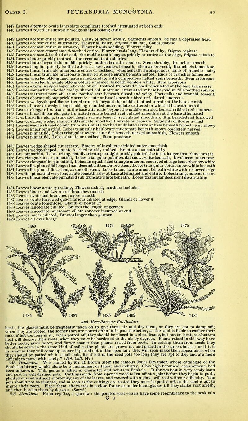 1447 Leaves alternate ovate lanceolate complicate toothed attenuated at both ends 1448 Leaves 4 together subsessile wedge-shaped oblong entire 1449 Leaves acerose entire not pointed, Claws of flower woolly, Segments smooth, Stigma a depressed head 1450 Leaves acerose entire mucronate, Flower all hairy, Stigma subulate, Cones globose 1451 Leaves acerose entire mucronate, Flower hoads nodding, Flowers silky 1452 Leaves acerose emarginate 2-toothed entire, Flower heads long, Flowers silky, Stigma capitate 1453 Leaves acerose 3-toothed at end, the middle tooth longest prickly or entire at the edge, Stigma subulate 1454 Leaves linear prickly toothed ; the terminal tooth shortest 1455 Leaves linear beyond the middle prickly toothed beneath veinless, Stem shrubby, Branches smooth 1456 Leaves long lin. prickly toothed atten. at base veinless beneath, Stem arborescent, Branchlets tomentose 1457 Leaves linear truncate mucronate entire or toothed; veins beneath inconspicuous, Ends of branches hairy 1458 Loaves linear truncate mucronate recurved at edge entire beneath netted, Ends of branches tomentose 1459 Leaves whorled oblong lane, entire mucronulate with conspicuous netted veins beneath, Stem arboreous 1460 Leaves whorled Ungulate oblong obtuse unarmed beneath veinless white. Stem arboreous 1461 Leaves altern. wedge-shaped obovate or obi. toothed truncated ribbed reticulated at the base transverse 1462 Leaves somewhat whorled wedge-shaped obi. subtrunc. attenuated at base beyond middle toothed serrate 1463 Leaves scattered narr. obi. trunc. toothed serr. beneath ribbed and veiny, Footstalks and branchl. toment. 1464 Leaves obovate oblong prickly serrate acute at base beneath ribbed reticulated cinereous 1465 Leaves wedge-shaped flat scattered truncate beyond the middle toothed serrate at the base acutish 1466 Leaves linear or wedge-shaped oblong rounded mucronulate scattered or whorled beneath netted 1467 Leaves elongate lin. trunc. at the base attenuate beyond the middle serrated beneath ribbed retic. toment. 1468 Leaves broad linear elongate truncated serrate beneath reticulated smoothish at the base attenuated 1469 Lvs. broad lin. elong. truncated deeply serrate beneath reticulated smoothish, Stig. bearded not furrowed 1470 Leaves oblong wedge-shaped subtruncate smooth cut serrate mucronate, Segments of flower awned 1471 Leaves wedge-shaped oblong truncate sinuate toothed undulated acute at base beneath ribbed veiny snowy 1472 Leaves linear pinnatifld, Lobes triangular half ovate mucronate beneath snowy obsoletely nerved 1473 Leaves pinnatifld, Lobes triangular ovate acute flat beneath nerved smoothish, Flowers smooth 1474 Leaves pinnatifld, Lobes sinuate or toothed, Stem prostrate 1475 Leaves wedge-shaped cut serrate, Bractes of involucre striated outer smoothish 1476 Leaves wedge-shaped sinuate toothed prickly stalked, Bractes all smooth silky 1477 Lvs. pinnatifld, Lobes triang. flat divaricating straight prickly pointed the term, longer than those next it 1478 Lvs. elongate linear pinnatifld, Lobes triangular pointless flat snow-white beneath, Involucres tomentose 1479 Leaves elongate lin. pinnatifld, Lobes an equal-sided triangle mucron. recurved at edge beneath snow-white 1480 Leaves lin. pinnatifld longer than decumbent tomentose stem, Lobes triangular obtuse snow-white beneath 1481 Leaves lin. pinnatifld as long as smooth stem, Lobes triang. acute mucr. beneath white with recurved edge 1482 Lvs. lin. pinnatifld very long acute beneath ashy at base attenuated and entire, Lobes triang. ascend, decur. 1483 Leaves linear elongate pinnatifld sub-truncate white beneath, Lobes triangular decurrent divaricating 1484 Leaves linear acute spreading, Flowers naked, Anthers included 1485 Leaves linear and 4-cornered branches smooth 1486 Leaves ovate and branches rugose smooth 1487 Leaves ovate furrowed quadrifarious ciliated at edge, Glands of flower 4 1488 Leaves ovate tomentose, Glands of flower 12 1489 Leaves lanceolate ciliated, Bractes the length of germen 1490 Leaves lanceolate mucronate ciliate concave incurved at end 1491 Leaves linear ciliated, Bractes longer than germen 1192 Leaves all over hoary and Miscellaneous Particulars. heat; the glasses must be frequently taken off to give them air and dry them, or they are apt to damp off; when they are rooted, the sooner they are potted off in little pots the better, as the sand is liable to canker their roots if left too long in it; when potted off, they should be placed in a close frame, but not on beat, as a bottom heat will destroy their roots, when they must be hardened to the air by degrees. Plants raised in this way have better roots, grow faster, and flower sooner than plants raised from seeds. In raising them from seeds they should be sown in the same kind of soil as the plants are grown in, and placed in the green-house; or if it is in summer they will come up sooner if placed out in the open air; they will soon make their appearance, when they should be potted off in small pots, for if left in the seed-pots too long they are apt to die, and are more difficult to move with safety. (Sot. Cult. 147.) 248. Dryandra. Was named by Mr. R. Brown after the famous Jonas Dryander, whose catalogue of the Banksianlibrary would alone be a monument of talent and industry, if his high botanical acquirements had been unknown. This genus is allied in character and habits to Banksia. It thrives best in very sandy loam and peat in well drained pots. Cuttings made from ripened wood taken off at a joint before they begin to push, planted in sand without shortening any of the leaves, and covered with a glass, will root without difficulty. The pots should not be plunged, and as soon as the ( uttings are rooted they must be potted off, as the sand is apt to injure their roots. Place them afterwards in a close frame or under hand-glasses till they strike root afresh, and then harden them by degrees. (Sweet.) 249. Struthiola. From a-ren^m, a sparrow : the pointed seed vessels have some resemblance to the beak of a G 4