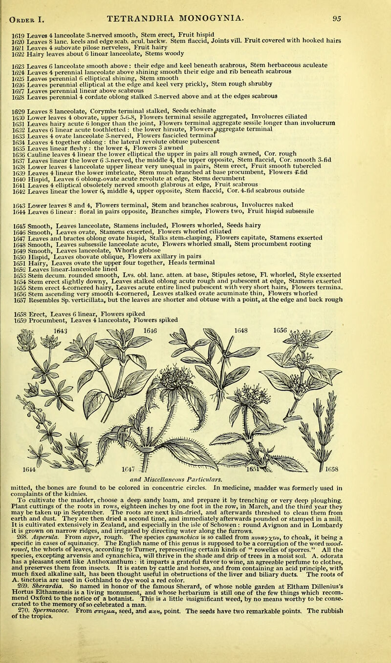 1619 Leaves 4 lanceolate 3-nerved smooth, Stem erect, Fruit hispid 1620 Leaves 8 lane, keels and edge scab. acul. hackw. Stem flaccid, Joints vill. Fruit covered with hooked hairs 1621 Leaves 4 subovate pilose nerveless, Fruit hairy 1622 Hairy leaves about 6 linear lanceolate, Stems woody 1623 Leaves 6 lanceolate smooth above: their edge and keel beneath scabrous, Stem herbaceous aculeate 1624 Leaves 4 perennial lanceolate above shining smooth their edge and rib beneath scabrous 1625 Leaves perennial 6 elliptical shining, Stem smooth 1626 Leaves perennial elliptical at the edge and keel very prickly, Stem rough shrubby 1627 Leaves perennial linear above scabrous 1628 Leaves perennial 4 cordate oblong stalked 3-nerved above and at the edges scabrous 1629 Leaves 8 lanceolate, Corymbs terminal stalked, Seeds echinate 1630 Lower leaves 4 obovate, upper 5-6-8, Flowers terminal sessile aggregated, Involucres ciliated 1631 Leaves hairy acute 6 longer than the joint, Flowers terminal aggregate sessile longer than involucrum 1632 Leaves 6 linear acute toothletted : the lower hirsute, Flowers aggregate terminal 1633 Leaves 4 ovate lanceolate 3-nerved, Flowers fascicled terminal 1634 Leaves 4 together oblong : the lateral revolute obtuse pubescent 1635 Leaves linear fleshy : the lower 4, Flowers 3 awned 1636 Cauline leaves 4 linear the lower elliptical the upper in pairs all rough awned, Cor. rough 1637 Leaves linear the lower 6 3-nerved, the middle 4, the upper opposite, Stem flaccid, Cor. smooth 3-fid 1638 Lower leaves 4 lanceolate upper linear very unequal in pairs, Stem erect, Fruit smooth tubercled 1639 Leaves 4 linear the lower imbricate, Stem much branched at base procumbent, Flowers i-fid 1640 Hispid, Leaves 6 oblong-ovate acute revolute at edge, Stems decumbent 1641 Leaves 4 elliptical obsoletely nerved smooth glabrous at edge, Fruit scabrous 1642 Leaves linear the lower 6, middle 4, upper opposite, Stem flaccid, Cor. 4-fid scabrous outside 1643 Lower leaves 8 and 4, Flowers terminal, Stem and branches scabrous, Involucres naked 1644 Leaves 6 linear: floral in pairs opposite, Branches simple, Flowers two, Fruit hispid subsessile 1645 Smooth, Leaves lanceolate, Stamens included, Flowers whorled, Seeds hairy 1646 Smooth, Leaves ovate, Stamens exserted, Flowers whorled ciliated 1647 Leaves and bractes oblong ovate hispid, Stalks stem-clasping, Flowers capitate, Stamens exserted 1648 Smooth, Leaves subsessile lanceolate acute, Flowers whorled small, Stem procumbent rooting 1649 Smooth, Leaves lanceolate, Whorls globose 1650 Hispid, Leaves obovate oblique, Flowers axillary in pairs 1651 Hairy, Leaves ovate the upper four together, Heads terminal 1652 Leaves linear-lanceolate lined 1653 Stem decum. rounded smooth, Lvs. obi. lane, atten. at base, Stipules setose, FI. whorled, Style exserted 1654 Stem erect slightly downy, Leaves stalked oblong acute rough and pubescent at edge, Stamens exserted 1655 Stem erect 4-cornered hairy, Leaves acute entire lined pubescent with very short hairs, Flowers termina. 1656 Stem ascending very smooth 4-cornered, Leaves stalked ovate acuminate thin, Flowers whorled 1657 Resembles Sp. verticillata, but the leaves are shorter and obtuse with a point, at the edge and back rough 1658 Erect, Leaves 6 linear, Flowers spiked 1659 Procumbent, Leaves 4 lanceolate, Flowers spiked and Miscellaneous Particulars. mitted, the bones are found to be colored in concentric circles. In medicine, madder was formerly used in complaints of the kidnies. To cultivate the madder, choose a deep sandy loam, and prepare it by trenching or very deep ploughing. Plant cuttings of the roots in rows, eighteen inches by one foot in the row, in March, and the third year they may be taken up in September. The roots are next kiln-dried, and afterwards threshed to clean them from earth and dust. They are then dried a second time, and immediately afterwards pounded or stamped in a mill. It is cultivated extensively in Zealand, and especially in the isle of Schowen: round Avignon and in Lombardy it is grown on narrow ridges, and irrigated by directing water along the furrows. 268. Asperula. From asper, rough. The species cynanchica is so called from xmuy%uv, to choak, it being a specific in cases of squinancy. The English name of this genus is supposed to be a corruption of the word wood- rowel, the whorls of leaves, according to Turner, representing certain kinds of  rowelles of sporres. All the species, excepting arvensis and cynanchica, will thrive in the shade and drip of trees in a moist sod. A. odorata has a pleasant scent like Anthoxanthum: it imparts a grateful flavor to wine, an agreeable perfume to clothes, and preserves them from insects. It is eaten by cattle and horses, and from containing an acid principle, with much fixed alkaline salt, has been thought useful in obstructions of the liver and biliary ducts. The roots of A. tinctoria are used in Gothland to dye wool a red color. 269. Sherardia. So named in honor of the famous Sherard, of whose noble garden at Eltham Dillenius's Hortus Elthamensis is a living monument, and whose herbarium is still one of the few things which recom- mend Oxford to the notice of a botanist. This is a little insignificant weed, by no means worthy to be conse- crated to the memory of so celebrated a man. 270. Spermacoce. From cmpfjux., seed, and nixy, point. The seeds have two remarkable points. The rubbish of the tropics.