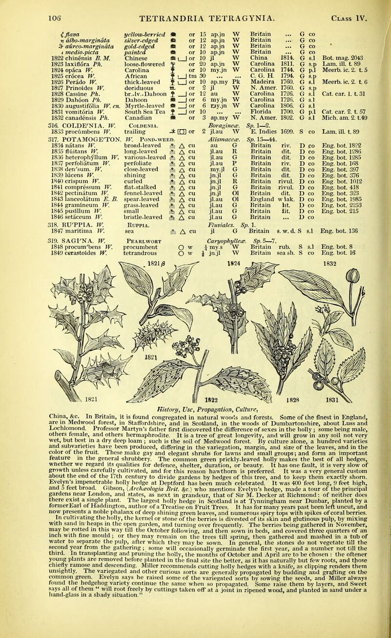 iflava 7} dlbo-marginata 3- atireo-margindta i medio-picta 1822 chinensis B. M. 1823 laxifiora Ph. 1824opaca W. 1825 crocea W. 1826Perado W. 1827 Prinoides W. 1828 Cassinc Ph. 1829 Dahoon Ph. 1830 augustifolia W. en. 1831 vomitoria W. 1832 canadensis Ph. 316. COLDE'NIA. W. 1833 procfimbens W. 317. POTAMOGE'TON. 1834 natans W. 1835 fluitans W. 1836 heterophyllum W. 1837 perfoliatum W. 1838den'sum. W. 18391ucens W. 1840 crlspum W. 1841 compressum W. 1842 pectinatum IV. 1843 lanceolatum £. B. 1844 gramlneum W. 1845puslllum W. 1846 setaceum fF. 318. RU'PPIA. W. 1847 marltima W. 319. SAGI'NA. W. 1848 procum'bens W. 1849 cerastoldes W. yellow-berried silver-edged gold-edged painted Chinese loose-flowered Carolina African thick-leaved deciduous br.-lv.-Dahoon $ Dahoon * Myrtle-leaved * South Sea Tea J Canadian * COLDENIA. trailing -A W. POND-WEED. broad-leaved =fe long-leaved =^ various-leaved =t perfoliate =fe close-leaved =t shining ife curled flat-stalked i fennel-leaved & spear-leaved ^ grass-leaved =fe small =b bristle-leaved ^ Ruppia. sea t l_|tm S l_Jor 15 ap.jn 12 ap.jn 12 ap.jn 10 ap.jn 10 jl 20 ap.jn my.jn W w w w w w w ap.my Pk jl W au W my.jn W rjy.jn W ap.my W Boraginecr. RTI or 2 jLau W Alismacece. au G jl.au A cu A cu A cu A cu A cu A cu A cu A cu A cu A cu A cu A cu A cu = A cu jl.au jl.au my.jl jn.jl jn jl jn jl jn.jl jl.au jl.au jl.au jl.au Fluviales. jl C R G P G G R G Ol Ol G G Britain Britain Britain Britain China Carolina Carolina C. G. H Madeira N. Amer. Carolina Carolina Carolina Florida N. Amer. Sp. 1—2. E. Indies Sp. 13—44. Britain Britain Britain Britain Britain Britain Britain Britain Britain England Britain Britain Britain Sp.l. Britain 1814. 1811. 1744. 1794. 1760. 1700. 1726. 1726. 1806. 1700. 1802. G co G co G co G co G s.l G s.p G s.l G s.l G p.l G s.l Bot. mag. 2043 Lam. ill. t. 89 Meerb. ic. 2. t. 5 Meerb. ic. 2. t. 6 Cat. car. 1. t. 31 Cat. car. 2. t. 57 Mich. am. 2. t.49 1699. S co Lam. ill. t. 89 riv. dit. dit. riv. dit. dit. rivul. rivul. dit. w lak. lit lit. D co D co D co D co D co D co D co D co D co D co D co D co D co Eng. bot. 1822 Eng. bot. 1286 Eng. bot. 1285 Eng. bot. 168 Eng. bot. 397 Eng. bot. 376 Eng bot. 1012 Eng. bot. 418 Eng. bot. 323 Eng. bot 1985 Eng. bot. 2253 Eng. bot. 215 s. w. d. S s.l Eng. bot. 136 Pearlwort procumbent tetrandrous Caryophyllea;. Sp. 5—7. i my.s W Britain rub. S i jn.jl W Britain sea sh. S History, Use, Propagation, Culture, China, &c. In Britain, it is found congregated in natural woods and forests. Some of the finest in England, are in Medwood forest, in Staffordshire, and in Scotland, in the woods of Dumbartonshire, about Luss and Lochlomond. Professor Martyn's father first discovered the difference of sexes in the holly ; some being male, others female, and others hermaphrodite. It is a tree of great longevity, and will grow in any soil not very wet, but best in a dry deep loam ; such is the soil of Medwood forest. By culture alone, a hundred varieties and subvarieties have been produced, differing in the variegation, margin, and size of the leaves, and in the color of the fruit. These make gay and elegant shrubs for lawns and small groups; and form an important feature in the general shrubbery. The common green prickly-leaved holly makes the best of all hedges, whether we regard its qualities for defence, shelter, duration, or beauty. It has one fault, it is verv slow of growth unless carefully cultivated, and for this reason hawthorn is preferred. It was a very general custom about the end of the 17th century to divide gardens by hedges of this tree, and to keep them exactly shorn. Evelyn's impenetrable holly hedge at Deptford has been much celebrated. It was 400 feet long, 9 feet high, and 5 feet broad. Gibson, (Arelneologia Brit. Sfc.) who mentions Evelyn's hedge, made a tour of the principal gardens near London, and states, as next in grandeur, that of Sir M. Decker at Richmond: of neither does there exist a single plant. The largest holly hedge in Scotland is at Tynningham near Dunbar, planted by a former Earl of Haddington, author of a Treatise on Fruit Trees. It has for many years past been left uncut, and now presents a noble phalanx of deep shining green leaves, and numerous spiry tops with spikes of coral berries. In cultivating the holly, the kernel or stone of the berries is divested of its skin and glutinous pulp, by mixing with sand in heaps in the open garden, and turning over frequently. The berries being gathered in November, may be rotted in this way till the October following, and then sown in beds, and covered three quarters of an inch with fine mould ; or they may remain on the trees till spring, then gathered and mashed in a tub of water to separate the pulp, after which they may be sown. In general, the stones do not vegetate till the second year from the gathering; some will occasionally germinate the first year, and a number not till the third. In transplanting and pruning the holly, the months of October and April are to be chosen : the oftener young plants are removed before planted in the final site the better, as it has naturally but few roots, and those chiefly ramose and descending. Miller recommends cutting holly hedges with a knife, as clipping renders them unsightly. The variegated and other curious sorts are generally propagated by budding and grafting on the common green. Evelyn says he raised some of the variegated sorts by sowing the seeds, and Miller always found the hedgehog variety continue the same when so propagated. Some raise them by layers, and Sweet says all of them  will root freely by cuttings taken off at a joint in ripened wood, and planted in sand under a hand-glass in a shady situation.