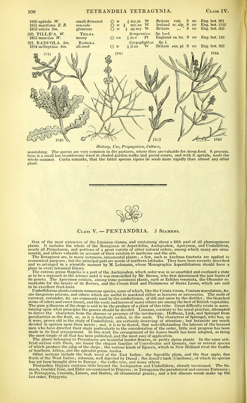 1850apetala W. 1851 maritima E. B. 1852 erecta Sm. 320. TILLiE'A. W. 1853 muscosa W. 321. RADl'OLA. Sm 1854 millegrana Sm. small-flowered sea-side glaucous TlLLiEA. mossy Radiola. all-seed O w O w O w O cu a my.jn W my.au W \ ap.my W Sempervivte. ijn.o PI Caryophyllete. \ jl.au W Britain rub. Ireland sc. alp. Britain ... * Sp. 1—4. England sa. he. Sp.l. Britain san. pL Eng. bot. 881 Eng. bot. 2195 Eng. bot. 609 S co Eng. bot. 116 History, Use, Propagation, Culture, nourishing. The species are very common in dry pastures, where they are valuable for sheep-food. S. procum- bens is a small but troublesome weed in shaded garden-walks and paved courts, and with S. apetala, seeds the whole summer. Curtis remarks, that the latter species ripens its seeds more rapidly than almost any other plant. Class V. — PENTANDRIA. 5 Stamens. One of the most extensive of the Linna?an classes, and containing about a fifth part of all phamogamous plants. It includes the whole of the Boragineas or AsperifoliEe, Asclepiadeee, Apocyneas, and Umbellifera;, nearly all Primulacea?, and portions of a great variety of other natural orders, among which many are orna- mental, and others valuable on account of their relation to medicine and the arts. The Boraginea? are, in many instances, ornamental plants ; a few, such as Anchusa tinctoria are applied to economical purposes ; but the principal part are weeds of northern latitudes. They have been recently described and re-arranged in a scientific manner by M. Lehmann, whose Jlonographia Asperifoliarum should have a place in every botanical library. The curious genus Stapelia is a part of the Asclepiadea;, which order was in so unsettled and confused a state as to be a reproach to the science until it was remodelled by Mr. Brown, who first determined the just limits of its genera. The Apocynea? contain, among some poisonous plants, such as Echites venenata, the Oleander re- markable for the beauty of its flowers, and the Cream fruit and Picimmons of Sierra Leone, which are said to be excellent fruit-trees. Umbelliferous plants contain numerous species, some of which, like the Cicuta virosa, Conium maculatum, &c. are dangerous poisons, and others which are useful to mankind either as luxuries or necessaries. The seeds of caraway, coriander, &c. are commonly used by the confectioner, of dill and anise by the distiller; the blanched stems of celery and sweet fennel, and the roots and leaves of many others are among thebest of British vegetables. The gum gnlbanum of the shops is said to be the produce of a plant of this tribe. Great difficulty exists in ascer- taining upon what principles the genera should be divided. Linnaeus, contrary to his usual practice, attempted to derive the characters from the absence or presence of the involucrum; Hoffman, Link, and Sprengel from peculiarities in the fruit, or, as it is familiarly called, in the seeds. The characters of Sprengel, who has, as it were, grown old in the study of Umbellifera?, are certainly deserving of attention ; but botanists are much divided in opinion upon their merits ; and, it is to be feared, that notwithstanding the labours of the learned men who have directed their study particularly to the consideration of the order, little real progress has been made in its final arrangement. In this work the arrangement of Sir James Smith has been adopted, as being the most simple of all that has been published, and the most easy of application. The plants belonging to Primulaceae are beautiful border-flowers, or pretty alpine plants. In the same arti- ficial section with these, are found the elegant families of Convolvulus and Ipomaja, one or several species of which produce the jalap of the shops ; the various kinds of Epacris, which in New Holland rival the heaths of Southern Africa, and the splendid genus Azalea. Other sections include the teak wood of the East Indies; the Sapodilla plum, and the Star apple, fine fruits of the West Indies ; solanum, well digested by Dunal; the Jesuit's bark (Cinchona), of which no species has yet been brought alive to Europe; the coffee tree, and many others. Pentandria Digynia contains little beyond the Asclepiadea and Umbellifera;, already mentioned. The Su- mach, Guelder Rose, and Elder are contained in Trigynia ; in Tetragynia the paradoxical and curious Parnassia ; in Pentagynia, Crassula, Linum, and Statice, all ornamental genera; and a few obscure weeds make up the last order, Polygynia.