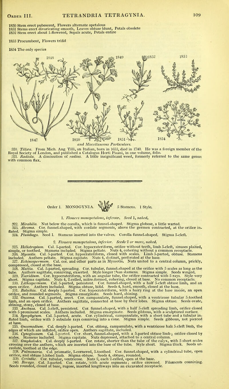 1850 Stem erect pubescent, Flowers alternate apetalous 1851 Stems erect divaricating smooth, Leaves obtuse blunt, Petals obsolete 1852 Stem erect about 1-flowered, Sepals acute, Petals entire 1853 Procumbent, Flowers trifld 1854 The only species and Miscellaneous Particulars. 320. Tillcea. From Mich. Ang. Tilli, an Italian, born in 1653, died in 1740. He was a foreign member of the Royal Society of London, and published a Catalogus Horti Pisani, in one volume, folio. 321. Radiola. A diminution of radius. A little insignificant weed, formerly referred to the same genus with common flax. Order 1. MONOGYNIA. 5 Stamens. 1 Style. 1. Flowers monopetalous, inferior. Seed 1, naked. 322. Mirabilis. Nut below the corolla, which is funnel-shaped. Stigma globose, a little warted. 323. Abroma. Cor. funnel-shaped, with cordate segments, above the germen contracted, at the orifice in. flated. Stigma simple. 324. Plumbago. Seed 1. Stamens inserted into the valves. Corolla funnel-shaped. Stigma 5-cleft 2. Flowers monopetalous, inferior. Seeds 2 or more, naked. 325. Heliolropium. Cal. 5-parted. Cor. hypocrateriform, orifice without teeth, limb 5-cleft, sinuses plaited, simple, or toothed. Stamens included. Stigma peltate. Nuts 4, cohering without a common receptacle. 326. Myosotis. Cal. 5-parted. Cor. hypocrateriform, closed with scales. Limb 5-parted, obtuse. Stamens included. Anthers peltate. Stigma capitate. Nuts 4, distinct, perforated at the base. 327. Echinospermum. Cal. cor. and other parts as in Myosotis. Nuts united to a central column, prickly, compressed, closed at the base. 328. Mattia. Cal. 5-parted, spreading. Cor. tubular, funnel-shaped at the orifice with 5 scales as long as the tube. Anthers sagittate, conniving, exserted. Style longer than stamens. Stigma simple. Seeds winged. 329. Tiaridium. Cor. hypocrateriform, with an angular tube, the orifice contracted with 5 rays. Style very short. Stigma capitate. Nuts 4, ^celled, mitre-formed, cohering, closed at base. No common receptacle. 330. Lithospermum. Cal. 5-parted, persistent. Cor. funnel-shaped, with a half 5-cleft obtuse limb, and an open orifice. Anthers included. Stigma obtuse, bifid. Seeds 4, hard, smooth, closed at the base. 331. Batschia. Cal. deeply 5-parted. Cor. hypocrateriform, with a hairy ring at the base inside, an open orifice, and rounded segments. Stigma emarginate. Seeds hard, shining. 332. Onosma. Cal. 5-parted, erect. Cor. campanulate, funnel-shaped, with a ventricose tubular 5-toothed limb, and an open orifice. Anthers sagittate, connected at base by their lobes. Stigma obtuse. Seeds ovate, shining, stony, closed at base. 333. Anchusa. Cal. 5-cleft, persistent. Cor. funnel-shaped, with a half 5-cleft spreading limb, orifice closed with 5 prominent scales. Anthers included. Stigma emarginate. Seeds gibbous, with a sculptured surface. 334. Symphytum. Cal. 5-parted, acute. Cor. cylindrical, campanulate, with a short tube and a tubular in- flated limb, orifice with 5 subulate rays conniving into a cone. Stigma simple. Seeds gibbous, not pierced at base 335. Onosmodium. Cal. deeply 5-parted. Cor. oblong, campanulate, with a ventricose halt 5-cleft limb, the edges of which are inflated, orifice open. Anthers sagittate, included. 336. Cynoglossum. Cal. 5-partcd. Cor. short, funnel-shaped, with a 5-parted obtuse limb; orifice closed by scales. Stamens included. Stigma capitate. Nuts depressed, attached to a central column. 337. Omphalodes. Cal. deeply 5-parted. Cor. rotate, shorter than the tube of the calyx, with 5 short scales crossing over the anthers, which are inserted into the base of the tube. Style short. Stigma thick. Seeds ur- ceolate, toothed at the edge. 338. Pulmonaria. Cal. prismatic, 5-cornered, 5-toothed. Cor. funnel-shaped, with a cylindrical tube, open orifice, and obtuse 5-lobed limb. Stigma obtuse. Seeds 4, obtuse, rounded. 339. Cerinthe. Cor. tubular, ventricose. Nuts 2, each 2-celled, open at the base. 340. Borago. Cal. 5-parted. Cor. rotate, with acute segments; orifice crowned. Filaments conniving. Seeds rounded, closed at base, rugose, inserted lengthways into an excavated receptacle.